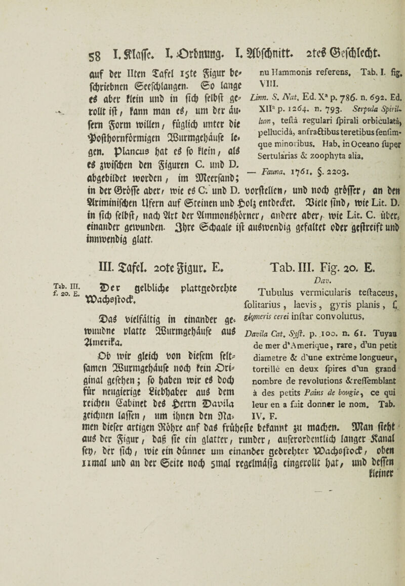 auf ber Uten Tafel iste gigur be* febriebnen ©eefcblangen. So lange es aber Kein unb in (leb feibfl ge» rollt iff/ fann man ti/ um btr äu* fern gorm willen/ füglich unter bie '$o(lbernförmigen 2Burmgebäufe le< gen. piancus bat cS fo Plein / als es jmifeben ben giguren C. unb D. abgebilbet worben, im SReerfanb; in ber@röffe aber/ wie es C; unb D. vorffellen/ unb noeb gröffer/ an ben Slriminifcben Ufern auf ©reinen unb £04 entbccfet. 23iele (tnb/ wie Lit. D. in ftcb felbff / na<b 5lrt ber 5lmmonSbörner, anbere aber/ wie Lit. C. über-, tinanber gewunben. 3bre ©ebaale ijl auSwenbig gefaltet ober geffreift unb innwenbig glatt. nu Hammonis referens, Tab, I. fig, VIII. Lirm. S, Nat, Ed. Xa p. 786. n. 692. Ed. Xlla p. 1264. n. 793. Serpula SpiriU [um, tefcä regulari fpirali orbiculatä) pellucidä, anfra£fcibus teretibus fenfim- que minoribus. Hab, inOceano fuper Sertularias & zoophyta alia, — Fauna. 1761, §. 2203. III. Safel. 2ote gigur. E. T>b. hi. £)er gelblich« plattgebrcbte **■E- Wacboftocf. S>aS vielfältig in einanber ge* wuubne »latte dßurmgebdufe aus 2lmerifa. Ob wir gleich von tiefem feit» famen 2Burmgehdufe noch fein £)ri* ginal gefeben; fo haben wir eS boeb für neugierige Liebhaber auS bem reicben Sabinet beS Perm Dauila geiebnen (affen, um ihnen ben 9ta> Tab. III. Fig. 20. E. Dav. Tubulus verrnicularis teftaceus, folitarius , laevis 5 gyris planis, £ glymeris cerei inftar convolutus, Davila Cat, Sy ft. p. .100. n. 61. Tuyau de mer d'Amerique, rare, d’un petit diametre & cTune extreme longueur, tortille en deux fpires (Tun grand nombre de revolutions &reflemblant ä des petits Pains de bougie, ce qui leur en a fait donner le nom. Tab. IV. F. men biefer artigen (Röhre anf bas früheffe befannt ju machen. 5Ran (lebt aus ber gigur / baf fte ein glatter, runber / auferorbentlicb langer Äanal fei). ber (ich/ wie ein bünncr um einanber gebrebter (COacboftocf / oben nmal unb an ber ©eite noch 5mal rege'lmrtftg eingerollt bat/ unb beffen Keiner