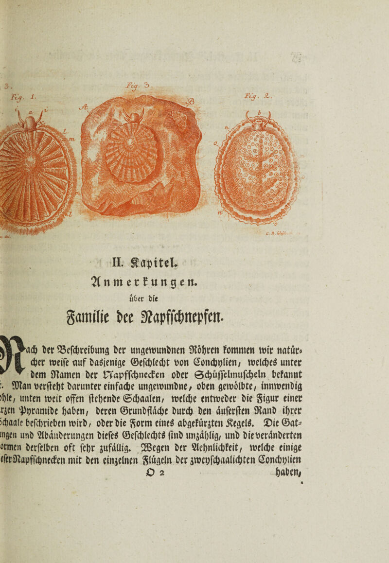 ‘I *t cUl. II. Kapitel. 21 n nt e 15 u n g e n. itbec bCc gamilie kc 3?apff$nepfen. ach ber 23efdjreibung Petr ungerounbnen 9?6bten Fommen wie natür« (per weife nuf baöienige ©efdjlcdjt »on Sondjplieti/ welches unter bem 9iamen bet tTapffcbnecfen ober Öcbuflelmufcbeln befannt :• fflfan «erffebt bnrunter einfache ungewunbne* oben gewölbte/ innwenbig >f)le, unten weit offen ftebenbe ©djaalen/ welche entweber bie gigur einer rjen 'Poramibe hoben/ beren ©runbfldche burch ben duferfien Üfanb ihrer iehaale befcbricben wirb/ ober bie gorm eines abgefitrjtcn öbegelS. Sie ©at* mgen unb Slbdnberungen biefeS ©efcblecbts (tnb ungdblig/ unb bieberdnberten ormen berfelben oft febr jufdUig. 2ßegen ber Slcbnlicbfeit/ welche einige eferDtapffcbnccfen mit ben einzelnen gliigeln ber jwcttfc&aalicbten Gonchpiien O 2 hoben*