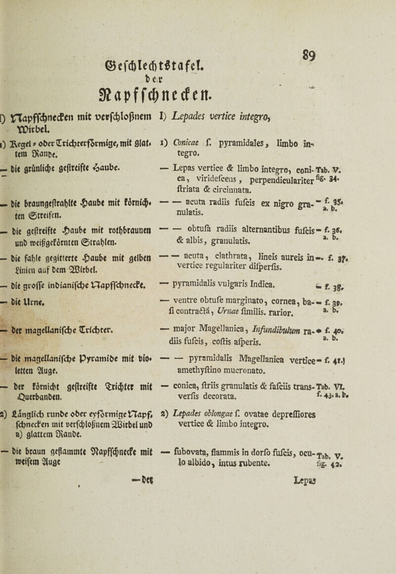 ©efd)lcd)t$tafeT. bcc Stapffcbnecfen. [) XTTapffd^nccEcn mit verfcbloßnem - Wirbel* 0 Regel* ober £rtd?terformige, mit giat# tem dtmt. ~ Die grünliche scflrcifte 4>öube. — bie braungeffrablte #aube mit fornt$* ten ©treifen. — bie gcjlreifte .&aube mit rotbraunen unb roeiggefornten ©tragen. — bi« fable gegitterte £aube mit gelben Linien auf Dem Wirbel. — Die groffe inbianifebe £lapfftbned?e* — bie Urne* — Der mageUanifcbe Erlebter« I) Lepades vertice integro> i) Conicae f. pyramidales, limbo in«» tegro. — Lepas vertice & limbo integro, coni-Tab. V. ca, viridefeens, perpendiculariter ftriata & circinnata. — acuta radiis fufeis ex nigro gra®’ nulatis. a*ba -obtufa radiis alternantibus fufcis-^3^ ßalbis, granulatis. a’ bo -acuta, clathrata, lineis aureis in— £ vertice regulariter diiperlis. — pyramidalis vulgaris Indica, «. fo ^ — ventre obtufe margiuato, cornea, ba-«- f. 30» fi contra&ä, Urnae fimilis. rarior. bo — major Magellanica, Infundibulum ra®* £ 40. diis fufeis, coftis alperis. a* bs — bie mageUanifcbe Pyramtbe mit bio* letten $luge. — pyramidalis Magellanica vertice- £ 414 amethyftino mucronato. — Der forniebt geflreifte Stidjfer mit Querbanben. conica, ftriis granulatis & fafeiis trans-Tab. VI, verfis decorata. £43«a.&» 2) fiinglicb runbe ober eyformige tTfopf, 2) Lepades oblongae f. ovatae deprefiiores febneefen mit retfcblopnem 2Birbel unb vertice & limbo integro. a) glattem 9vanDe. bie braun geflammte tftapffc&necfc mit «reifem 2iuge — fubovata, flammis in dorfo fufeis, ocu-^, y lo albido, intus rubente. % \?l Lepas 1
