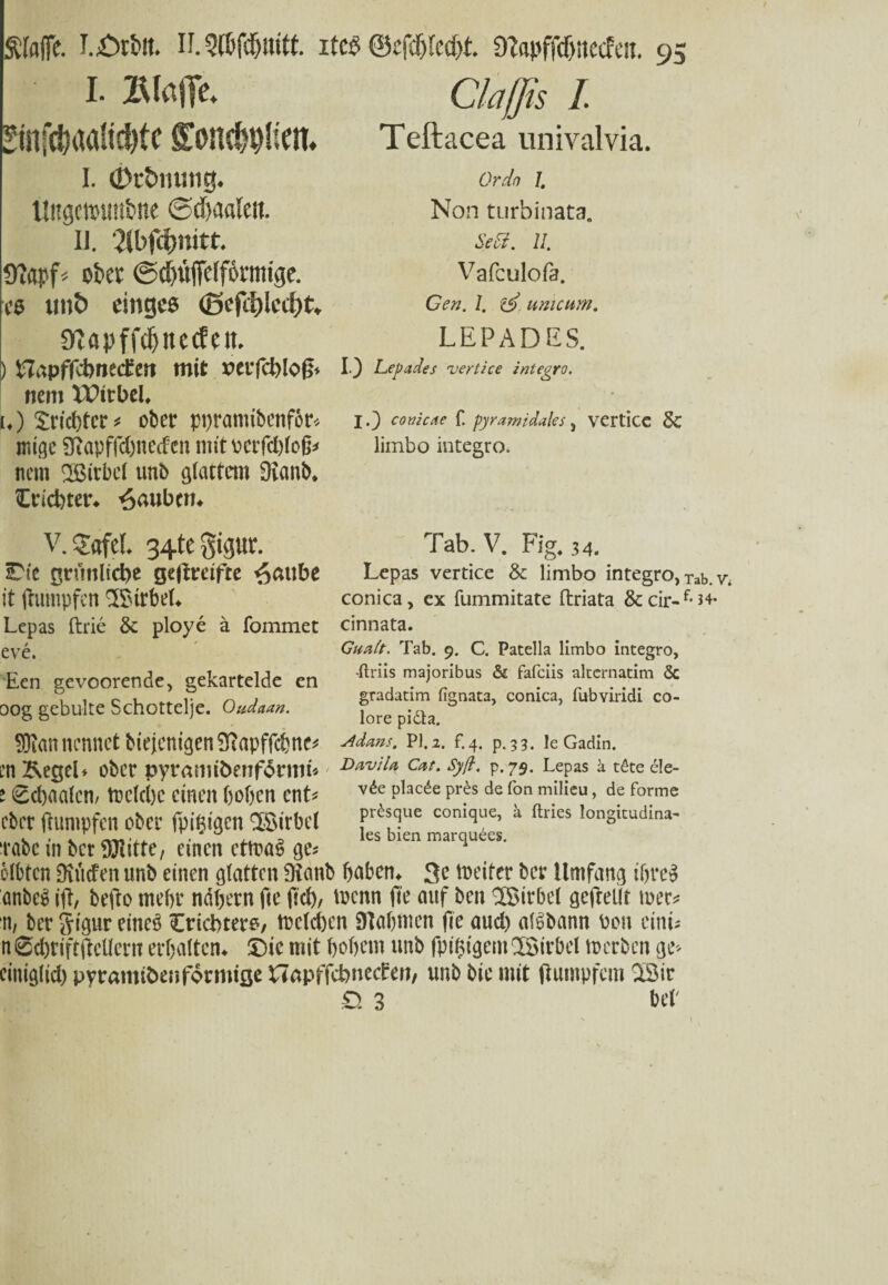 Claffis I I. Blaffe. ^infd)aa!tcl)tc gongen. I. (Dttmung. tlitgctuimbne ©diaaleti. IJ. 2lbf4mitt. ü?apfs ober ©dntffelfonmge. es unt> eiliges <£>ef4)Ied)t. 0Zöpffd)necfem ) napffdwecEett mit verfehle# nem Wirbel. 1.) Trichter* ober pi)ramibenfbr* mige 9(iapffd)ncdcn mit v>crfd)loß< nein 2ßirbe( unb glattem 9£anb, Crichter. Raubet». Teftacea univalvia. Ordo I, Non turbinata, Seft. II. Vafculofa. Gen. 1. 1$ unicum. LEPADES. I.) Lepades uerlice integro. ■ « I.) corneae f. pyramidales 5 verticc 3c limbo integro. V. 2«fel. 34te gigur. grünliche geflmfte ^aube it (tumpfen IBtrbeL Lepas ftrie & ploye ä fommet eve. Een geveorende, gekartelde en 00g gebulte Schottelje. Oudaan. ?Dian nennet bieicnigen3Tapffd}ne* m&egel* ober pyramibenf<5nm* t £d)aa(cn, trckl)c einen hoben a\U ebrr ftunipfen ober fpinigen ‘JSirbcl Tab. V. Fig. 34. Lepas vertice & limbo integro)Tab. conica, ex fummitate ftriata &cir-f*^< cinnata. Gualt. Tab. 9. C. Patella limbo integro, Ttriis majoribus & fafeiis alternatim Sc gradatim fignata, conica, fubviridi co- lore pidla. sidans. PI. 2. £4. p. 33. le Gadin. DaviU Cat. Syß. p. 79. Lepas ä töte ele- vöe placöe pres de fon milieu, de forme prösque conique, a ftries longttudina- les bien marquees. Tabc in ber DJiittc, einen ettoaS ge* clt'tcn Diucfen unb einen glatten Sianb haben, 3e meifer ber Umfang ihres änbeS ifl, befto mehr nähern fie fiel), trenn fie auf ben 'JSirbel geftellt mec* ii/ ber gigur eines trichtere/ trclchen 9lahmcn fie aud) alSbann bon eint; n@d)rift(Mertt erhalten, ©ie mit hohem unb fpifdgcmSBirbel loerben ge> einiglid) pyramibenformifle ilapffcbnecfen, unb bie mit flumpfem ISir D. 3 bei'