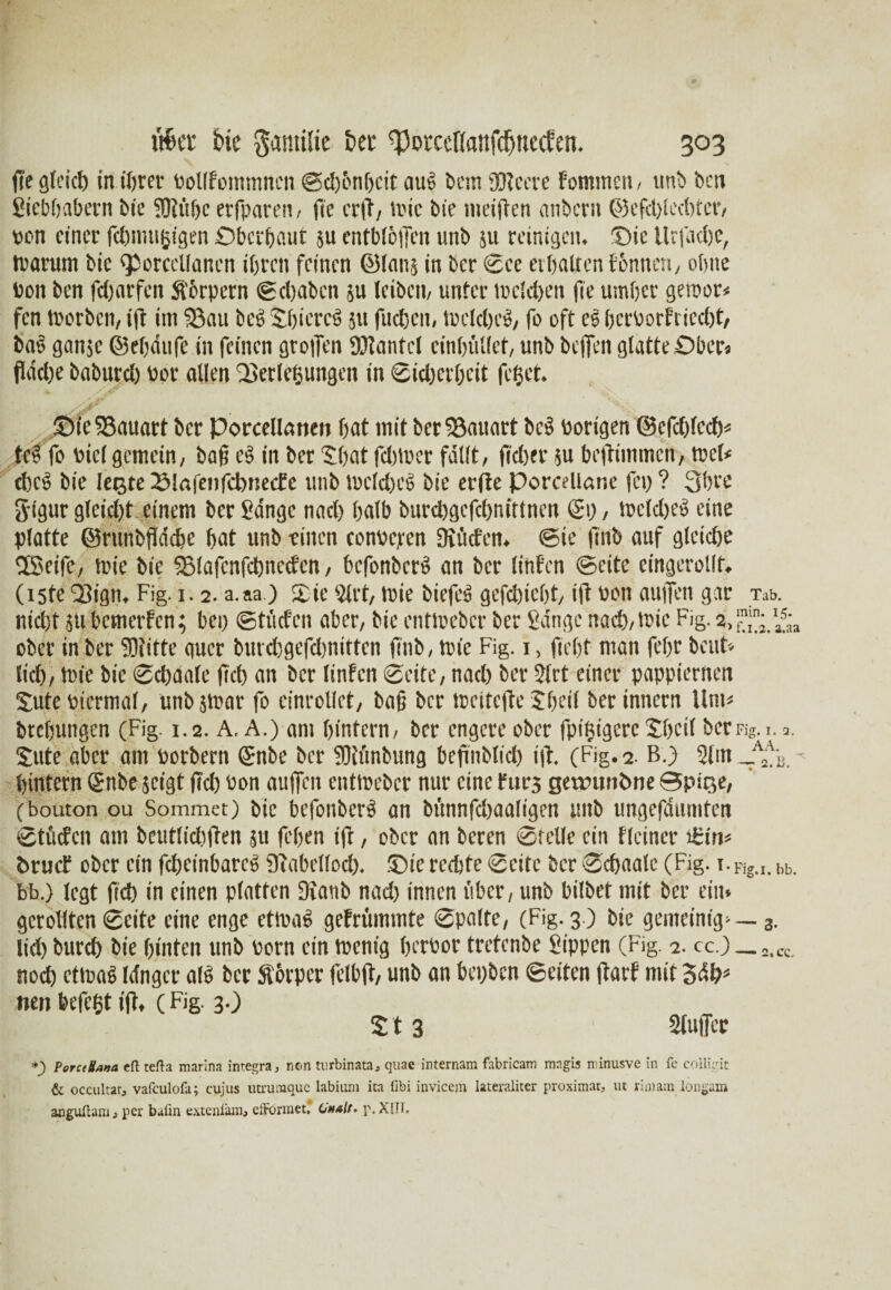 fi'e gleich in ihrer oollfommnen Sd)6nbcit au§ bem SfJlccre fommcn, unb bcn Sicbbabern bic fOtttfje erfparen, fle crfl, toic bic meiden anbern ©efchlechter, oon einer fchmugigen Oberhaut $u cntbiöiTcn unb su reinigen, £)ic llrfadje, tvarurn bie qjorccllancn ihren feinen ©laut in ber See erhalten tonnen, ebne Don ben fcOarfcn Körpern Schaben su leiben, unter melden fie umher geioor« fen tporben, ifl im 93au bcs ShiercS 511 fliehen, toclchcS, fo oft es hcrPorfriccht, baö ganje ©ehdufe in feinen grotTen 33lantcl cinhiVJet, unb beffen glatte Ober« flache baburch Por allen Verlegungen in Sicherheit feget. StieVauarf ber Porcellanen hat mit ber Vauart bc3 Porigen @cfd)lcch« tc§ fo Piclgemein, baß e$ in ber Shat fclnocr fallt, flehet* su befHmmen, tt>el< chcö bie legte 23!afenfcbnec£e unb lpeld)Ct> bie evfle porcelletne fei) ? 3bre ftigur gleicht einem ber Sange nach halb burchgefchnittnen (Sg, toclchco eine platte ©rmtbfldcbe hat unb einen conPejren 9iücten. Sie firtb auf gleiche Sßaeifc, toie bie Vlafcnfchnecfcn, befonberö an ber linfen Seite eingerollt. (iste Vign, Fig. 1. 2. a.sa ) Sie 2lrt, tute biefed gefchicht, iff bon auffen gar Tab. nicht SU bemetfen; bei) StücFcn aber, bic enttoeber ber Sange nad),tute Fig. ober in ber SJtitte quer burchgefdmittcn flnb, tote Fig. 1, fleht man (ehr beut-, lief)/ tute bie Sd)aale fleh an ber linfen Seite, nach ber 3lrt einer pappiernen Suteoicrmal, unbjtoar fo einrollet, baß ber tocitefle Sheil berinnern Um« bteljungen (Fig. 1.2. A, A.) ant hintern, ber engere ober fpigigere Sheil ber Kg. 1.3. Sitte aber am Porbern (Snbe ber Winbung beflnblicl) ifl. (Fig. 2. B.) 2lm _A2\^ hintern gnbe geigt fleh Pon auffen enttoeber nur eine Fürs gewuithne ©pige, (bouton ou Sommet) bic befonberä an bttnnfcf)aoltgen unb ungefdumten Stücfcn am beutlidiflen 511 fehen ifl, ober an beren Stelle ein f(einer i£in« bruef ober ein feheinbareä Stabellod). ®ie rechte Seite ber Schaale (Fig. 1. Kg-I- bb. bb.) legt fleh in einen platten üiatib nad) innen über, unb bilbet mit ber ein* gerollten Seite eine enge ettoal gefrümmte Spalte, (Fig. 3 ) bie gemeinig-— 3. lid) burch bie hinten unb Pom ein toenig herbor tretenbe Sippen (Fig. 2. cc.) _ =iCC noch ctioa$ Idngcr a(6 ber Äorper felbfl, unb an bepben Seiten flarf mit 3dk nen befegt ifl. (Fig. 3.) S t 3 Sluficc *_) Peru Sana eff tefta marina imegra, non turbinata, quae internam fabricam mngis niinusve in fe colligit & occultar, vafeulofa; cujus utrumque labiurn ita fibi invicem lateraliter proximal ut rimam longam anguüantj per bafin extenlam, efformet. Cnalt- p.XlTI.