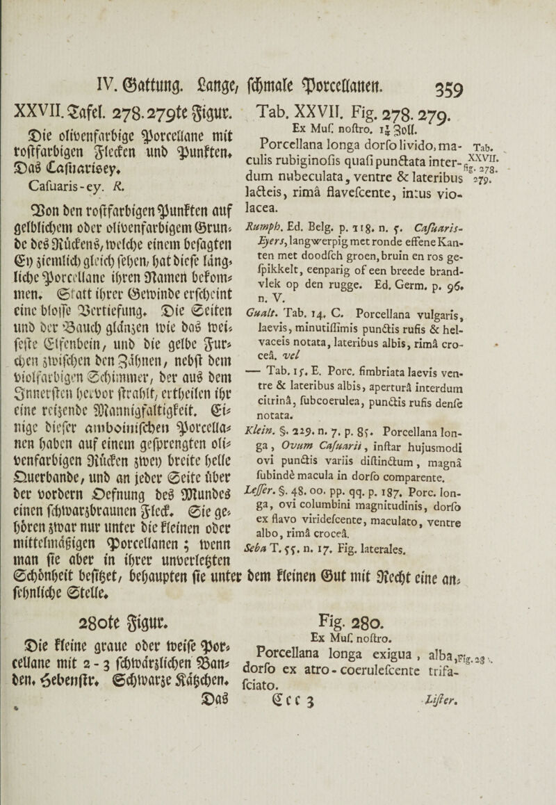 XXVII. ^afcl. 278.2791« gigta*. ©ie olirenfarbige ^Jorcetlane mit roftfarbtgen 3(ccfcn unb fünften« ©a$ Cöfimmey, Cafuaris - ey. R. ‘Sott ben rofifdrbigen fünften auf gelblichem ober olirenfarbigemSrum bc bcö Üiücfciüo/ metetje einem betagten @i) betulich gleich fehem batbiefe läng» liebe ^Jorcellane ihren ffUimcn bcFom* men, ©ratt ihrer ©etrinbe erfebeint eine bioife Vertiefung, ©ie ©eiten unb ber ■Bauet) gta'njen mie baö tocu fefte (Stfenbeirt/ unb bie gelbe $ur> eben jaufchen ben Sahnen, neb|t bem bleifarbigen Schimmer, ber aus bem Qnnerjten bcebor ftrablt, citbeilcn ihr eine reijenbe SDIannigfaltigfeit, 6a nige biefer cuuboiiufcbeu ^Jorcclia* nen haben auf einem gefprengten ola penfarbigen DituFcn smei) breite helle ©uerbanbe, unb an jeber Seite über ber Porbern ©efnung beS (DIunbeä einen febirarsbraunen JlccF. 6ie ge-, hbren stoar nur unter bie Fleinen ober mittelmäßigen «porcellanen ; trenn man (te aber in ihrer unrcrfctjten Schönheit beftget, behaupten (le utitf fehnliebe Stelle, Tab. XXVII. Fig. 278.279. Ex MuC noftro. 1£ 3qU. Porcellana longa dorfo livido,ma- culis rubiginofis quafipun&ata inter-fi dum nubeculata, ventre & lateribus ladeis, rimä flavefeente, intus vio- lacea. Rumph. Ed. Belg. p. 11 g. n. Cafuaris- Eyers, langwerpig met ronde effene Kan¬ ten met doodfeh groen,bruin en ros ge- fpikkelt, eenparig of een breede brand- vlek op den rugge. Ed. Germ. p. 96* n. V. Gualt. Tab. 14. C. Porcellana vulgaris, laevis, minutiflimis punftis rufis & hei- vaceis notata, lateribus albis, rimä cro- ceä. vel — Tab. 15*. E. Pore, fimbriata laevis ven¬ tre & lateribus albis, aperturä incerdum citrinä, fubcoerulea, punftis rufis denfe notata. Klein. §. 229. n. 7, p. gf* Porcellana lon¬ ga , Ovum Cafuarii, inftar hujusmodi ovi pun&is variis diftin&um, magna fubind£ macula in dorfo comparente. Lejfer, §. 48. 00. pp. qq. p. 187. p0rc. lon¬ ga, ovicolumbini magnitudinis, dorfo ex flavo viridefeente, maculato, ventre albo, rimä croceä. Reba T. k . n. 17. Fig. laterales. bem Fleinen ©ut mit Ofccbt eine an» 28otC gtgUf. ©ie Fleine graue ober toeife <}3or< cellatte mit 2 - 3 fcbtoa'rslicben 93an* ben, 6eben|lr. ©ebtoarje Sachen. ©a$ & Fig. 280. Ex Mufi noftro. Porcellana longa exigua , alba^ig dorfo ex atro - coerulefcente trifa- * feiato. SCC 3 lifter.