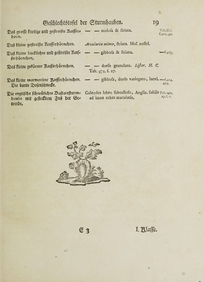 gl'offe fRCtige uni ge|l«ift« ÄllffH* — — nodofa & ftriata. bovn. >Da^ deine gesteifte 2\uffcvi>oencfycn. ^rcuUrit mlnor, ftriata. MuH noftri. deine butfiie^te unt> öeftreifte Äufr fei beend?™». £)a$ Heine Meente £ufferborncbet?. Heine maemoeitte &uffevbovncben. $)ie bunte £)ofenfebnecfe. $£)ie englifd?* fd?t»ulid?te Saflavtfturm^ b«ttbe mit geflehtem Swi* tsinbe* — gibbofa & ftriata» ——f.413. — — dorfo granulato. Lißer. H. C. Tab. 972. f. 27. — — gibbofa, dorfo variegato, laevi»—^14. 415. Galcodes labro fubcallofo, Anglic» fafeiis Tab. min. ad imos orbes maculatis, 19* f.*. € 3 1. BlaSTc.