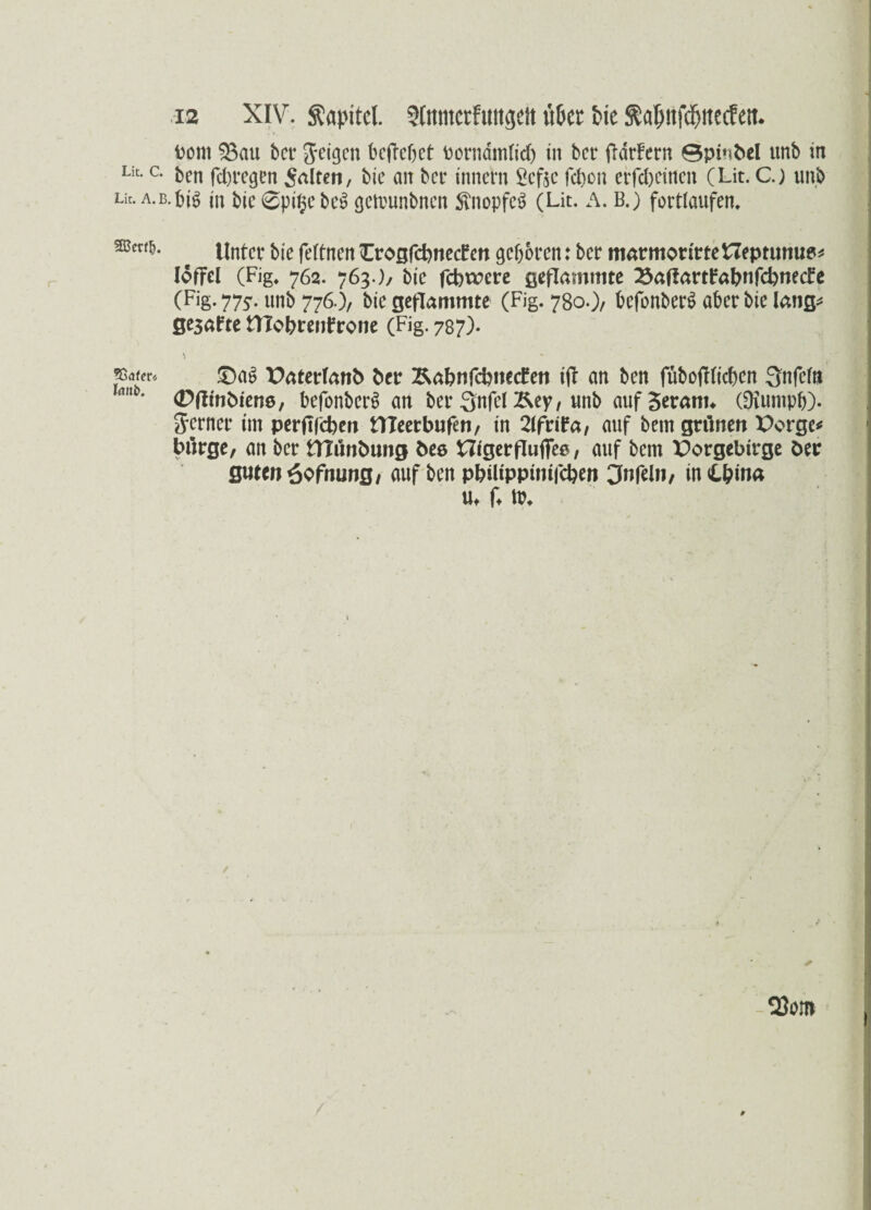 ' 12 XIV. Kapitel. 3(mtictft!iiv]ctt x’t&cr Pie ftaDitfcfjitecfett. tont $$au bet* feigen befielet bornamlid) in ber fldrfcrn ©pinbel utib in Lit*c- ben fd)regen Selten, bie an ber innern £efte fetjon etfd)eitten (Lit. C.) unb Lit. a.b.bi$ in bic 0pi$ebe$ getimnbnen 5tnopfeö (Lit. A. B.) forttaufen» mu^ * Unter bie fettnen Crogfcbnetfcn geboren: ber marmorirteHeptunu9* löffel (Fig, 762. 763.)/ bie febtocre geflammte #affartfabnfcbnec£e (Fig. 775. unb 776.)/ bie geflammte (Fig. 780.)/ befonbers? aber bie lang* ge3afte HTobteitfrone (Fig. 787). \ pafm £5a$ Vaterlanb ber &abnfcbnc<fen t(l an ben fubofidicben 3nfefn (Pflinbiens, befonberS an ber 3nfel Äey, unb auf gerann (SKumpb). ferner im perftfeben tTXeerbufen, in 2lfrira, auf bem grünen Vorge* bürge, an ber tTZünbung bee HigerflufiTefc, auf bem Vorgebirge ber gutcn6ofrmng, auf ben pbüippinifcben jnfeln, inibina Ut f. ttn
