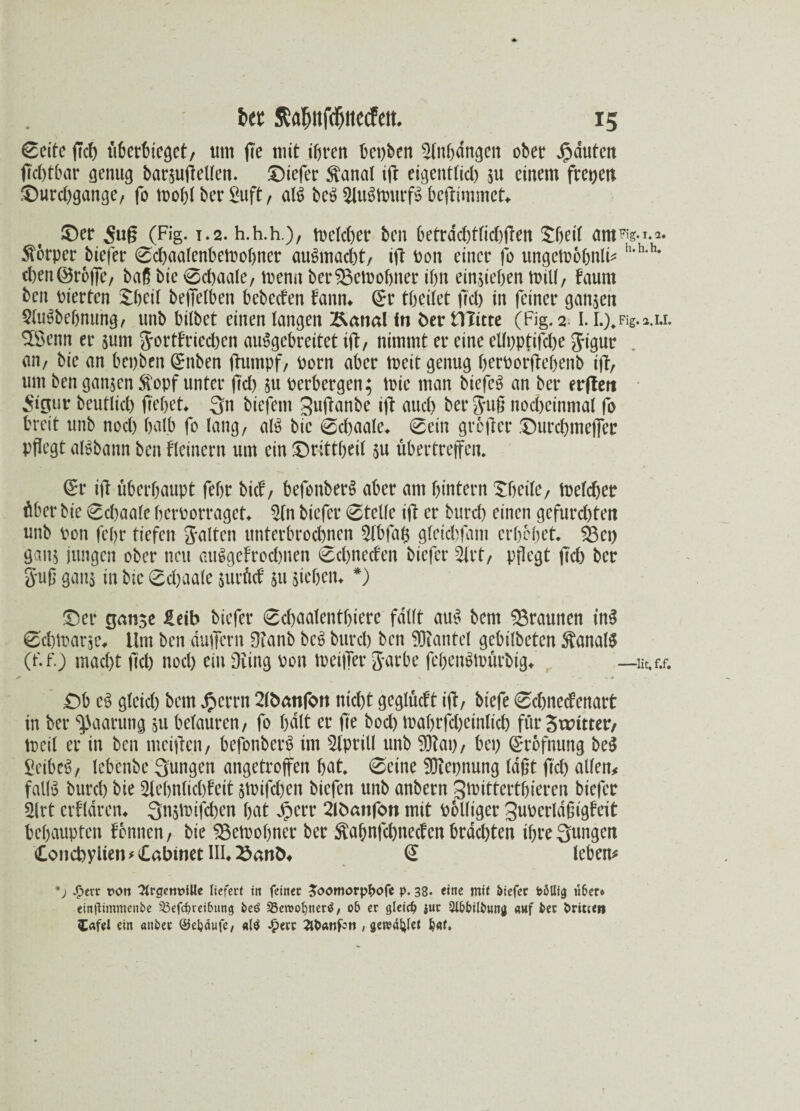 0eite fleh uberbieget, um fle mit töten bepben Dlnhdngen ober Rauten frebtbar genug barjutfellen. tiefer $anal ift eigent(icl) su einem freien ®urd)gange, fo trot)lber£uft/ al$ beS 2lu3tt>urf$ beftimmet, ©er 5ug (Fig. 1.2. h.h.h.)/ VDctcöer ben öetradt)tndf)flen £heil ant^g.1.2. Körper biefer 0cbaalenbelt)obner auSmacbt/ ift Pon einer fo ungetrbbnlü h,h'h# eben ©rege, baß bie 0d)aale, menn berD3eii)obner if)it einsieben tt>iU, faurn ben Pierten £beil befielben bebeden bann, Orr tbeilet frei) in feiner ganzen 2lu6bebnung, unb bitbet einen langen Äanal in ber Hütte (Fig. 2. I. I.)* Fig. 2.1.1. $Senn er sum ^ortfriedben auSgebreitet ift, nimmt er eine ellpptijcbe Jigur an, bie an bepben ©nben ftumpf, Porn aber meit genug berporflepenb ifl, um ben ganzen Stopf unter fiel) 311 perbergen; tric man biefcS an ber erfleri 5igur beutltcl) flehet, Qn biefem JJuflanbe ift aud) berjug nod)einmal fo breit unb nod) halb fo lang, als bie 0d)aale, 0ein greller ©urebmeffer pflegt aBbann ben Keinem um ein ©rittöeit 3U übertreffen* ©r ifl überhaupt feijr büf, befonberS aber am hintern ‘Sbetle, meldjer Aber bie 0d)aale berporraget, Din biefer 0telle ift er burd) einen gefurchten unb Pott fepr tiefen Salten unterbrodmen Dlbfab gleicbfam erhöhet, D3ep gan; jungen ober neu auSgefrodpten 0d)neden biefer 2lrt, pflegt fid) ber 3*uß gan3 in bie 0d)aale surüct 31t sichern *) ©er ganse iletb biefer 0d)aalentbierc fallt auS bem braunen inS 0d)tparse# Um ben -duffem Oianb be§ burd) ben kantet gebilbeten Kanals (t'.f.) mad)t ftd) nod) ein Düng pon irriger Jarbe febenStrürbtg, —ik,f.f. £)b eS gleich bem Jpertn 2lbanfon nicht geglüeft ifl, biefe 0chnedenart in ber Paarung 3U betauten/ fo halt er fle bod) irabrflbeinltcb für 3trutter, treil er in ben meiflen, befonberS im Dtprill unb D)?ap, bei) ©rofnung beS £eibeS, lebenbe jungen angettoffen hat, 0eine Dftepnung lagt fid) allen* falls burd) bie Dlebnlidfleit 3lPifd)en biefen unb anbern Strittertlfleren biefer Slrt erfldren, Snstoifcben hat Jperr 2lbanfon mit Polliger guperldgigfeit behaupten tonnen, bie SBetrobner ber Sajjnfcbnecfen brachten ibreSungett Concbylien*Cabinet III,£anö* (£ lebem *j fxn von 21rgctn>Ule liefert in feinet ^oomorp^ofe p. 38- eine mit öiefer feäUig ufeet« einftimmenbe £5efcferei&itng i>e£ $8en>ofener$/ 06 er gleich iuc Slbbilbung awf iec fcmicn Cafel ein «ttfcee ©efeaufe/ «1$ £ett 2l&anfon , gewatet fear.