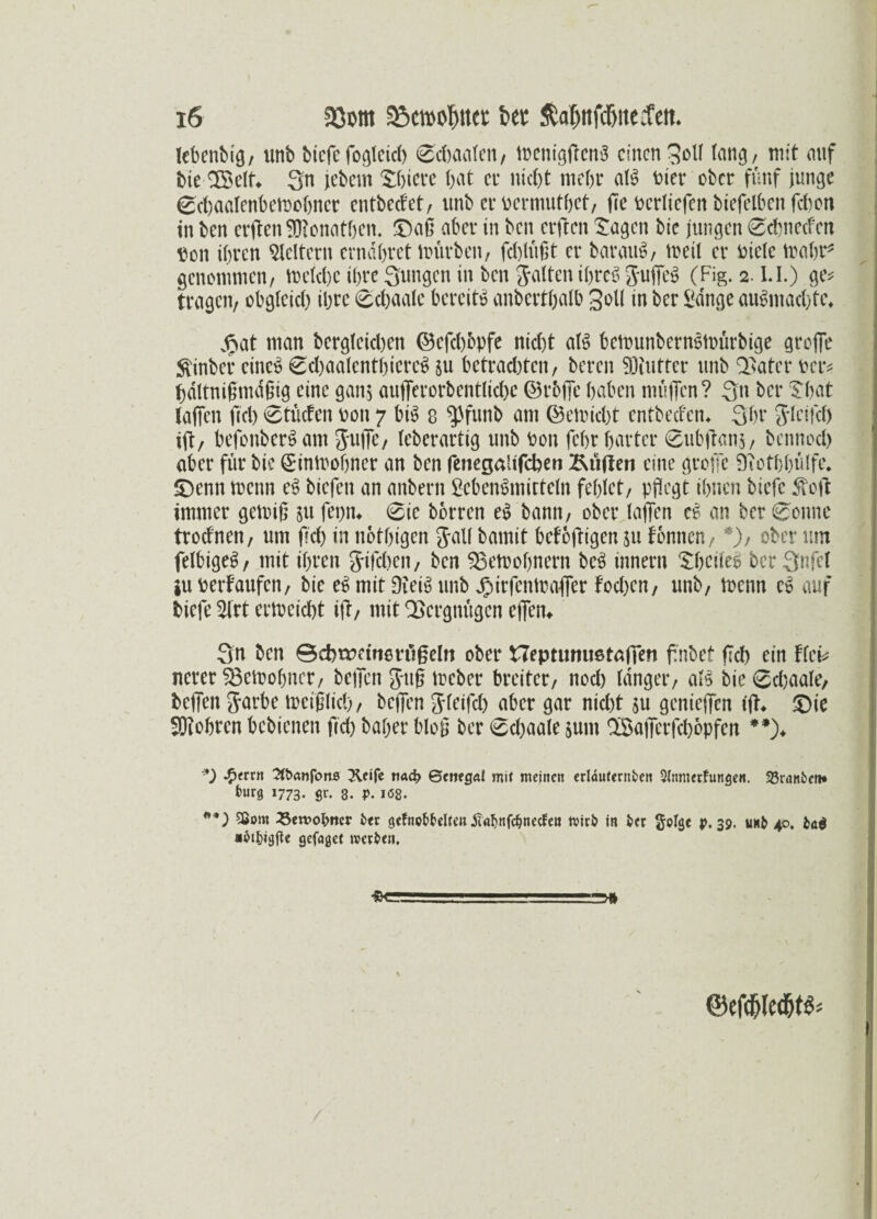 lebenbiö/ unb biefe fogletch ©chaalen, trenigffcng einen 3c>H lang, mit auf bie $©elt* Sn jebem S&iere bat er nicht mehr aig Pier ober fünf junge 0chaalenbetrobner entbeefet, unb er permutbet, (Te Perliefen btefelben febon in ben erftenSWonatben. £)afl aber in ben erften Sagen bie jungen 0chnecfen pon ihren keltern erndbret mürben, feblüflt er baraug, tretl er Diele trabt? genommen, trelcbc ihre Sungen in ben Ratten ibreg Suffeg (Fig. 2.1.I.) ge? tragen, obgleich ibte 0cbaale bereit» anbertbalb Soll in ber &dnge au$mad)tc* „fiat man bergteichen ©efd)5pfe nid)t aig betrunberngtrürbige groffe $inber eine» 0d)aalentbtereg ju bctrad)tcn, bereu 93iuttcr ttnb QSatcr teer? hdltniflmdflig eine gan$ aufferorbentlichc ©rbffe haben muffen? 3» ber Sbat laffen fiel) ©tücfen Don 7 big 8 ^Jfunb am ©etricht entbeebem Sbr ^yletrcf) iff, befonbergatn Suffe, leberartig unb Pon febr harter 6ubft«n$, bennoch aber für bie ©introbner an ben fenegalifchen 2\ffffen eine groffe Dtothbülfe* £)enn trenn eg biefen an anbern £ebengmicteln fehlet, pflegt ihnen biefe $off immer getrifl 51t fepm 6ie borren eg bann, ober laffen ee an ber 0onne trodnen, um fleh in notbtgen Jall bamit befofligen ju fonnen, *), ober um felbigeg, mit ihren Jifcben, ben SBetrobnern beg innern Sbeiteg ber Snfel iu perfaufen, bie eg mit Steig unb Jpirfentrafier Fod)en, unb, trenn eg auf biefe 2irt ertreicht iff, mit Vergnügen offen* Sn ben ©chtra'nevfiffeln ober Heptunußtaffen flnbet fleh ein Fiel? nerer $3etrobner, beffen Jufl treber breiter, nod) langer, aig bießchaale, beffen Sarbe trcifllid), beffen Jleifch aber gar nid)t $u genieffen iff* £)ie SOiobren bebienen fid) ba&er blofl ber 6d)aale &um QLBafferfehopfen **)♦ *) -£errn 2fl>anfottÄ Keife nad? Senegal mit meinen erläuternden Slnmerfungen. 33randen* kutÖ I773* $r. 8. P- iö8. **) Sßorn 35en?ot)ncr der gefnoddelteu .STadnfcdnecfett wird in der §ol<jc p. 39. und 40. tat gefaget werden. •8« @efcdled)t&