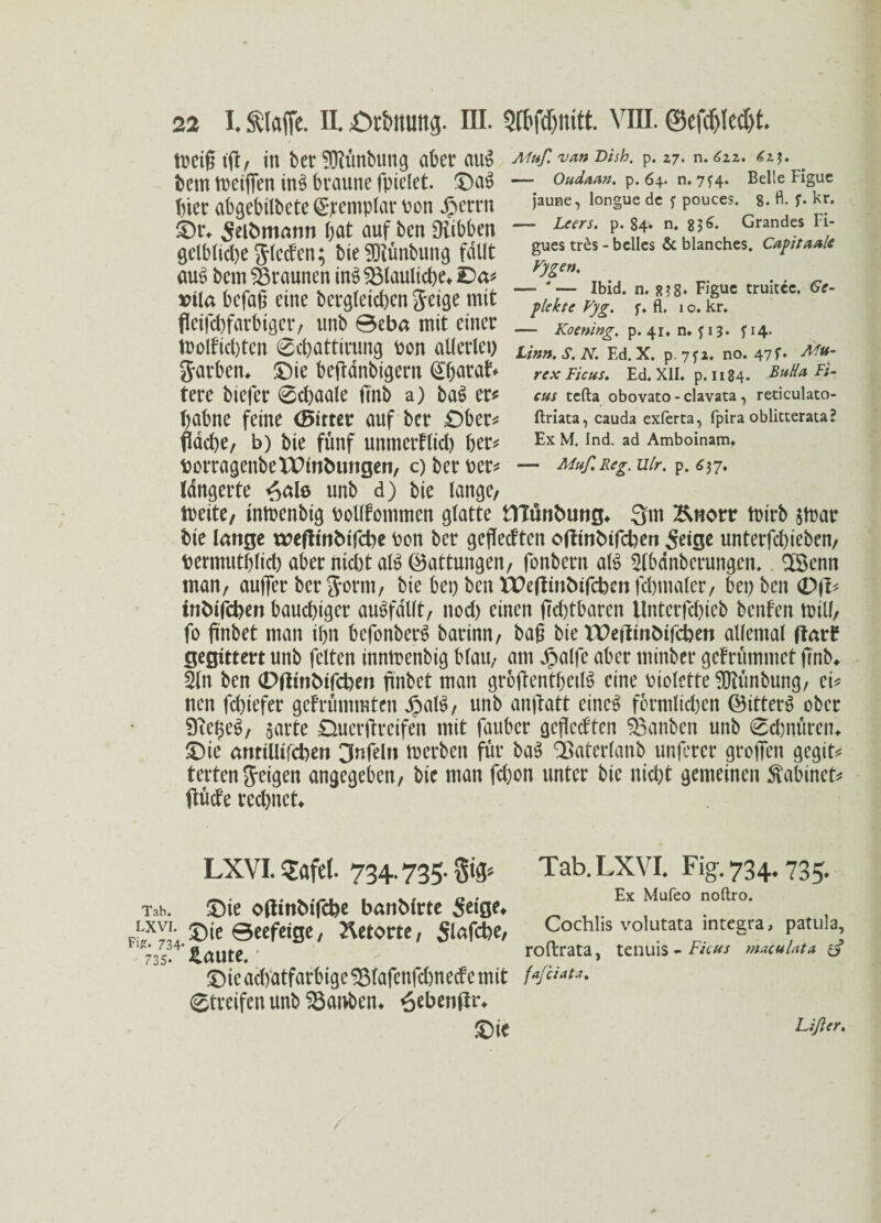 toeifhfl, in ber SOiunbung aber au$ feem tneifien in£ braune fpiclet. ©a£ hier abgebilbete ©cemplar ton Jperrn ©r* Selbmann bat auf feen Oiibben gelbliche Jleden; bieSRünbung fallt au$ feem braunen inS bläuliche* £)a# bila befag eine begleichen Seige mit fleifchfarbiger, unfe ©eba mtt einer trolficbten 0chattirung pon allerlei) Jarbetu ©ie befldnbigern (Sfearat tere feiefer 0chaale finfe a) fea$ er* babne feine (Bitter auf feer £)ber* flache, b) feie fünf unmerflicl) her* borragenfeeXPmbimgen, c) feer per* lungerte ^ate unfe d) feie lange, treite, inmenfeig Pollfommcn glatte tnünbung* 3m Knorr tmrb jtrar feie lange treffmbifcbe pon feer geflecften otfmbtfcben Setge unterfcl)iefeen, bermutblich aber nicht atö (Gattungen, fonfeern al$ 5(bdnfeerungcn. SBenn man, aufler berjorm, feie bei) feen tPeftinbifcbcnfchmaler, bei) feen (D\b tnbifcben bauchiger auSfdllt, nod) einen Achtbaren Unterfd)icfe feenfen toiU, fo ftnfeet man ihn befonberS fearinn, feag feie TPetfmöifcben allemal ffar£ gegittert unfe feiten inntuenfeig blau, am Jpalfe aber minfeer gefrümmet finfe* 3(n feen 0fiinfeifcben ftnfeet man groftentbctlt? eine biolette ^Diünfeung, ei* ncn fchiefer gefrümmtcn JpalS, unfe anftatt eiltet formlidjen ©itterS ofecr Dieses, $arte £merftretfen mit faubcr geflcdtcn Sßanfecn unfe Schnüren* ©te antiUtfchen 3nfeht tuerfeen für ba6 QSaterlanfe unferer groficn gegit* terten feigen angegeben, feie man fd)on unter feie nicht gemeinen Stabinct* flüde rechnet Muß van Dish. p. 27. n. 622. 62$. — Oudaan. p. 64. n. 7^4. Belle Figue jaune, longue de y pouces. 8. fl. f. kr, — Leers. p. 84« n. 836. Grandes Ei¬ gnes tr&s - bclles & blanches. Capitaale Vygen, — '— Ibid. n. f? 3 8* Figue truitec. Ge¬ piekte Vyg. y, fl, x o. kr. — Koening. p. 41, n.yi?. 5T4. Linn. S. N. Ed. X. p. 7fi. no. 47 f. Mu- rex Ficus. Ed, XII. p. 1184. Bulla Li¬ ens tefta obovaco - clavata , reticulato- ftriata, cauda exferta, fpira oblicterata? Ex M. Ind. ad Amboinam, — Muß. Reg. Ulr. p. 637. LXVI.$afe(. 734-735-S'S5 Tab. ©te otfinbifebe banbirte Seige* FiiJm.®*6 ©eefeige, Ketorte, Slafcbe, ‘735. iaute. • ©ie achatfarbige 25fafenfcbnecf e mit Streifen unfe 33at>ben* 6ebenflr* ©ie Tab.LXVI. Fig.734.735. Ex Mufeo noftro. Cochlis volutata integra, patula, roftrata, tenuis•Ficus ?naculata fajctatJ. Lißer.