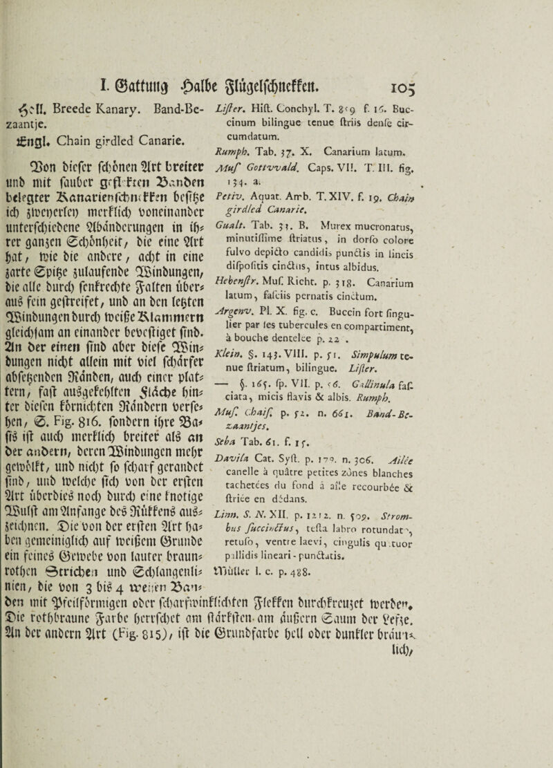 I. ©attwtg ßal&e glugelfdjneffat. zaantje. £ngu Chain girdled Canarie. Q3on bicfcr fd}6nen 5lrt breiter unb mit fauber gcflfmi 23anbeti belegter ÄanarienfitmfFen befifse ich smeperlei) merflid) Poneinanber untcrfd)iebcne Slbdnberungen in ifc rer ganzen 0d)6nbeit, bic eine 2(rt bat, toie bie anbere, aebt in eine Sarte 0pif$e sulaufenbe 'SBinbungen, bie alle bnrd) fenfreebte galten über* au£ fein gejlreifet, unb an ben testen SBinbungenburcb toeiße Klammern gleid)|am an einanber beteiliget ffnb. 2ln ber einen finb aber bt'efe $Btn* bungen nicht alfein mit tiel fd)drfer abfe^enben Dxdnbcn, aud) einer plat* tern, fajl auSgefeblten Si^cbe bim ter biefen fornid)ten Dxdnbcrn Perfe* ben, 0. Fig. 816. fonbern ifjre 53a# ftö ift auch merflid) breiter al$ an ber anbern, berenlBinbungcn mehr gctoMft, unb nicht fo fcharf geranbet finb, unb melcbe fid) pon ber erfien 2lrt überbieS nod) burd) eine fnotige IBuljl am Anfänge besiftüffenS au$# 5t'id)ncn. £)ie Pon ber erfien 5irt ba* ben gemeiniglich auf tteißeni ©runbe ein feinet ©emebe Pon lauter braun# rotben 0tricben unb 0cl)langenli# nica, bie Pon 3 bi@ 4 weifen 23an* IO cinum bilingue tenuc ftriis denfe cir- cumdatum. Rumpb. Tab. $7. X. Canarium latum. Muß Gottwald. Caps. VI!. T. III. fig. 154. a. Petiv. Aquat. Arrb. T.XIV. f. 19. Chat» girdled Canarie, Gualt. Tab. 5?. B. Murex mucronatus, minudfiime ftriatus, in dorfo colore fulvo depido candidis pundis in lineis difpofitis cindus, intus albidus. Hebenßr. Mufi Rieht, p. 51«. Canarium latum ^ fal'ciis pernatis cindum, Argenv. PI. X. fig. c. Buccin fort fingu- lier par les tubercules en compartiment, ä bouche dentelce p. 2.2 . Klein. §. 143. VIII. p. yi. Simpulum te- nue ftriatum, bilingue. Lißer. — $. itfy. fp. VII. p. Gullinula faC ciata, micis flavis & albis. Ritmph. Muß. chaiß, p. fz. n. 661. Band-Be- zaxntjes, Seba Tab. 61. f. 1 f. Davila Cat. Sylt. p. 179. n. 306. Ailce canelle a quätre petites zdnes blanches tachetees du fond ä ai!e recourbde & ftriee en didans. Lin». S. N. XII. p. izr2. n. fo?. Strom¬ bits ßuccinLlus^ tefta labro rotundat', retufo, ventre laevi, cingulis qu .tuor pdlidis lineari- pundatis. tYjüUer 1. c. p. 488. ben mit $>fei(formigen ober f:harfunnffichfen ftfeffen burchfreujet tperbe^ £ie retbbraune Jarbe berrfd)ct am ßdrfjlemam äußern 0aum ber Bene. 5ln ber anbern 5irt (Fig. 8*5)/ itf bie ©nmbfarbc bell ober bunfler brdtm lieb/ ui