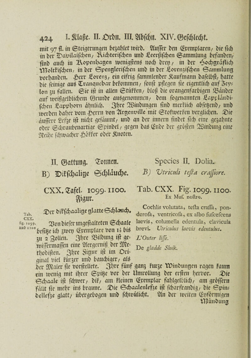 mit 97 fl. in ©teigerungen besagtet tt>trb. Slufler ben ©mnplarett/ Me fl<b in bet* iDatulaifcben/ Äicbtevtfcbe» unb üeerftfcben ©ammlung befanben/ finb auch in I\openl)atjen menigflenS nod) bretj/ in ber <5ocbgrdflid) VUoltfrfcben, in ber ©penglerifcben mib in ber ßoveigtfcbe« ©ammlung potbanben. £ett Äorenj, ein eifrig fammlenber Kaufmann bafelbfl, batte bie fcinige aus Cranquebav befommen/ fonfr pflegen fle eigentlid) auf ocp* Ion in fallen, ©ie ifl in allen ©tüFfeit/ bloß bie orangenfarbigen 23dnber auf meißgelblid)em ©rttnbe ausgenommen/ bem fogenannten-Äappldnbt* fcfcen £appl)ovn dt)nlid). 3bre SBinbuttgen finb merftid) abfegenb/ unb werben habet Pont £errn Pott Ärgetwille mit ©toFmerfen Perglidjen. £fle duffere £cfte ifl nid)t gefaumt/ unb an ber innern flnbet fld) eine gegähnte ober ©traubenartige ©pinbet / gegen bas <$nbe ber grbften QBminmg eine 3teibe fchmaeher £5FFer ober knoten. II. ©attung. dornten. B) ©ifftfoalige ©tf)ldu$e. Species II. Dolia. B) Vtricuh tefia crajj/ore. Tab. cxx. fig. J099. Mit» 1100 CXX. Sflfcl- 1099-1100. Tab. CXX. Fig'. 1099.1100. $igut. Ex Muf-noftro- Ä ^ t>_ Cochlis volutata, teftacrafia, pon- i»ff4>«altgeglatte 6d>l*td>. derofa) ventricoßl) ex aIbo fllfcel?ens Xcnbieferungeflalteten ©d)aale laevis> coiumeiia edentula, ciavicula befi^eid) gtpep ©remplare Pon il bis brevi* Utriculus laevis edmulus. ju 2 Rollen, 3?)^ Gilbung ifl ge* VOuter Hffe. »ifferaaffen eine Stergcrnig Der jOto De mk tbobiflen. 3bre Stgur ifl un Ort* ginal Piet furjer unb baudflger/ als ber Dealer fle Porflellete. 3bre fünf gang furge VDinbungcn ragen Faum ein wenig mit ihrer ©pi§e Por ber Umrollung ber erflett berPor. £>ie ©ebaale ifl fdjwer/ biF/ ant Fleinen (£remp!ar fahlgelblid)/ am grbfiern fallt fle mehr ins braune. 3>ie ©cbaalenlefge ifl fdtarfranbig/ bie ©piw beließe glatt/ ubergebogen unb fdjwwlidjt. 2(n ber weiten (fpformt'gen tfjunbung