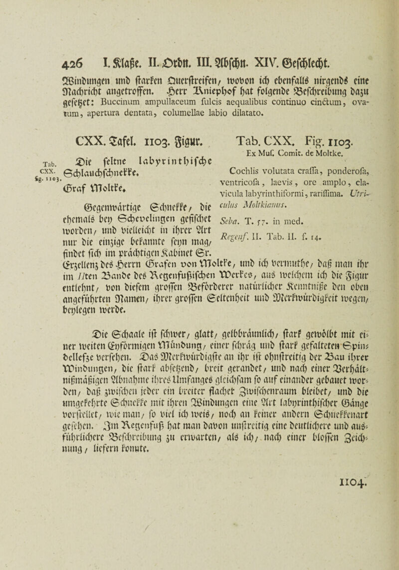 SBinbungen unb ffarFen Oucrflreifen/ mobon icf> ebenfalls nirgenbS eine $nad)rtd)t angetroffen. £err X\mepl)ef bat folgende SSefchreibmtg ba$u gefeget: Buccinum ampullaceum fulcis aequalibus continuo cinclum, ova- tura, apertura dentata, columellae labio dilatato. CXX. 2afel. 1103. gigur. 3)ie feltnc labyvi»tl)ifcfye Ex Muf. Comit. de Moltke. Cochlis volutata crafla, ponderofa, ventricofa, laevis, ore amplo, da- vicula labyrinthiformi, rariflima. Utri- iBraf VTToItt’e^ ©egenwdrtige ©djnefFf/ bie Cllh,s Moitkianus. ehemals bei; ©(bereinigen gefffdiet Seba. T. f7. in med. worben/ unb bielleidjt in ihrer 2(rt f nur bie eitrige bekannte fei;n mag/ e^' ' a ' ’ L r4, ftnbet ftd) im prächtigen juibinet ©r. (Sr^eUen^ beS dberrn (Brafen ron VIToltFe, tmb ich bermuthe/ baß man ihr tm üten 23anbe bee 3\cgenfuf)tfchen VDevtce, aus lbeld)em ich bie Jigur entlehnt/ bon biefetn groffen ^Beforberer natürlicher ibenntniße ben oben angeführten tarnen/ ihrer groffen Seltenheit unb 9&lcvFmürbigFeit wegen/ besiegen werbe. £)ie ©djaale i)l ferner/ glatt/ gelbbrdunlich/ flarf gewölbt mit ei* 11er weiten ©ifformigen tttünbung/ einer fehrdg unb ftarF gefalteten Spin? bcllef$e berfehen. JDaö DJZerFwürbigfte an ihr ift ohnjlreitig ber 23au il;ver TDtnbungen, bie ffarF abfefsenb/ breit geranbet/ unb nach einer Verhalt* nißmdßigen Abnahme ihres Umfanges glcichfam fo auf einanber gebauet wor* beit/ baß jwifchen jeber ein breiter flachet gwifchenraum bleibet/ unb bie umgefehrte SchneFFe mit ihren Xßinbungen eine 2(rt labprinthffdjer ©dnge borfteüet/ wie mail/ fo biel ich weis/ noch an Feiner anbern SchneFFenart gefehen. Sm 2Vege»fuj$ hat man babon unfireitig eine heutigere unb aus* führlichere 5Bcfd;rctbung $u erwarten/ alb uh/ nad) einer bloffen Seid)* nung / liefern Fonute. 1104.