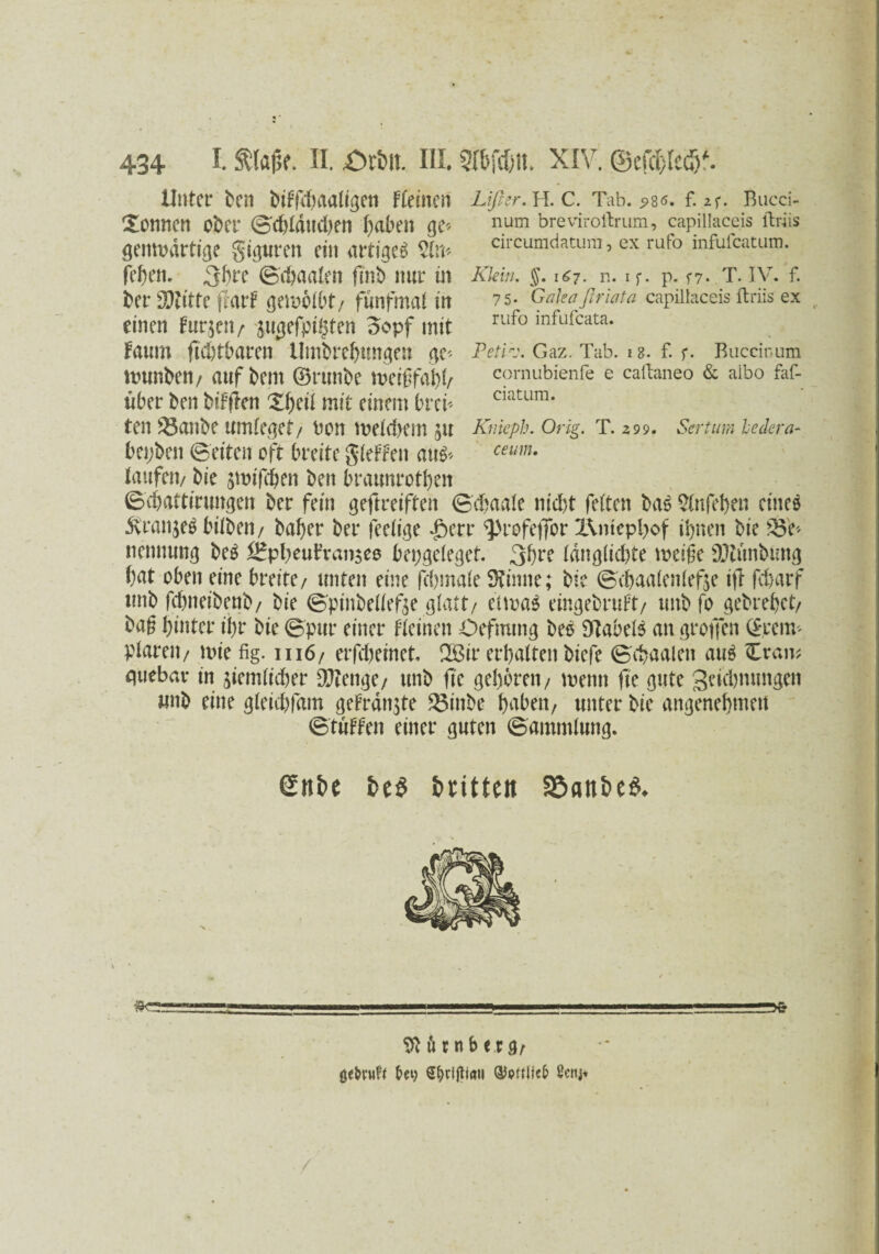 Unter ben biffdjaaligen FCetncn Lißer. H. c. Tab. 5)86. f. zr. Bucci- Xorniett Ober ©d)ldud)en haben ge* num breviroftrum, capillaceis ftriis gemvdrtige giguren ein artiges $(n* circumdatum, ex rufo mfufcatum. feiert. 3bre ©Maaten ftnb nur m Klein. §. 167. n. if. p. *7. T. IV. f. bet* WlittC fmi gemötbt/ fünfmal Itt 75. Galeaßriata capillaceis ftriis ex einen furjetv pgefpi^ten oopf mit rufo mfuicata* faum fic&tbaren Umbrebungen ge* Petiv. Gaz. Tab. 18. f. f. Buccinum munden/ auf bem ©rtmbe Weiffabh cornubienfe e caftaneo & aibo faf- uber ben bifflen X^eii mit einem brei* ciatum* ten 33anbe Umieget/ ben meid>em JU Kntepb. Orig. T. 2 9 9. Sertum heclera- bepben ©eiten oft breite gieren aus* ceum* taufen/ bie junfehen beit braunroten ©ebattirungen ber fein geftreiften ©djaate nid)t feiten baS Stnfeben eines Oranjes bitben/ baber ber feeiige £err ^rofeffor l\mepl>of ihnen bie S5e* nennung beS *Hpbeutran$ee bepgeleget. 3bre tdng(id)te weife DJtunbtmg bat oben eine breite/ unten eine febmate kirnte; bie ©taatentefje i|T febarf unb ftbneibenb/ bie ©pinbeliefte glatt/ etwas eingebruft/ unbfo gebrebet/ ba§ hinter ihr bie ©pur einer Keinen Öffnung beS Nabels an greifen ©reim piarett/ wie fig. 1116/ erfdjeinet. 2Bir erhalten biefe ©ebaaleit aus Cran; quebav in jiem(id)er Stenge/ unb fte gehören/ wenn fte gute getebnungen unb eine gteid)fam getraute 23ittbe hnbett, unter bie angenehmen ©tuffen einer guten ©ammtung. Snbe be$ brüten 35anbe& Nürnberg/ geh’«?! &ei) S^rtfliaii Qtanlicfc ßenj*