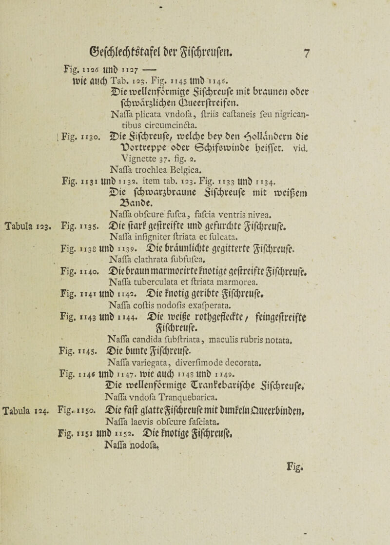 \ Tabula 123. Tabula 124. Fig. 1126 unb 1127 — UUC fltld) Tab. 125. Fig. 1145 Utlb 114(5. HDtevuellenformtcje Sifcbreufe mit braunen ober fcbiuav$Ucben (Tiueerftveifen. Nafla plicata vndofa, flriis caftaneis feu nigrican- tibus circumcincta. I Fig. 1130. 3Die Sifcb^eitfe, welche bcp ben ^»olldnbern bic T)ortreppe ober Gcbtfsivtnbe beiffct. vid. Vignette 37. fig. 2. Nafla trochlea Belgica. Fig. 1131 Unb 1132. item tab. 123. Fig. 1133 Unb 1134. 3Dte fcbwarsbraune Stfcbreufe mit meinem 23anbe. Nafla obfcure fufca, fafcia ventris nivea. Fig. 1135. £)ie ftarf gejlreifte unb gefurchte gifcbreufe. Nalfa infigniter flriata et fulcata. Fig. 1138 unb 1139. £)ie brdunlicbte gegitterte 5tfcl;rcufe. Nafla clathrata fubfufca, Fig. 1140. £)te braun marmorirte f notige geftreifte giftbreufe. Nafla tuberculata et flriata marmorea. Fig. 1141 unb 1142. £>ie fnotig geribte gifdjreufe* Nafla coflis nodofls exafperata. Fig. 1143 unb 1144. £)te weige rotbgeflecfte / feingeflreiftc gifcbreufe. Nafla candida fubflriata, maculis rubris notata, Fig. 1145. £)ie bunte gifcbreufe. Nafla variegata, diverfimode decorata. . - Fig. 114* unb 1147- tute aud) jms unb 1149. 3Dte ruellenformtgc Craiflebarifcbe 5ifcbeeufe* Nafla vndofa Tranquebarica. Fig. 1150. 5)ie faft glattegifcbreufe mit Dunfein Oueerbinben, Nafla laevis obfcure fafciata. Fig* 1x51 unb 1152. £)ie fnotige gifcbmtfe» Nafla nodofa.