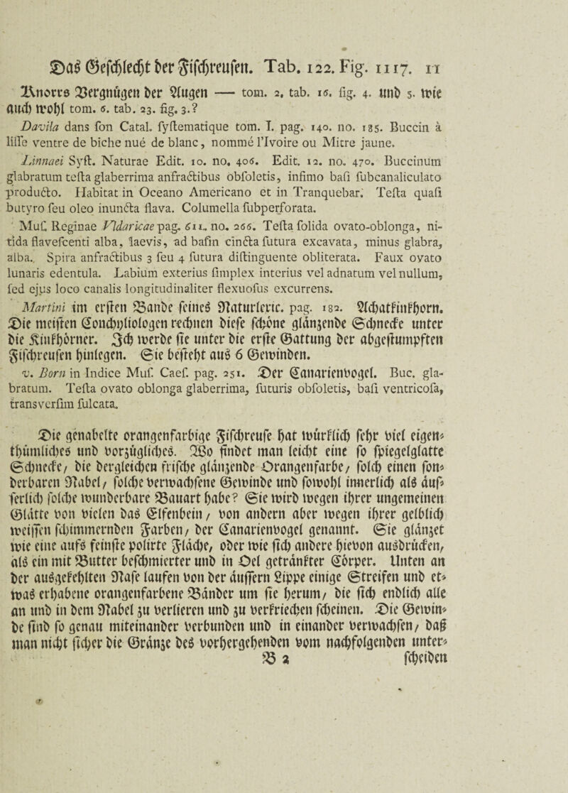 l\notT6 Vergnügen ber Slugen — tom. 2. tab. 15. fig. 4. unb 5. wie flud) tl'Ohl tom. 6. tab. 23. fig. 3.? Davila dans fon Catal. fyftematique tom. T. pag. 140. no. rss. Buccin ä lifle ventre de biche nue de blanc, nomme flvoire ou Miere jaune. LÄnnaei Syft. Naturae Edit. 10. no. 40«. Edit. 12. no. 470. Buccinum glabratum tefla glaberrima anfradbibus obfoletis, infimo bafi fubcanaliculato produ&o. Habitat in Oceano Americano et in Tranquebar.' Telia quafi butyro feu oleo inundta flava. Columelia fubperforata. MuC Reginae Fldarkae^g. no- 205. Teflafolida ovato-oblonga, ni¬ tida flavefeenti alba, laevis, ad bafm cln&afutura excavata, minus glabra, alba., Spira anfractibus 3 feu 4 futura diftinguente obliterata. Faux ovato lunaris edentula. Labium exterius fimplex interius veladnatum velnullum, fed ejus loco canalis longitudinäliter flexuofus excurrens. Martini im erflen 33anbe feinet Sftaturlepie. pag. 182. SlchatFinthom. £)ie meiften SottdwlioJoge« rechnen biefe fchbne glänjenbe ©chnede unter bie jvinFhbrner. 3$ werbe fie unter bie erfle ©attung ber abgejtumpften gifchreufen hinlegen. ©ie befteht au$ 6 ©ewinben. v, Bornm Indice Muf. Caef. pag. 251. .^er QanarienbOgCl. Buc. gla¬ bratum. Telia ovato oblonga glaberrima, futuris obfoletis, bafi ventricofa, transverfim fulcata. £>ie genabelte orangenfarbige gifdweufe bat tnurFlid) fehr biel eigen* tl)iunlid)eo unb borjüglidjeo. 2ßo ftnbet man leid)t eine fo fpiegelglatte ©ehneefe/ bie bergleidjen frifche gldnjenbe Orangenfarbe/ folch einen fon* betbaren DTabel/ folcheberwachfene ©ewinbe unb fowohl innerlich als auf* ferlid) folche nnmberbare 33auart habe? ©ie wirb wegen ihrer ungemeinen ©Idtte bon bieten baS ©Ifcnbeiit / bon anbern aber wegen ihrer getbtid> weiften fchimmernben garben / ber (Sanarienbogel genannt, ©ie gldnjet wie eine aufs feinfle polirte glddje, ober wie ftch anbere hiebon auSbrücfeit, atö ein mit Butter befchmierter unb in öel getrdnFter Körper. Unten an ber ausgefehlten 9lafe laufen bon ber duffem Sippe einige ©treifen unb et* wa$ erhabene orangenfarbene 33dnber um fie herum/ bie fich enblid) alle an unb in bent Sftabel ju berlieren unb ju berfriechen fcheinen. .©ie ©ewin* be fmb fo genau miteinanber berbunben unb in einanber berwachfen/ ba§ man nicht jlcher bie ©ranje beS borhergehenben bom nachfolgenben unter* 33 % fd;etben