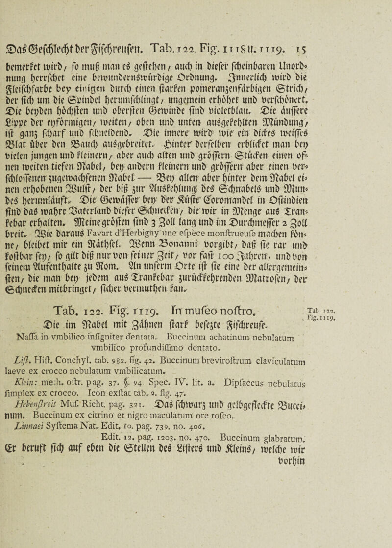 bemerkt wirb/ fo mu§ man c$ geflcbcn / aucl> in biefer fcheinbaren llnorb* nung herrfdiet eine bewunbernöwurbige Orbnung. 3nnedi$. wirb bie gicifd)farbe bey einigen burd) einen fiarfen pomeran$enfdrbigen ©trid)/ ber fleh um bie ©pinbel herumfd)(ingt/ ungemein erbebet unb berfd)bnert. £>ie bepben hbd)flen unb oDerfre« ©ewinbe fi'nb v>ioletb(au. £)ie duffere Sippe ber einförmigen/ weiten/ oben unb unten aträgeFeblten DJZünbung/ ift ganj fdjarf uub febneibenb. 3)ie innere wirft wie ein biefeö weiffeS 23lat über ben 25aud) au^gebreitet. Jbinter berfelbeu erbtiefet man bei; Dielen jungen unb f(einem/ aber aueb alten unb grbffern ©tmfen einen of* nen meiten tiefen 3Tabel, bet; anbern fleinern unb grojTerir aber einen Der* fd)lo|Teneupgemad)fenen Dlabel— S3et; allen aber hinter bemSiabel ei* nen erhobenen QSuljl/ ber big jur AusFehlutig; beS ©dntabetö unb ffltuit* be$ berumlduft, £)ie ©ewdffer ben ber Stifte’ (üforomanbel in Ofrinbien ftnb baö wahre 33aferlanb biefer ©dweefen/ bie wir in DJtenge au$ Xran* febar erhalten* SDieinegröften ftnb 3 Soll lang unb im ^Durdjmeffer 2 Sott breit.- 2ßie barauö Favart d’Herbigny une efpece monftrueufe machen Fon* ne/ bleibet mir ein SHätbfel. 2Benn Genannt borgibt/ ba# fie rar unb FojTbar fei;/ fo gilt biü nur Don feiner Seit/ bor fdft 100 Sehren, unb Don feinem Aufenthalte 31t 9fom. An unferm Orte ift fle eine ber allergemein* (len/ bie man bei; jebem au$ Xranfebar jurueffehrenben DJtatrofen; ber ©ehneefen mitbringet/ ftd)er bermuthen Fan. Tab. 122. Fig. n 19. In mufeo noftro. • £>ie im 0?abel mit Suh»en jtarF befejte Sifchreufe. Naflliin vmbilico infigniter dentata. Buccinum achatinum nebulatum vmbilico profundiflimo dentato. Lift. Hifi. Conchyl. tab. 982. fTg. 42. Buccinum breviroftrum claviculatum laeve ex croceo nebulatum vmbilicatum. Klein: merh. oftr. pag. 37. §. 94. Spec. IV. lit. a. Dipfaccus nebulatus fimplex ex croceo; Icon exftat tab. 2. fig. 47. Hebenßreit Muf. Rieht, pag. 321. £)a£ fchwarj Ullb gclbgcfTecfte $Buech num. Buccinum ex citrino et nigro maculatum ore rofeo.. Linnaei Syftema Nat.. Edit,. fo. pag. 739. no. 405. Edit. 12. pag. 1203. no. 470. Buccinum glabratum. gr Uruft fiel; «uf eben bie ©teilen be$ Siflerä unb Äleinä/ meicfte mir tmrfjin