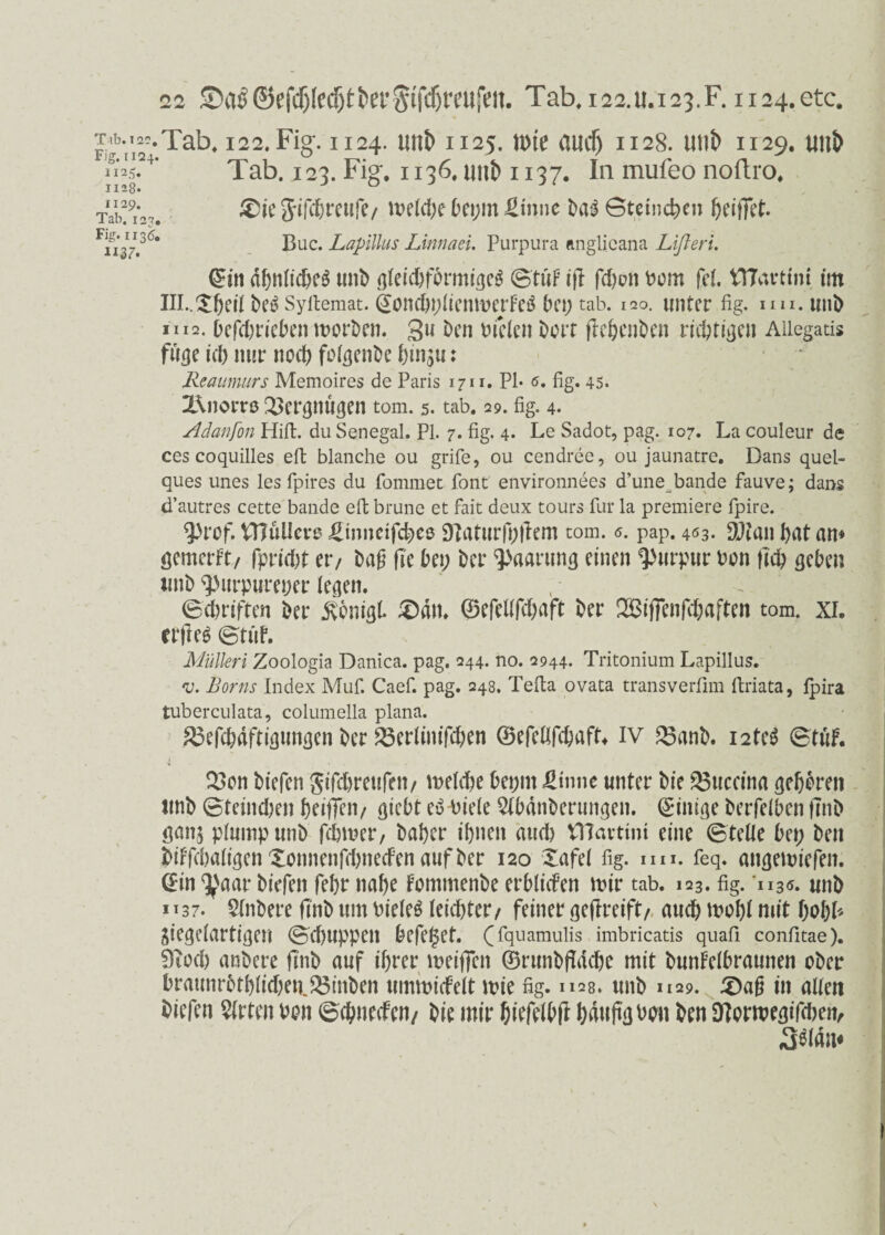 --Tab, 122. Fig. 1124. unD 1125. tute audj 1128. uttb 1129. utt& Ä4?4‘ Tab. 123. Fig. 1136. unD 1137. In mufeo noftro. 1128. 0 Tah!9!*^. ®ie ftifcbreufe/ welche beprn £m»e Das Gteincben beiffet. Fii37.36* Buc. Laplllus Linnaei. Purpura anglicana Lißeri. (£in ähnliches tmb flletd&fdrmtcjeö ©tüF ifi fcbon bom fei. tTLu-tim im IIl..^6eit beö Syrtemat. ^ondtpdcnmerFcö bet; tab. 120. unter fig. uu.inib 1112. Defcbrieben worben. gu Den bi eien Dort jlebenben richtigen AUegatis fuge id) nur noch folgetibe binju: Reaumurs Memoires de Paris 1711. PI* 6. fig. 45. Z\norrß Vergnügen tom. 5. tab. 29. fig. 4. Adanfon Hifi:, du Senegal. PI. 7. fig. 4. Le Sadot, pag. 107. La couleur de ces coquilles eft blanche ou grife, ou cendree, ou jaunatre. Dans quel¬ ques unes lesfpires du fommet Pont environnees d’une bande fauve; dans d’autres cette bande efi: brune et fait deux tours für la premiere fpire. 9>rof. Vnuücvo £mnctfcbeß 93atur|l;ftem tom. s. pap. 403. DJfatt hat am flemerfty fpridöt er/ Daß fTc bet; Der Paarung einen Purpur bon (Ich geben imb $urpuret;er legen. ©cbriften Der ivonigh £)ätt. ©cfellfchaft Der Q2$ij]enfchaften tom. XL crfleS ©tüF. Müllerl Zoologia Danica. pag. 244. no. 2944. Tritonium Lapillus. v. Borns Index Muf. Caef. pag. 248. Telia ovata transverfim firiata, fpira tuberculata, columella plana. £3efcbäftigungen Der 23erlinifcben ©efefifcbafL iv 23anb. i2teS ©tuf. Z>on Diefen gifcfereufen/ welche bet;nt fiinne unter Die Puccina geboren ttnD ©teind;en heilten/ giebt eS biele Slbänberungen. (gütige Derfeiben |TnD Sans plump unD fchwer, Daher ihnen auch VHavtim eine ©teile bet; Den DiFfchaligen Xonnenfdmecfen auf Der 120 Xafel fig. im. feq. angemiefen. (£in ^aar Diefen febr nabe FommenDe erblitfen tbir tab. 123. fig. 'h3ö. unD 1137. Slnbere finD tun bieleS leichter/ feiner geflreift/ auch mobl mit bohl* Siegelartigen ©d)uppett befe^et. (Tquamulis imbricatis quafi confitae). 9Tod) anDere ftnb auf ihrer weiften ©runbftäcbe mit DunFelbraunen ober braunrDtblid)en.S3inben umwicfelt wie fig. 1128. unD 1129. £)aß in allen Diefen Wirten bon ©cbnecFcn/ Die mir biefelbft häufig bw Den 9Iom)egifd)etv «S^lan*