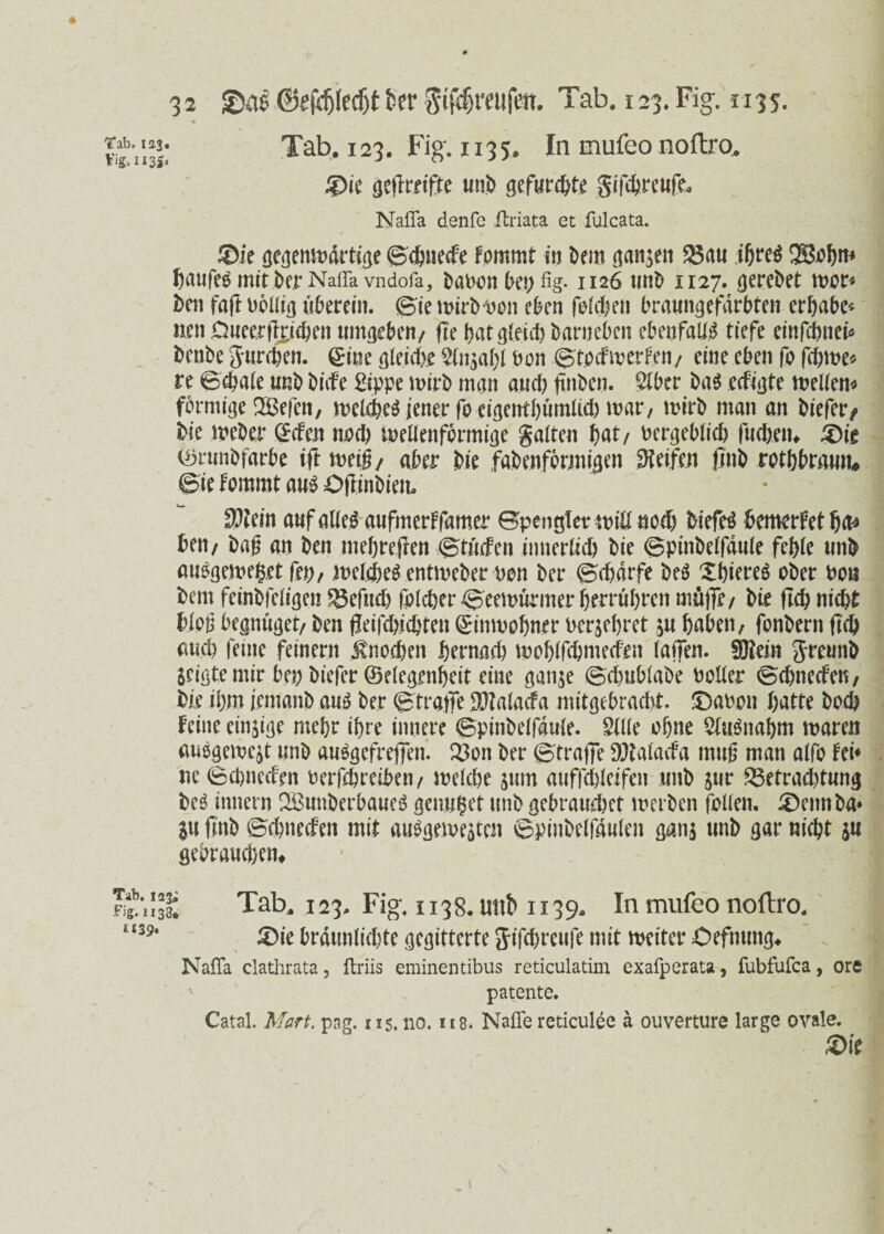 tfig.1131« 32 &e\d)M)tfc?r gifdjraifett. Tab. 123. Fig. 1135. Tab. 123. Fig. 1135. In mufeo noftro. ®ie gcftreiftc unt> gefarmte gifdjreufe. Nafla denfc ftriata et fulcata. Die gegenwärtige Scbnecfe Fommt in Dem ganzen $3au ibre$ Qöobm baufee mit Der Nafla vndofa, Dänen Do; %• 1126 unD 1127. gereDet wor« Den faft oollig uberein. Sie wirDoon eben foicben braungefärbten ergäbe« nen Oueer fliehen umgeben/ fie t>at Darneben ebenfalls tiefe einfebnei* DenDe gureben. ©ine gleiche Stnjabl bon StpeFwerfen/ eine eben fo febwe* re Schate unD Diife Sippe wirb man aud> finben. $ber Das ecfißte weifen* förmige Befen, welches jener fo eigentbümlid) mar, wirb man an Diefer/ Die Weber ©efen nod) wellenförmige galten bat/ uergeblid) fueben* Die ©rtmbfarbe ift weiß/ aber Die fabenformigen Reifen flnb rotbbrmnu Sie Fommt aus OftinDiem SOtein auf alles aufmerFfamer Spengler wiü nod) DiefeS bemerFetba* Den/ Daß an Den mehreren StMen intterlicb Die Spinbelfäule fehle unD auSgemeßet frp, welches entweber Den Der Schärfe DeS XbiereS oDer not* Dem feinbfeligen Befitd) fblcber Seewurmer berrubren müjfr/ Die ftcb nicht bloß begnüget/ Den fleifdjjdjten ©inwobner berühret $u haben, fonDern ftcb and) feine feinem Knochen hernach woblftbmecfen (affen. SSJtein greunb Scigtemir beo biefer ©elegenbeit eine ganje ©d>ub(ai>e Doller ScbnecFen, Die ihm [emanD aus Der Straffe SOZalacfa mitgebracht. Dänen batte Doch Feine einige mehr ihre innere Spinbelfäule. Sille ohne StuSnabm waren auogeme^t unD auSgefreffen. Bon Der Straffe DDtalacFa muß man alfb Fei* ne ScbnecFen nerfebreiben/ welche jum atiffcbleifen unD jur Betrachtung DeS innern BunberbaueS genutet unD gebrauchet werben fallen. Denn Da» SU finb ScbnecFen mit auSgewesten Spinbetfdulen ganj unD gar nicht su gebrautem Tab. 123. Fig, 1138« tmD 1139. In mufeo noftro. Die brdunlicbte gegitterte gifebreufe mit weiter Oefnung. Nafla clathrata, ftriis eminentibus reticulatim exafperata, fubfufca, ore patente. Catal. Mart. png. 115.110.118. Nafle reticulee ä ouverture large ovale. Die 1