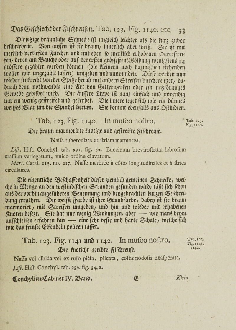 s 2)a^@ef^ecf)tJ)n*0ifcf)reufen. Tab. 123. Fig. 1140. etc. Oiejegige brdunfite Stnedfe ift ungteit leidster aß bie Fur$ juvor Vertriebene. 2>on auflen ift fte braun/ innerfit aber tt>et0. ©ie ifr mit inerFtit vertieften gurten unt> mit eben fo merFtit erhobenen Dticerfrref fen/ beren am fauche ober auf ber erflen grofleftenQBbUumg menigfteiß 14 grbflere gablet merbenjonnen (bie Fieinern not bajmiften ftehenben motten mir ungezählt taflen) umgeben tmbummunben. Oiefc merben mm mieber fenFrett von ber ©pige herab mitanbern©treifen burtcreuget/ ba* burt beim nothmenbig eine 2trt von ©ittermerFen ober ein negfbrmigeS ©emebe gebilbenvirb. Oie dutJcre Sippe ift gan$ einfat unb inmenbig nur ein menig geflreifet unb geFerbet. Oie innere (eget fit mie ein btinneä meifleS 25tat um bie Spinbet herum. ©ie Fommt ebenfatß au$ Oftinbien. Tab. 123. Fig. 1140. In mufeo noftro. .Oie braun marmorirte Fnotige unb geftreifte giftreufe. Nafla tuberculata et ftriata marmorea. Lift, Hift. Conchyl. tab. 991. fig. 52. Buccinum breviroftrum labrofum craflum variegatum, vnico ordine clavatum. Mart. Catal. 115. no. 217. Nafie marbree ä cötes longitudinales et ä ffcries circulaires. Oie eigentfite 23eftaffenheit biefer jtemfit gemeinen ©ebnete/ met* d)e in Stenge an ben meftinbiften ©tranben gefunben mirb/ täfft fit fton au$ ber vorhin angeführten Benennung unb bepgebratten Furien QSeftreb bung erraten. Oie rneifle garbe ift ihre ©runbfarbe/ babep ifl fte braun marmorirt/ mit ©treifen umgeben/ unb hin unb mieber mit erhabenen knoten befe^t. ©ie hat nur menig QBinbungen/ aber — mie man$ bepm aufftteifen erfahren Fan — eine fel)r vefte unb harte State/ mette fit mie ba$ feinfle ©tfenbein pofiren taflet. Tab. 123. Fig. 1141 unb 1142. In mufeo noftro. Oie Fnotitt geribte giftreufe. II42, Naflavel albidavel exrufo pi&a, plicata, coftisnodofls exafperata. Lift. Hift. Conchyl. tab. 939. fig. 34« a. Ccnchy^^fi^abinet IV. 25anb* <£ Klein 1