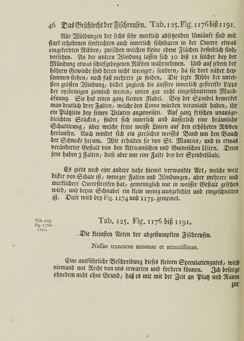 $We Sßolbungen Der fecö^ fehr merklid) abfefcenbeit Umlaufe (Inb mit flarf erhobenen fenkreebten auch innerlich llcbtbaren in Der Dueere etwas eingekerbten Stibbeii/ jwifeben welchen kleine ebene glddjen beftnblicb flnD/ berfeben. 2ltt Der untern Q&inbung taffen fid) 10 big 12 folcber bei; Der SDtunDung etwas fcbiefgebogeneit Hibben wabrnebmen. UnD auf jeDem Der hohem ©ewinbe flnb Deren nicht weniger/ fonbern/ Da fie Dort naher ben* fammen lieben/ noch faft mehrere 311 jtnDen* £)ie lejte Stibbe Der unter* flen grollen Sßinbung/ bilDet $ugleicb Die duffere innerticb geflreifte Sippe Der eiförmigen jiemticb weiten/ unten gar nicht eingefcbmttenen SJtunb* öfnung. ©ie hat einen gan$ kleinen Stabei. Q3et; Der ©pinDel bemerfet man Deutlich Dren galten/ welche Den tone würben Veranlagt haben, ihr ein <piai5lrin beo feinen Meinten anjuweifen. Stuf ganj frifeben unauSge* bleichten ©tuefen/ gnDet ftcb innerlich unD du|ferlicb eine brdunlidje ©ebattirung, über welche feine weiffe Sinien auf Den erhoheten Hibben ^erlaufen. Slucb minDet ftch ein jierlicbeS weiffeS 23anb um Den 23aud) Der ©ebneefe herum. 2Bir erhalten fie Don ©t. Sftaurice/ unD in etwas berdnberter ©eflalt bon Den Slfricanifcben unD ©uineifeben Ufern. ,£)enn jene haben 3 galten/ Diefe aber nur eine gälte bei; Der ©pinbelfdale. ©£ giebt noch eine anbere nahe hiemit berwanbte 2lrt/ welche weit Dicker bon ©cbale ifl/ weniger galten unD Sßinbungen, aber mehrere unD merklichere jöueerfrreifeit hat/ gemeiniglid) nur in weiffer ©eftalt gefeben wirb/ unD bei;m ©cl;nabel ein klein wenig lauSgekeblet unD eingefebnitten ifl* ®ie|e wirD bei; Fig. 1174 unD 1175. gemrinet. Tab. 125. Fig. 1176 1191. ®ic fleinften Sieten 6er «bijefiiimpften Sifefereufen. Naflae tryncatae mininiae et minutilTiraae. ©ine ausführliche 25efcbreibung DiefeS kleinen ©peculatienguteS/ wirb memanb mit Stecht bon uns erwarten unD forbern können. 3cb beforge ohneDem nid)t ohne ©runD/ Dag es mir mit Der Seit an <}Ma($ unD Staunt jur