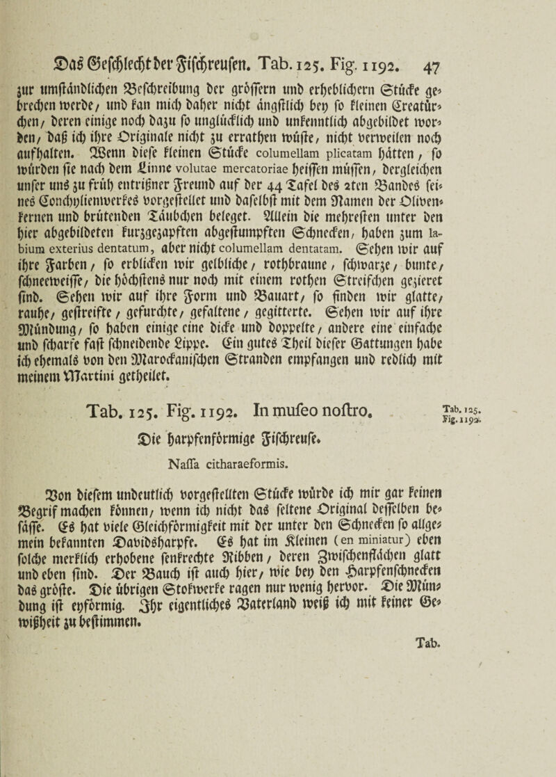 jur lmiftanMidjcn Söcfcbrei&ung bei* grofiern imb erfieblidjern ©tü(fe gt» brechen merbe/ unDFan mid) Daher nid)t dngftlid) bet) fo fleinen Qreatür* eben/ Deren einige nod) t)aju fo unglücFlich unD unFenntlich abgebilbet mor* ^cii/ t>aß ich ihre Ordinale nid)t $ti erraten müfte, nic6t bermeilen nod) Auf galten. fEßenn biefe Fleinen ©tücfe columeiiam plicatam Ratten , fo mürben fte nad) Dem tone volutae mercatoriae beiffen muffen, bergleidjen unfer uns ju früh entrifner Jreunb auf Der 44 Xafel DeS 2ten 23anbeS fei« neS (SoncbplienmerFeS borgejlellet unD bafelbft mit Dem tarnen Der Oliben* Fernen unD brütenben Xdubdjen beleget. Allein Die mebreften unter Den hier abgebilbeten Furjgejapften abgejtumpften ©ebneefen, haben 311m la- bium exterius dentatum, aber nic^t columeiiam dentatam. (Beben lt)ir auf ihre Jarben/ fo erblnfen mir gelbliche/ rotbbraune, fc^marje/ bunte/ fdjneemeijfe/ Die bbcbftenS nur nod) mit einem rotben ©treifeben gelieret fmb. ©eben mir auf ihre Sonn unD Bauart/ fo jtnDen mir glatte/ raube/ geflreifte / gefurchte/ gefaltene/ gegitterte, ©eben mir auf ihre SNünDung/ fo haben einigecine Dicfe unD Doppelte/ anbere eine einfache unD fcharfe fajt jcbneibenDe Sippe. C£*in guteö Xbeil Diefer ©attungen habe ich ehemals bon Den äftarocFanifcben ©tranben empfangen unD reblid) mit meinem VHartini getbeilet. Tab. 125. Fig. 1192. In mufeo noflro. ©ie barpfenformige Jifdjreufe* Nafla citharaeformis. 23on Diefem unbeutlicb borgeftellten ©tücfe mürbe ich mir gar Feinen 23egrif machen Fonnen/ menn ich nicht Das feltene Original Deflelben be* fdjfe. ©S bat Diele ©leicbfbrmigfeit mit Der unter Den ©ehneefen fo allge* mein beFannten ©abiDSbarpfe. @S bat im kleinen (en miniatur) eben foiche merklich erhobene fenFrechte SKibben / Deren 3mifcbenftdd)en glatt unD eben flnb. ©er 25aucb ift auch hier/ mie bet) Den £arpfenfchnecFen Das grojte. ©ie übrigen ©toFmerfe ragen nur menig berbor. ©ie 9D?ün; Dung ift epformig. 3br eigentliches 33aterfanb mit ich mit Feiner ©e* mifibeit jubeftimmen.