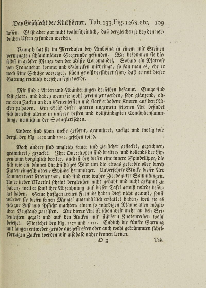 t **• (affen, <2ö tfr aber gar nicht wahrfd)einlich, bag bergleichcn je bep Den itor* bifd)en Ufern gefunben werben. ^umpt? hat fte im $?eerbufen hei; Amboina in einem mit ©teinen vermengten fd)(ammicl)ten ©eegrunl>e gefunben. QS$ir hefomtnen fie hie* felbji in großer DJtenge von ber Kujle @oromanbet ©obalb ein DJJatrofe von Sranquebar fommt unb ©chnecfen mitbringt/ fo Fan man eS/ ehe er noch feine ©d)d$e vorzeiget/ fchon gernig verftchert fei;n/ bag er mit biefer ©attung reichlich verfeben fet;n werbe. Stir fi'nb 5 Arten unb Abdnberungen berfelhen hefannt. Einige ftnb faft glatt/ unb habet; wenn fie wohl gereiniget werben/ febr gldnjenb/ oh* ne eben gacfen an ben ©eitenleijlen unb jtarF erhobene Knoten auf ben 9W« cfen zu haben, <£in ©tut biefer glatten ungemein feltenen Art beftnbet (ich hiefelbft alleine in unferer heften unb vollftdnbigflen gonchplienfamm* lung/ nemlich in ber öpenglerifd;en. Anbere ftnb fchon mehr geFbrnt, gramtlirct, jacfigt unb Fnotig wie bergt bet? Fig. 1208 unb 1209. gegeben wirb. Sftoch anbere ftnb ungleich feiner unb zierlicher gejlecFet/ gezeichnet, granuliret/ gejacfet. 3hre Oueerlippen ftnb breiter/ unb vollenbS ber Sip* penfaum vorzüglich breiter/ auchifl bei; biefen eine innere ©pinbelltppe/ bie ftd; wie ein bunneS burchfichttgeS 23lat um bie etwas geFerbte ober burch galten eingefchnittene ©pinbel herumleget, tlnverfehrte ©tucfe biefer Art Fomrnen weit feltener vor/ unb fi'nb eine wahre gierbe guter ©ammlungen, Unfer lieber tTTartmi fcheint Vergleichen nicht gehabt unb nicht gefannt zu haben, weil er fonfl ihre Abzeichnung auf biefer Xafel gernig würbe befor* get haben, ©eine hiefi'gen treuen greunbe haben bieg nicht gewujt, fonfl würben fte biefen feinen SOZangel augenbliflid? erfiattet haben/ Weil fie eS (ich zur £uft unb Pflicht machten/ einem fo würbigen DJtanne allen mogli* chen 23et;ffanb zu leiflen. £>ie vierte Art ifi fchon weit mehr an ben ©et tenleiften gejaFt unb auf ben Stufen mit ftdrFern Knotenreihen wohl beferer, ©ieftehet bei; Fig. 1270 unb 1271. ^üblich bie fünfte ©attung mit langen entweber gerabe auSgeflreFten ober aud) wohl gefrdmmten flehet förmigen gaefen werben wir alfobalb naher Fennen lernen, O 3 - Tab.