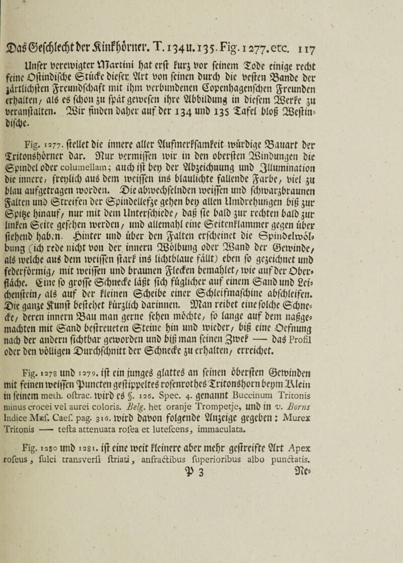 Unfer bereinigter VITarttni hat erfl Fürs bor feinem Tobe einige recht feine Ollinbifche Sttide biefet Qlrt bon feinen burd) bie beften Sßanbe ber jdrtlichjlen greunbfdjaft mit ihm berbunbenen @openhagenfd)en Jreunben erhalten/ als es fchon zu fpdtgemefen ihre Slbbilbung in biefem 2öerFe 511 beranjlalten. CH3ir (tnben baher auf ber 134 unb 135 Xafel blog IBejtim Difcbe. Fig. 1277. (teilet bie innere aller 2lufmerFfamFeit murbige Bauart ber XritonShbrner bar. Dlur bermiffen mir in ben oberflen ißinbungen bie (Bpmbel ober columeiiam; auch ift bei; ber Abzeichnung unb 3llumination bie innere/ freilich aus bem meiffen ins blaulichte fallenbe Sarbe, biel 5« blau aufgetragen morben. £)ieabmechfelnben meiifen unb fd)tnarzbraunen galten unb (Streifen ber Spinbellefje gehen bei; allen Umgebungen big zur Spi§e hinauf/ nur mit bem Unterfd)iebe/ bag fi'e halb zur rechten halber ImFen (Seite gefehen werben/ unb allemahl eine (SeitenFlammer gegen über jkhenb haben, hinter unb über ben galten erfcheinet bie Spinbelwol* bung (ii rebe md;t bon ber innern SBblbung ober 2öanb ber ©eminbe/ als welche aus bem weiffen jlarF ins lichtblaue fallt) eben fo gezeichnet unb feberformig/ mit meiffen unb braunen glecfen bemahlet/ wie auf ber Ober* flddje. §ine fo groffe Schnede lagt (Ich ftiglid)er auf einem (Sanb unb Sei* chenjlein/ als auf ber Fleinen Scheibe einer Schleifmafchine abfcf;Ieifett. £)ie ganze Stunjl begehet Furzlich barinneit. 9ftan reibet eine fold)e Sehne* efe/ bereu innern 23au man gerne fehen mochte/ fo lange auf bem nagge* machten mit Sanb beflreueten Steine hin unb mieber/ big eine Oefnung nach ber anbern fichtbar geworben unb big man feinen 3toeF — baS Profil ober ben bbUigen £>urd>fchnitt ber Schnede zu erhalten/ erreichet. Fig. 1278 unb 1279. i(F ein junges glattes an feinen bberfFen ©eminben mit feinen meiffen ^mieten geftippelteS rofenrotheS XritonShorn bet;m i\lein in feinem meih. oftrac. Wirb es §. 126. Spec. 4. genannt Buccinum Triconis minus crocei vel aurei coloris. Belg, het oranje Trompetje, unb in v. Borns indiceM«if.Caef.pag. 316.wirb babon folgenbe Anzeige gegeben; Murex Tritonis - tefta attenuata rofea et lutefeens, immaculata. Fig. 1280 unb 1281. ifl eine weit Fleinere aber mehr geftreifte Art Apex rofeus y fulci transverii ftriati 3 anfradlibus fuperioribus albo pun&atis. 3