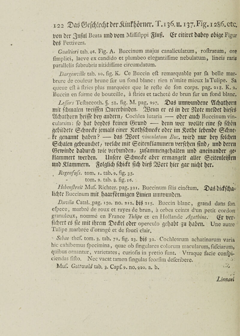 Von ber 3nful Bcata unb vom Miffifippi glug. (£r citiret babei; obige Figur beg Pettivers. Gualtieri tab. 40. Fig. A. Buccinum majus canaliculatum, roftratum, ore fimplici, laevc ex candido et plumbeo elegantiflime nebulatum, lineis raris parallelis fubrubris nitidiffime circumdatum. Dargenviile tab. 10. fig. K. Ce Buccin eil remarquable par fa belle mar- brure de couleur brune für un fond blanc: rien n’imite mieux laTulipe. Sa queue eit a Itries plus marquees que le reite de fon corps. pag. 218. K. 2. Buccin en forme de bouteille, ä Itries et tachetc de brun für un fond blanc. Lejjers Teitaceoth. §.58. fig. M. pag. 297. £)ag umwunbene 2(d)athorit mit fchmalen weiften Dueerbinben. 2Benn er eg in ber 3totc melbet btcfcsi $(cf)atl)0rn ()ei|Te bei; anbertl/ Cochlea lutaria — ober aud) Buccinum vin- culatum: fo bat bepbeg feinen ©runb — benn wer wollte eine fo fdbon gebilbete ©ebneefe jemalg einer £otbfd)neefe ober im jvotbe lebenbe ©djne* fe genannt haben? — bag 2ßort vinculatum Buc. wirb nur bei) folcben (Schalen gebrauchet/ weiche mit Seitenflammcrn verfeben flnb/ unb bereit (Sewinbe baburch wie verbuhben/ jufammengebfllten unb aneinanber ge* flammert werben. Unfere (Schnede aber ermangelt aller (Seifenleiffen unb klammern, golglid) fdftdt fid) bieg 2ßort hier gar nicht her. Regenfufs. tom. 1. tab. 9. fig. 35. tom. 2. tab. 8. fig. iff. Hehewßreit Muf. Richter, pag. 321. Buccinum filis cin&um. £)ag bidfeha* lichte Buccinum mit .j&aarformigcn Linien umwunben. Lavila Catal.„pag. 150. no. 212. big 215. Buccin blanc, grand dans fon efpece, marbre de roux et rayes de brun, a orbes ceints d’un petit cordon granuleux, nomme en France TuYipe et en Hollande Agathlne. (ff Ver* fld&ert e^ fle mit ihrem ©edel ober operculo gehabt au haben. Une autre Tülipe marbree d’orange et de fouci clair. Sebae thef. tom. 3. tab. 71. fig. 23. big 32. Cochlearum achatinarum varia lue exhibemus fpecimina, quae ob fingulares colorum macularum, fafeiarum, quibus ornantur, varietates, curiofis in pretio funt. Vtraque facie conlpi- ciendas filto. Nec vacat tarnen fingulas feorfim deferibere.  •' Muf. Gottwald tab. 3. Capf. 9. no. 220. a. b. v » • 4 * Linnaei