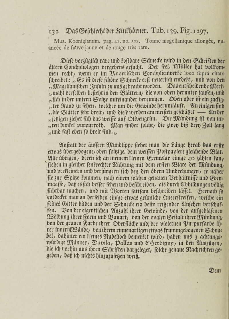 Mus. Koenigianum. pag. 41. no. s°8. Tonne magellanique allongee, nu- ancee de falive jaune et de rouge tres rare. ^Dtefe Doriüglicb rare unb Foflbare (BdmedFe wirb in Den (Bcbriftenber altern ©ondjpliologen Dergeben* öefucf)t. £>er feet. tlTulIer f>at DollFom* men recht/ wenn er im l\novrifd)en ©om*bi;lienwerFe loco fupra citato fcbreibet: „©* ift biefe fd)bne ©ebnecfe erft neuer(id) entbeFt, unb Don ben „ÜMageUanifcbeit 3nfu(n aUun*gebrad)tworben. £>a*entfd)eibenbe9.)?erF< Derfelben beflebtinben flattern/ bie Don oben herunter laufen, «nb ?,fid) in ber untern (&pi$c miteinanber oereinigen. Oben aber ift ein jacFig* „ ter Sftanb $u fef>en, weld)er um bie ©ewinbe berumlduft. Sin einigen finb „Die 25(drter febr breit/ unb biefe werben am meiften gefcbdlser — Sin ber „ledigen siebet ftd& ba* weifte auf Olioengrun. £)ie Oftünbung ijl Don um „tenbunfel purpurrotb. 91tan jtnbet folcbe/ bie swei; biß bret;3^ lang „unb fajl eben fo breitflnb.„ Slnflatt ber duffern Dftunblippe (lebet man bie Sange herab ba* erffc etwa* ubergebogene/ oben fpif$ige, bem weiften poftpapiereglekbenbe 35(at. r SUie übrigen/ beren icb an meinem Fleinen ©remplar einige 40 zahlen Fan/ ' (leben in gleidter fenFrecbter SKicbtung mit bem erffen 23late ber 9Jtunbung, unb DerFieinern unb Derjüngern ftd) bet) ben obern Umbrebungen/ je naher fle jur ©pi$e Fommen/ nacb einem foleben genauen 2>erbdltnifte unb ©bem rnaafte/ baßeeftd) befjer febenunbbefcbretben, a(ßburd)Slbbi(bungenDoUig (ld)tbar madjen/ unb mit SBorten fattfam befcbreiben (affet. £ernarf) fo entbecfet man an berfelben einige etwa* grünliche Oueerjlreifen / weldje ein feinet ©itter hüben unb ber ©dmecfe ein beflo rcifsenber Slnfeben Derfd)af> fern ^3on ber eigentlichen Slnjabl ihrer ©ewinbe/ Don ber aufgeblafenen Wölbung ihrer Sonn unb Bauart, Don ber ooalett ©eftalt ihrer 3J?imbung/ Don bergrauen Jarbe ihrer Oberftddjeunb]ber Dioietnen Purpurfarbe it)> rer innernIQÖßdnbe/ Don ihrem rinnenartigen etwa* Frummgebogenen @d)na* Del/ dahinter ein Fleine* Dlabellod) bemerFet wirb/ buben un* 3 adttung** würbige D^dnner/ iDauila/ Pallas unb b’oerbtt$np/ in ben Slu^ögen/ bie ich Dorbin au* ihren (Schriften bargeleget/ fold;e genaue Sftachricbten ge* geben/ baß ich nicht* büuusufe$en weiß.