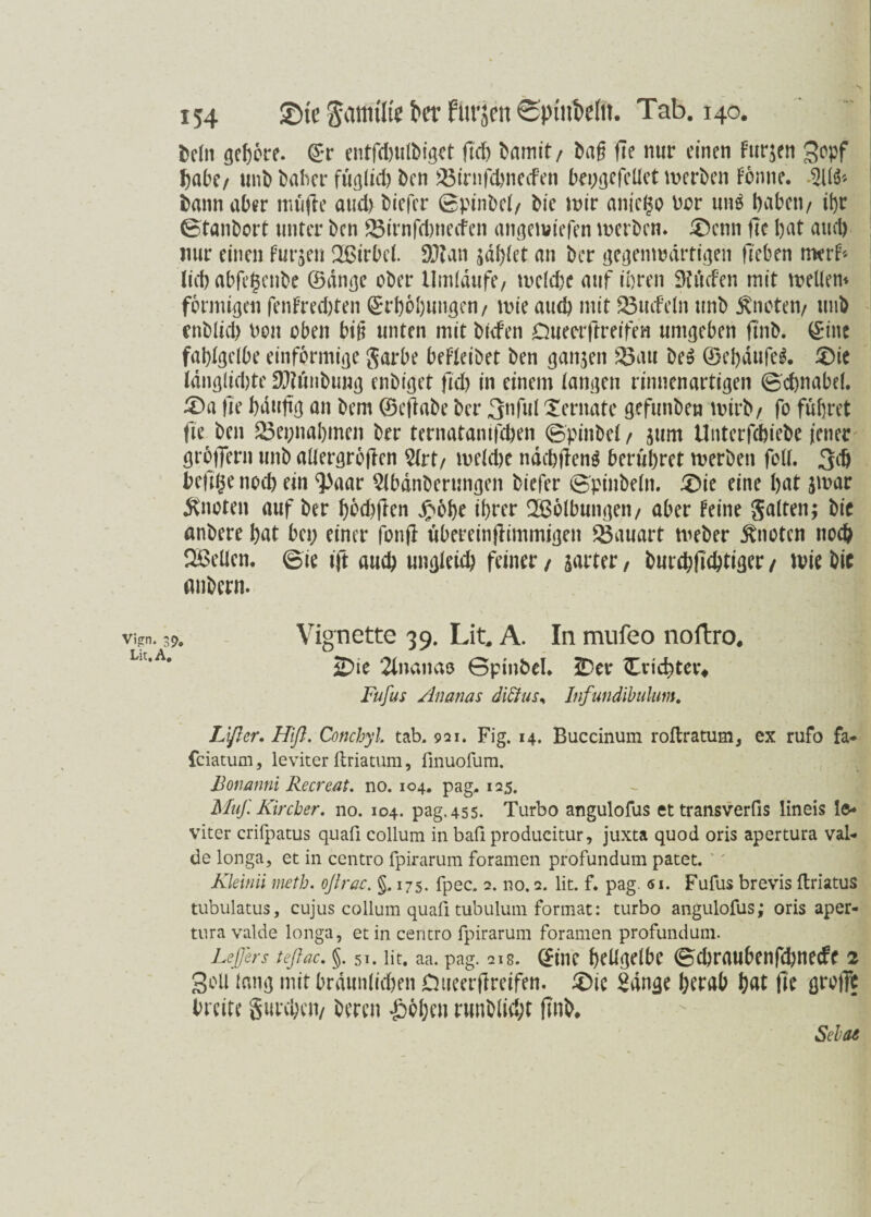 beln gehöre. Er entfdwlbiget fiel) bamit/ baf fie nur einen furzen gopf habe/ unb baber füglich ben SBirnfchnecfen bepgefetlet werben Fenne. ${[& bann aber midie aud) biefer ©pinbel/ bie mir aniego bar un$ haben/ ihr ©tanbort unter ben ^irnfcl>necfen angewiefen werben. £>cnn ftc hat aud) nur einen fur$en QBirbel. 9J?an naglet an ber gegenwärtigen Heben merf* lid) abfegenbe ©dnge ober Umlaufe, welche auf ihren 9? tiefen mit weitem förmigen fenfredjten Erhöhungen/ wie aud) mit 33mfeln unb knoten/ unb enblid) bon oben bif? unten mit biefen Dueerftreifen umgeben ftnb. Eine fahlgelbe einförmige garbe befleibet ben ganzen 25au be» ©ebdufeg. £)ie langlid)te DJttinbung enbiget fid) in einem langen rinnenartigen ©cgnabel. £>a fie häufig an bem ©eflabe ber 3nful Xernate gefunben wirb/ fo führet fie ben 23ei;nahmen ber ternatantfeben ©pinbel / jum Unterschiebe jener gro)Tern unb allergrbjlen Slrt/ welche ndcbfleng berühret werben feil. 3$ beftge noch ein <paar Slbdnberungen biefer ©pinbeln. £)ie eine hat jwar Quoten auf ber hbefeften Jnoge ihrer SBölbungeri/ aber feine galten; bie anbere hat bei; einer fonjl ubereinflimmigen Bauart Weber knoten noch Qßellen. ©ie ift auch ungleid) feiner / jarter, burd;fichtiger / wie bic anbern. Vign. 39, Vignette 39. Lit, A. In mufeo noftro. Lu,A* 2)ie 2lnanao Bptnbel. JDev Cvichtei> Fufus Ananas diffus* Infundibulum. Lfier. Hifi. Conchyl. tab. 921. Fig. 14. Buccinum roftratum, ex rufo fa- feiatum, leviter ftriatum, finuofum. Bonanni Recreat. no. 104, pag. 125. Muf. Kircber. no. 104. pag. 455. Turbo angulofus et transverfis lineis le¬ viter crifpatus quafi collum in bafi producitur, juxta quod oris apertura val- de longa, et in centro fpirarum foramen profundum patet. Kleinii metb. ofirac. §. 175. fpec. 2. no. 2. lit. f. pag. «1. Fufus brevis ftriatus tubulatus, cujus collum quafi tubulum format: turbo angulofus; oris aper¬ tura valde longa, et in centro fpirarum foramen profundum. LeJJers teflac. §.51. lit. aa. pag. 218. Eine hellgelbe ©cbraubenfcgnecfc 2 3oU lang mit bräunlichen Dueerftreifen. £>ic Sange b?tab hat fie greif? breite guteben/ bereu £öben runblicht ftnb* Selas