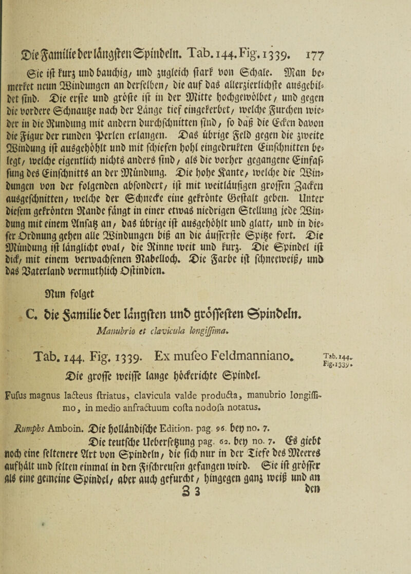 eie tfl fürs unb £>aud)t<j/ unb äiißteicl) fiarF Don (Schale. SF?an be* merFetneun SBinbungen an berfelben/ tne auf baö atlersierlicbüe auögebil* bet finb. 5)ie erfie unb grofte ift in Der Sfltitte bocboctnölbet / unb gegen Die Dorbere (Schnauze nach bet* Sange tief cingeFerbct/ welche gureben wie* ber in bie fflunbung mit anbern burebfebnitten finb, fo baß bie Qrcfcn bauen bie gigur ber rwnben perlen erlangen. £)a$ übrige gelb gegen bie $weite Sßinbung ifl auägebbblt unb mit fd)iefen bohl eingebruFten <£infcbnitten be* legt/ welche eigentlid) nichts anberö ftnb / als bie Dotier gegangene (£infaf* fwng beS (£infcbnitt$ an ber 9ftunbimg. £)ie l)ol)e $ante/ weld)e bie 2Btn» btmgen uon ber folgenben abfonbert/ ifi mit weitlduftgen groffen gaefen auSgefcbnitteii/ welche ber (Scbnecfe eine geFronte Cöefialt geben. Unter biefem gefronten üfanbe fangt in einer etwas niebrigen (Stellung jebe 2Bin* bung mit einem 2lnfa$ an/ baS übrige ifl auSgeböblt unb glatt/ unb in bie* fer Orbnung geben alle SBinbungen biß an bie dufferfte Bpi§e fort. £>ie SJtunbung iflldnglidjt oual/ bie SKinne weit unb Fur$. £)ie Spinbel iji bief/ mit einem Derwadjfenen Stabellocb. £>ie garbe i\t febneeweiß/ uni* baS 2>aterlanb Dermutblüb OjÜnbiem Sftun folget C4 bie Samilie bei Iangjlcn xmb geofieften ©pittMtn Manubrio et cJavicula longißima• Tab. 144, Fig*. :mQ. Ex mufeo Feldmanniano. Tab. 144.. -r-r o -> Fig*i33>» £>ie grofie weiiTe lange boeferiebte (Spinbel. Fufus magnus la&eus ftriatus, clavicula valde produfta, manubrio longiffi- mo, in medio anfra&uum cofta nodofa notatus. Rumphs Amboin. £)ie bolldnbifcbe Edition, pag 9«. bet) no. 7. £)ie teutfebe Ueberfegung pag. 62. bet) no. 7. <£$ giebt noch eine feltenere Slrt Don (Spinbein / bie ftcb nur in ber tiefe beS SDieere^ aufbdlt unb feiten einmal in ben gifcbreufeit gefangen wirb. (Sie ifl gröffer AIS eine gemeine (Spinbel/ aber auch gefurcht/ hingegen gan$ weiß unb an 3 3 *