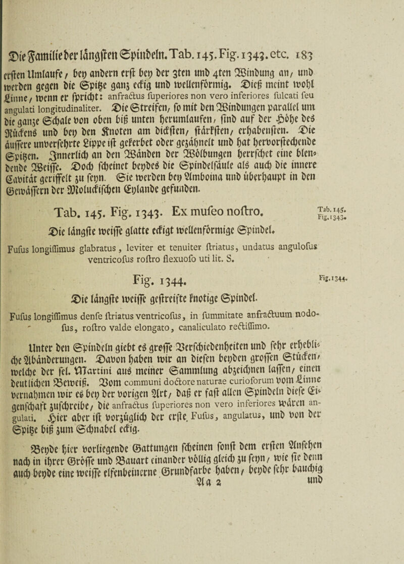 crflenUmlauft/ bei; andern erfi bet) ber 3tcn unb 4ten SBinbung an/ unb werben gegen bic ©ptge gan} ecfig unb wellenförmig. ®icß meint wobt Stirne/ Wenn ec fpridjt: anfradus fuperiores non vero inferiores fulcati feu angulati longitudinaiiter. j©ie (Streifen, fo mit Den SBinDungen parallel um Die gattje (Schale Pon oben big unten berumlaufen > flnD auf Der £6be De$ 3tucfenö unD bet; Den knoten am Didjlcn/ ftdrFflen, erbabenften. £>ie auffere unPerfebrte Sippe tft geFerbet ober gejdbnelt unD bat berPorftecbcnbe ©Pilsen. 3nnerlid) an Den SBdnDen Der Wölbungen berrfebet eine bien* DenDe SBeife. S)ocb fdjeinet bet;be$ Die ©pinbelfdule al$ auch Die innere Sat>ttdr geriffelt $u fet;n. ©ie werben bet; Stmboina unD überhaupt in Den ©ewdfern Der ättoludifcbcn ©planDe gefunben. Tab. 145. Fig. 1343. Ex mufeo noftro. I $ie längflc weife glatte ccfigt wellenförmige ©pinbel. Fufus longiflimus glabratus, leviter et tenuiter ftriatus, undatus angulofus ventricofus roftro flexuofo uti lit. S. Fig. 1344. F SMe Idngfte weife gereifte Fnotige ©pinbet. Fufus longiflimus denfe ftriatus ventricofus, in fummitate anfraduum nodo«  fus, roftro valde elongato, canaliculato rediflimo. Unter Den ©pinbeln giebt e$ greffe 23crfcbiebenhciten unbjebr erljebli* d)e ^IbdnDerungen. 3)aPon haben wir an Dicfen bet;Den grofen ©tuefenf welche Der fei. ttTartim aus meiner ©ammlung ab^eiebnen laffen/ einen Deutlichen £3eweig. 230ttt communi dodorenaturae curioforum Dom.Sinne Pernahmen wir e$ bet; Der Porigen 2lrt/ Dag er faft allen ©pinbeln Diefe ©ü genfehaft jufchretbe/ Die anfradus fuperiores non vero inferiores Waren an¬ gulati. £ier aber tft Porjüglicb Der er{le Fufus, angulatus, unD Pon Der ©pi§e big jum ©chnabel ecFig. SSepbe hier PorliegenDe ©attungen fcheinen fonff Dem erjlen Wehen nach in ihrer ©rofe unD 83auart einanDer Pbllig gleich ju fepn/ wie ffe Detitt auch bepbe eine weife elfenbeinerne ©runDfarbc haben / bepbe fchr bauchig %a 2 uno