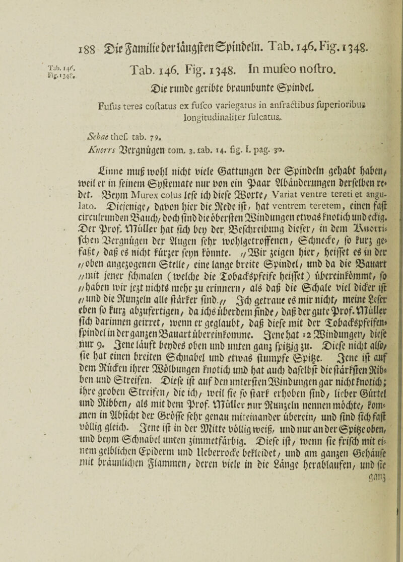 Tab. 146. Fig. 1348. In muieo noftro. £)ie runbc geribte braunbuntc ©pinbel, Fufus tcres coftatus cx fufco variegatus in anfradibus fuperioribiifc longitudinaliter fulcatus,. Sehne thcC tab. 79. Knorrs Vergnügen tom, s.tab, 14. fig. fi pag. 33. &imt muß mof;l itid;t uick Gattungen ber ©ptttbeltt gehabt babeit/ meil er in feinem ©tjßemate nur non ein ^)aar Slbänbermtgen berfclbcn rc* bet. 23ei;ill Murex colus lefe id) biefe Sßorte/ Variat ventre tereti et angu- lato. £)ie;cmge/ babon hier bie SKebc iß, bat ventrem teretem, einen faß circufrimben 23aud;/ boeb ßitb biebberßen Xöinbungcn etmaö Fnoticb unb ccfig. .'Der «Prof, Vlluller bat fiel; bei; ber 2Sefd),reibung biefetv in bem X\uovru feben Vergnügen ber klugen febr mol)lgctroffenen, ©ebneefe/ fo Fur$ ge« faßt/ baß e$ nicht Furier fepn Fbnnte. ,/XBir jeigeit hier, feeiffet eg in ber //oben angelegenen ©teile/ eine lange breite ©pinbel/ unb ba bie Bauart //mit jener fdjmalett (melcbe bie Xobatfäpfeife ) iibereinfbmmt/ fo z/baben mir fejtnichts rnebrju erinnern/ ak baß bie ©d)ale biel biifer ift t! «ab bie 9tun$eln alle ßdrFer ftnb.// 3d; getraue eg mir nid;t/ meine Sefer eben fo furg abartigen, baicbänberbemßnbe/ baß ber gute ^rof.VHuller |Td; barinnen geirret/ meint er geglaubt, baß biefe mit ber XobacFöpfeifem fpinbelinberganjen^auartuberemFomme. 3ene bat 12 Xßinbnngetv biefe mir 9. 3ene lauft beobetf oben unb unten gan$ fpigig $u. X)iefe nicht alfiv tie bat einen breiten ©cbnabel unb etmaS flumpfe ©pilje. 3ene iß auf bem ^liefen ihrer Wölbungen Fnoticb unb bat auch bafelbß bießdrFßen» beit unb ©treifen. ^ Dnefe ift aufbenunterßenXBinbungengar tiidßfnoticb; ihre groben ©treifeu/ bicid)/ metlfie fo frarF erhoben (mb/ lieber ©lirtel uttb Dtibben/ alä mit bem <prof. VlTullcr nur Otun^elit nennen mochte/ Foim men in ^lbfleht ber ©reffe fel;r genau mifeinanber uberettv unb ftnb fiel; faß Dbüig gleid;. Seite iß in ber Dritte bblligmeiß, unbnuranber©pi§eobem unb bepm ©cbnabel unten ßmmetfdrbig. Xuefc iß/ menn ße frifcb mit ei* nein gelblichen ©pibernt unb Ucberroife bcFleibct/ unb am ganzen ©ehdttfe mit brdunlid;en glammen/ bereit biele in bie Sange btrablaufeit/ wibfle m 1