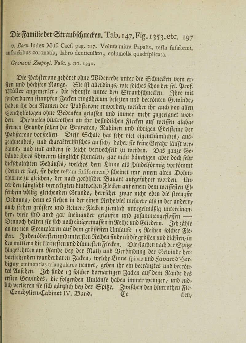 V. Born Index Muf. Caef. pag. 217. Voluta raicra Papalis, tefta fufiformi, anfradibus coronatis, labro denticulato, coluraella quadriplicata. Gronovii Zoophyl. Fafc. 3. no. 1330. Sie ^Mt’ffcrone gehöret ohne S3Btöcrt'fbe unter bie ©dfneden «um et-, fien unb bödifren Stange, ©ie ift alierbingb, wie foldjcb fd)on ber fei. tnüUet angemerfet , bic fdjöiifte unter ben ©traubfdweden. ,3f)fc mit fonberbaren flumpfen 3aden ringsherum befcjten tmb becrönten ©erninbe, haben ffjr ben Stamm ber ^abficrone erworben, welcher ihr auch bon alten (>ond)i;li'ologcn ohne föebenfcn gelaffen nnb immer mehr jugeeignet wor» ben. ®ie Dielen blutrothen an ihr befinblithen Sieden auf weiffeii alaba? fternen ©runbe fallen bie ©ranaten, «Rubinen unb übrigen ©belfleine ber 1>«bficrone borflellen. ®iefe ©cbale hat feljr Diel eigen tbtimlicbeö, aus» jeichneubcö/ unb d;arafterifiifcbes an ficb, baher fie feine ©cfahr läuft Der» fannt, unb mit anbern fo leicht berwcchfelt 511 werben. 53ab gange ©c> bänbe .ihres fcbwereii länglieht fdmtalen, gar nicht bäuchigen aber bod) fehr birf|d)alichten ©ebäufeS, welches bem Sinne als fpinbelförmig Dorfommt (beim er fagt, fie habe teftam fufiformem) fdjemet mir einem alten ®obiw thunne 511 gleichen, ber nad) gothifcher Bauart aufgeführet worben. Um ter ben länglicht bieredigten blutrothen Sieden auf einem bem meiffeften Cfl» fenbein böllig gleichcnben ©runbe, herrfdjet jwar nid)t eben bie ftrengfie Ürbmmg, beim ei liehen in ber einen «Reihe Diel mehrere alb in ber anbern, auch ftehen gröifere unb Heinere Sieden jiemlid) unregelmäßig untereinam ber, Diele ftnb aud) gar ineinanber gelaufen unb }ufammengefioffen — ®tnncd) halten fie fich noch einigermaffen in «Reihe unb ©liebem. 3d) gable an ine nen ©remplaren auf bem grbffefien Umlaufe is «Reihen folcber gfe» den. 3uben bberfieit unbunterfien «Reiben finbe irfjMe gröfTen unb bidften, in ben mittfern bie fleinefienunb bünnefien Sieden. Xne flachen nach ber ©piße hingefehrten am SRanbe bei; ber Stall) unb ÜJerbinbung ber ©ewinbe her» borftebenben wunberbaren 3aden, welche Sinne fpinas unbt?av>artb’6er-- bigny eminentias trianguläres nennet, geben ihr ein becränjteb unb beerön-. teb Stnfchen. 3d) finbe 13 folcher bornartigen 3aden auf bem «Raube beb erfien ©cwinbeS, bie folgenben Umläufe haben immer weniger, unb enfc-- lieb Derberen fie lieh gänjlid; bei; ber ©pifse. 3wifchen ben blutrothen gle» ConchyliemCabinet IV. Banb, (Je den,