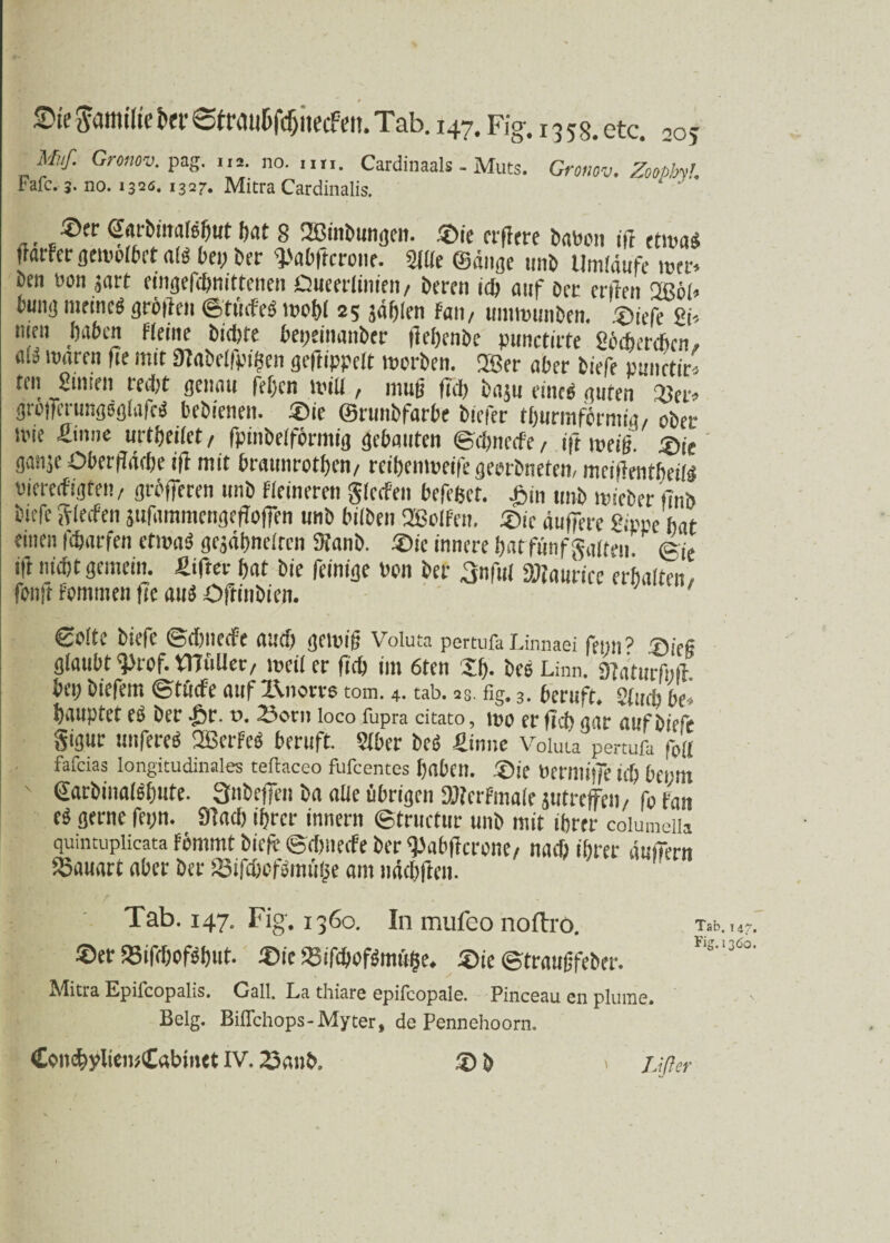 Sie Jamiltekr©frau&fdjiiecfm.Tab. 147. Fig. 135g. etc. 20j Uif. Grottov. pag. 112. no. nn. Cardinaals - Muts. Gronov. ZoopM. lafc. 3. no. 132*5. 1327. Mitra Cardinalis. ©er Carbimüsbttt bat 8 2ßtnE>un<jcn- ®ie crflere bauen ifr ttiua« Üat'fcr getppibet als bei; brr ^abftcrone. 21 «e ©äuge unb Umläufe tper. ben bon jart eingefebnittenen jQueeriinieii/ beten ul) auf bet erden 2ßöl» buiti] meines grellen ©ttiifeS inobi 25 jäblen Fall/ tmmnmben. ©iefe Sb nien haben Heine bi<i>te bepeinanber (leljenbe pnnctirte Söebercbcn, alä mären fie mit kaMfpiücn geftippelt merben. 2Ber aber tiefe mtctk' teil Simen reibt genau feben null, muß (Tb baju eine« guten »er. grotferungöglafcS bebienen. ®ie ©runbfarbe biefer tburmfermig, ober ivie fimne urtbeiiet, fpinbelfcrmig gebauten ©bnerfe, iftweig. £>ie gaiye Oberfläche ift mit braunrotben/ reibempeifegeerbnefen, meiflentbeiis «icreifigteii/ größeren unb fleineren glecfen befebet. £in unb mieber linb biefe Sieben äufammcngefToffen unb bilben Rolfen. ®ic äuffere Sippe bat einen fbarfen ettwasS gejäbnclrcn 3?anb. ®ic innere bat fünf galten. ^ <Bie *ft nibtgemein, fiifter bat bie (einige bon ber 3nful 9J?aurice erbalten, fonft fommen de amS Oitinbicn. ' Seite biefe ©tbneefe aud) gcipiß Voluta pertufa Linnaei fenn’ .©ieg glaubt ^>rof. VITuUer/ weii er (leb im 6tcn Xb- beb Linn. Dlatmfnfl toi; biefem ©tMe auf X\non-6 tom. 4. tab. 28. % 3. beruft. be* bauptet eä ber -br. v. 23orn loco fupra dtato, uw er f?ct> gar auf biefe gigur unfereä QBerFeö beruft. 5(ber beö £inne Voluta pertufa f0ü fafeias longitudinales teflaceo fufeentes haben. £>ie Dernu'lfe tc& bei'm (Sarbina^fmte. 3»befTen ba aüe übrigen DJtcrFmaie sutrejfeii/ fo tan ö^t*ne fei;n. STacb ihrer inner« ©tructur unb mit ihrer coiumeih quintuplicata Femmt biefe ©ehneefe ber ^abficrone/ nach ihrer äufiern Bauart aber ber SStfcöoßrutige am ndchften. Tab. 147. Fig. 1360. In mufeo noftro. Tab.u? ®er »ifdjofsbut. £)ic 23ifc&Pf$mftge. 2>ie ©traußfeber. Mitra Kpifcopalis. Gail. La thiare epilcopale. Pinceau en pluine. Belg. Biffchops-Myter, de Pennehoorn.