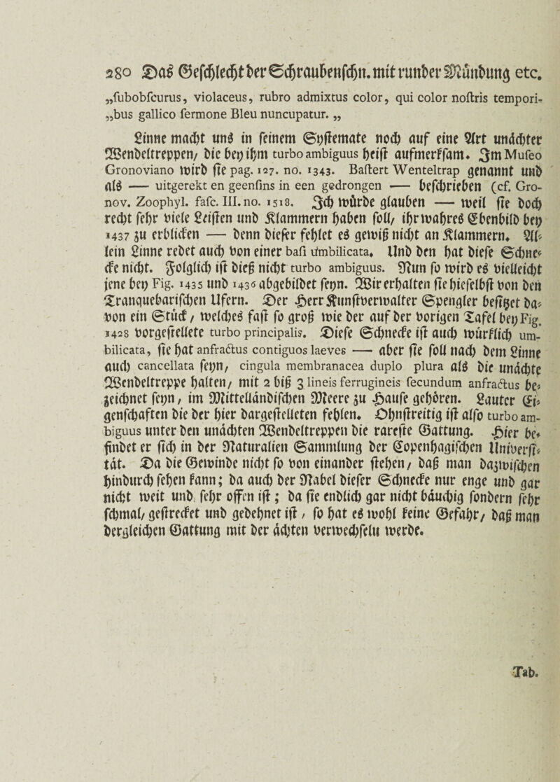 „fubobfcurus, violaceus, rubro admixtus color, qui color noftris tempori- „bus gallico fermone Bleu nuncupatur. „ Sinne macht un$ in feinem (Bpflemate noch auf eine 9lrt lindster 28enbeltreppen/ biebepibm turboambiguus beifl aufmerffam* 3mMufeo Gronoviano Ipirb ftepag. 127. no. 1343. Ballert Wenteltrap genannt UHb al$ -uitgerekt en geenfins in een gedrongen - befd)riebett (cf. Gro- nov. Zoophyi. fafc. 111.no. 1518. 3$ mürbe giaubeit —weil fie bod) recht fef>r biele Seiflen unb klammern haben füll/ ibrmabreä QEbenbilb bei; 1437 su erblichen — benn biefer fehlet e$ genug nid)t an klammern* lein Sinne rebet auch bon einer bafi umbilicata* Unb ben hat biefe ©ebne« <fe nicht, folglich ift bieg nicht turbo ambiguus. Nun fü roirb e$ bieUeicpt jene bei; Fig. 1435 unb 1430 abgebilbet fepn. 2Bir erhalten ftebiefelbfl tum ben Xranquebarifchen Ufern. £)er -öerrSUinftoermalter (Spengler bef?$et ba* non ein (Stücf / weld)e$ faft fo grog wie ber auf ber borigen Xafel bepFig. 1428 borgefrellete turbo prindpalis. £)iefe (Schnecfe ift auch nmrfficb um- biiicata, fie bat anfradus contiguos laeves — aber fie füll liad; bem Sinne aud) cancellata fern, cingula membranacea duplo plura al£ bic Undchte !Benbeltreppe halten/ mit 2 big 3 lineis ferrugineis fecundum anfraftus be* geichnet fepn, im N?ittelidnbifd)en Nteere $u £aufe gehören. Sautcr (£i* genfehaften bie ber hier bargeflelleten fehlen* Obnflreitig ifl alfo turbo am- biguus unter ben undchten 2Benbeltreppen bie rarefte ©attung. j&ier be* fnbet er (ich in ber Naturalien (Sammlung ber ©openbagifeben Ilmberg tat. £)a bie©eminbe nid)t fo beit einanber flehen/ bag man basmiichen hinburch fehen fann; ba auch ber Nabel biefer (Sdjnecfe nur enge unb gar nicht weit unb fel;r offen ifl; ba fie enblich gar nicht bdmtig fonbern fehr fchrnal/ geflrecfet unb gebebnet ifl / fo hat e$ mobl feine ©efahr/ bag man begleichen ©attung mit ber achten oermecbfelu werbe. Tab.