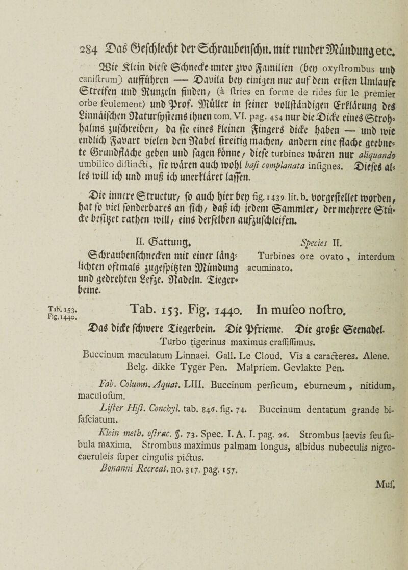 2ßie £lein biefe ©djnede unter jmo gamilicn (bet; oxyftrombus unb caniftrum) auffü^rcti — £)atnla bei; einigen nur auf bem elften Umlaufe Streifen Ultb 9fun$efn ftnbetl/ (ä ftries en forme de rides für le premier orbe feuiement) unb <}>rof. 9]tüller in feiner bollfldnbigen (^rFtärunij be$ Sinndifcben Otaturfpftem* ihnen tom.Vl. pag. 454 nur bie£>ide eineö Stroh* halmd sufd)reiben/ ba (le eineö deinen Singet bide haben — unb n?ie enblicb gabart bielen ben ittabel (Treitig machen/ anbern eine fache geebnet te ©runbfäche geben unb fagenfbnne/ biefe turbines tbdren nur aliquando umbilico diftin&i, fie rudren aud) lbbhi baß complanata infignes. £)iefeö Uh le$ null ich unb muß ich unerfldret (affen. £>ie innere ©tructur/ fo auch hier bet; fig.i 439. iit.b. borgeflelletnwrben, hat fo bie( fonberbareö an fid)/ baß ich iebem Sammler/ ber mehrere Stu* de beflget rathen null/ eins berfelben auftufcbleifen. * II. (Gattung* Species II. ©ebraubenfebneefen mit einer lang* Turbines ore ovato , interdum lichten oftmals ^ugefpifsten SMünbung acuminato. unb gebrebten £efoe. Slabeln. Xieger* heine. Tab. 153, Tab. 153. Fiff. 1440. In mufeo noftro. Fig.1440. J 0 ®al bide fchwere Xiegerbein. £)ie Pfrieme. X)ie große Seenabel- Turbo tigerinus maximus craflllTuiius. Buccinum maculatum Linnaei. Gail. Le Cloud. Vis a cara&eres. Alene. Belg, dikke Tyger Pen. Malpriem. Gevlakte Pen. Fab. Column. Aquat. LIII. Buccinum perficum, eburneum , nitidum, maculofum. Lift er Hiß. Conchyl. tab. 84«. fig. 74- Buccinum dentatum grande bi- fafeiatum. Klein metb. oßrac. §. 73. Spec. I. A. I. pag. 25. Strombus laevis feufu- bula maxirna. Strombus maximus palmam longus, albidus nubeculis nigro- caeruleis fuper cingulis pidlus. Bonanni Recreat. 110.317. pag. 157. Muf.