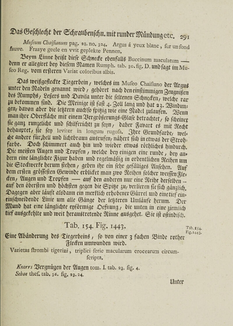 I S?as©e|¥)(cif)t kt ec&rau&enfcfjiT. mit trnkt SRflntoitfletc. m Mufeum Cbaißanum pag. a8. no. 354. Argus ä yeux blanc, für unfond fauve. Fraaye geele en vvit gepiekte Pennen. d 25eym Sinne Ijeißt biefe ©djttecFe ebenfnUü Buccinum maculatum — bcnn rr «Ucguet bcp birfem tarnen Rumph. tab. so.fig.D.imbfant jmMu- ® ** meißgeflecfte tiegerbein, welches im Mufeo Chaifiano Der orrairä wntet Den SJtaDeln genannt wirb/ gehöret nach DeneinflimmigenQeugmßen fcee> $umpf)S/ £cgerö unD £>abifa unter Die feltenen ©cijnecfen, welche rar in befommen flnb. £)ie Peinige ijl fafl 4.Soll lang unb bat 23. 2ßmDun? ge«/ Dabon aber Die (entern audyfo fpil$ig wie eine 9?aDcl sulaufen. Q33eim man ihre Oberflddje mit einem 33ergrbßerungS*©lafe betrachtet/ fo fcbeinet Oeganj run$eltd)t unD fcbilferid)ti gu fet;n, Daher gabart eS mit Stecht behauptet/ fte fei; leviter in longum rugofa. 3hte ©runbfarbe/ wel* d)e anDere furdxU unD tichtbraun auSrufen/ nähert ftd) inetma^ Der (Stroh* färbe* £>och fchimmert and) hin unD wieber etwas rothlicheS hiuDurch. 5)ie meinen klugen ttnD tropfen / welche bep einigen eine runDe, bei) an* Dern eine längste gigur haben unD regelmäßig in orDentiichen Sfeihen um Die (Stocfwerfe herum flehen, geben ihr ein fehr gefälligem 5(nfehen 5i»f bem erflen grbtTeften ©ewinbe erblidet man jwo Leihen folcher weifiengle' den/ klugen unD tropfen — auf Den auDeren nur eine Steihe Derfelben - auf Den oberflen unD hbdjflen gegen Die @pi$e in, berlicrcn fi'eflch gänzlich, dagegen aber läuft alSDann ein mcrFlid) erhabener ©urrel unD eine tief ein* einfchneibenbc fiinie um alle ©äuge Der festeren Umläufe herum. £>er STCunb hat eine länglid)te eiförmige Oefnung, Die unten in eine ziemlich tief auSgefeblte unD weit heraustretenbe Stinne auSgehet. 6ie ijl oftinbifd). Tab. 154. Fig*. 1443. <£ine 2(bänDerung Des tiegerbeinS, fo Don einer 3 fachen 25inDe rother glecfen umwunben wirb. Varietas ftrombi tigerini, triplici ferie macularum crocearum circum- fcripta, Knorrs Vergnügen Der 5lugen tom. I. tab. 23. % 4. Sebae thef, tab. 56. fig. 23.24. Tab. 154. *%M443. Unter