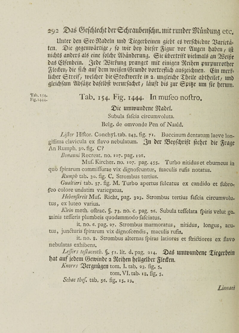 Tab. 154, Fig.i444< 292 @ef^lecf)t&er0(T)rmibenfd|n.mtttmbet’^un&uitö etc. Unter t)cn ©ee^abetn tuiD £iegerbeinen fließt es Perfcbiebnc 23arieta* tcn. £>ie gegenwärtige / fo mir Oe«; biefer gigur Por 5(ugen f>abeit / ift nid)tS anberS als eine fotebe 2(bänberung. ©ie Übertritt PietmatS an QLßci0e baS Elfenbein. 3?be iBirfung pranget mit einigen SHeifxn purpurrotber giccfctv bie fi'cb auf Dem meinen ©runbe Portrejficb au$sei<önen. (Sin merf* lieber ©treif, welcher bie ©toefwerte in 2. ungleiche Xbeite abtbeitet/ unb gteiebfam 2tbfd§e bafelbft Perutfacbet/ tauft bis $ur ©pi$e um (Te herum. Tab. 154. Fig. 1444. In mufeo noftro. 5)ie umwunbene DIabet. Subula fafeia circumvoluta. Belg, de omvonde Pen of Naald. Lifter Hiftor. Conchyl.tab. 843. fig- 7*. Buccinum dentatum laeve lon- giffima ciavicuia ex flavo nebulatum. 3n ber SSepfcbrift ftebet bie grage An Rumph. 3°. fig. C? Bonanni Recreat. 110. 107. pag. 125. Muf. Kircher. no. 107. pag. 455. Turbo nitidus et eburneus in quo fpirarum commiflurae vix dignofeuntur, maculis rufis notatus. Rumph tab. 30. fig. C. Strombus tertius. Gualtieri tab. 57. fig- M. Turbo apertus fulcatus ex candido et fubro-. feo colore undatim variegatus. HebenflreitMuf. Rieht, pag. 323. Strombus tertius fafeia circumvolu- tus, ex luteo varius. Klein meth. oftrac. §. 73. no. c. pag. 2<s. Subula tefielata jfpiris velut ge*- minis tefleris plumbeis quodammodo fafeiatus. it. no. 6. pag. 27. Strombus marmoratus, nitidus, longus, acu¬ tus, juncturis fpirarum vix dignofeendis, maculis rufis. it. no. 8. Strombus alternas fpiras latiores et ftridtiores ex flavo nebulatas exhibens. Lejßrs teßaceoth. §. p. fit. d. pag. 214. 3)aS umwunbene Xiegerbcin bat auf liebem ©eminbe 2 Reiften bettgelber gteefen. Knorrs Vergnügen tom. I. tab. 23. fig. 5. tom.VI.tab. 18. fig. 5. Sehae thef. tab. 55, fig. 15.19. Linnm