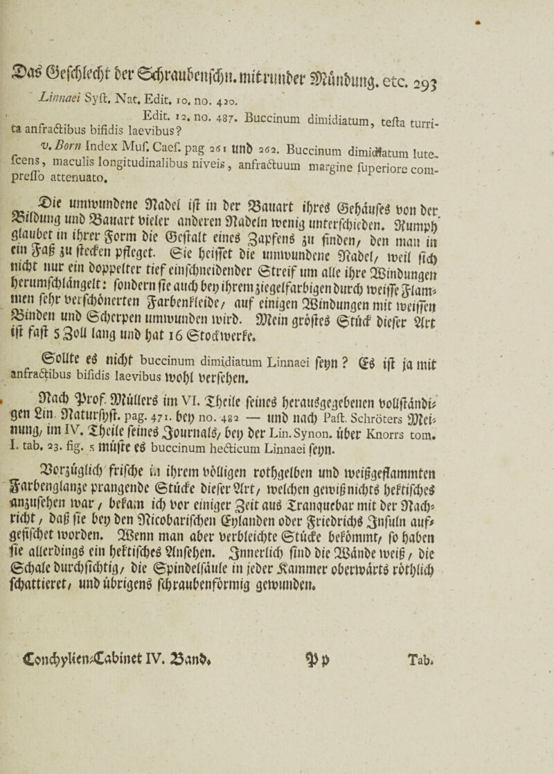 Linnaei Sylt. Nat. Edit, io. no. 420. „ r Edlt- I2*no* 48?- Buccinum dimidiatum, tefta turri- ta anfradhbus bifidis laevibus? 1 Vtboi n Index Muf. Caci. pag 251 unb 202. Buccinum dimicHatum lute, lcens, maculis longitudinalibus niveis, anfracluum margine fuperiorß com preflo attenuato. ' 1 ^)ie umtpunbene SHabei ifl in ber Bauart jjreö ©ebdufeS Pcnber ^ono»n(] unb Bauart Vieler anberen fabeln n?eni3 unterfebiebem $umrb* tveJ Sorm bie malt eine« Sapfenö 5» ftnben, ben man in * ir $u freefen pfleget, ©ie bei|]et bie utmvunbene 91abel/ meii »Ich ül^Ü n»t*in *°Wrfter tief einfebneibenber ©treif um alk tftre Söinbungen t)erumfd)iangelt: fonbenifleaufbbepibremsiegeifarbigenburcbmeifTeSiam^ men febr Perfcbbnerten JarbenFieibe/ auf einigen 2Binbungen mit meiffen ^3mben unb ©d;erpen umuwnben toirb. SJfein grelle^ ©tmf biefer 2trt ift faft 5 3oü lang unb J;at 16 ©toef werft. ©Odte e$ tu'd)f buccinum dimidiatum Linnaei fepn ? (j£$ ijl ja mit anfradtibus bifidis laevibus mobl Perfebett. ► 9tacb ^rof. DJtütterö im vi. Xf>et(e feinet btrattSgegebenen PotlfldnbtV gen m. DUtUVfijft. pag. 471. bet; no. 482 — unb nad) Palt. Schröters d)UU ttung/ im iv. Xbeiie feinet 3ßwrnai3/ bet; bet* Lin. Synon. über Knorrs tom* I. tab. 23. fig. 5 mufte eä buccinum hedticum Linnaei fet;n. 23or$ugiic6 frifcf;e in ihrem Poliigen retbgeiben unb ipeißgeflammten Sarbenglanje prangenbe ©tueFe biefer 2trt/ welchen gewißnichts beFtifd;e$ ■anjufeben mar / beFa;n ich Per einiger Seit auö Xranqucbar mit ber Dtadp riebt / baß fte bet; ben 01icobarifd)en @t;lanben ober $riebrid)$ Snfutn auf* gejifebet worben. 2Benn man aber Perbieicbte ©tuefe beFommt/ fo haben Ile aüerbingg ein beFtifcbe£ 2(nfeben. 3nneriicb fmb bie Q33anbe tpeiß / bie ©cbale burcbflcbtig/ bie ©pinbeifduie in ieber Kammer oberwdrt$ rdtl;tic& flattieret/ unb übrigens febraubenfermig gewunbeu*