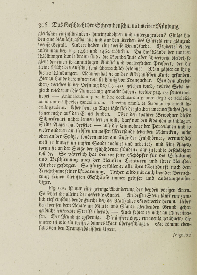 3c6 Sas ©efcfjledjt ber (gdjraubcnfcfjn. mit »etter SRünbutta gtcicbfam einjufcbraubcn, bineinjubobren unb unterjugraben? ©inige f;a» bcn eine Ofdtilidjt afebgraue unb auf ben Serben bc3 ©iittels eine gldmcnb . luniTe ©eftait. Stnbere baten eine meiiTe ©runbfarbe. «Beiderlei Sirteu inirb man bei; Fig. 1461 unb 1462 erbiiefen. ©a bie 3ßänbe ber inneren 2ßblbungcn bunfelbraun Unb, bie ©pinbeltfuie aber fdmtemcifj bleibet, fo giebt big einen fo anmut()igen Sltiblicf 1111b oortreftifben ‘Profpcct, ber bie Heine äKübt beb «uffdjleifend überreidjlid; bblobnet. «»Jan gablet an ibr 8 bib 10 2Smbungcn. Slbanfan bat fie an ber Stfricanifcben jeüfte gefunben. Jbier ju taube befomftien mir fie bdupg non Xrangucbar. 23ei; bem juebä-- »eil, meiebeb in ber Oefmmg bei; fig. 14m. geleben mirb, mürbe ©eba |b» gieid; mieberum bie SImnerfung geinad;t haben, melcbe pag. 155 feincb thef. Animalculum quod in hoc cochlearum genere degit et adolefcit minorum eit fpecies cancellorum. Buccina omnia et Strombi ejusmodi in- coiis gaudent. ßbcr heut au Säße lagt geh begleichen unermeßliche* 3euß feiner mehr auf Den ©rntel binbem 2Ber Den magren £5emohner Diefer ©ehneefenart naher Fennen fernen »iß/ Darf nur Den SIDanfon auffchlaßen. 0eine 2tußen hat berfelbe — mie Die (£imoohner Der <}>orceüanen unD fo bteier anDeren am liebgen im nagen SBeerfanDe lebenben ©ehneefen/ nicht oben an Der ©pi&c/ fonDern unten am guge Der phlborner, bermuthlicft meii er immer im naffen ©anbe toobnet nnD arbeitet/ unD feine $lußeit/ warn ge an Der ©pi§e Der gftblborner flunDeii/ gar 511 feierte befebdbißen UwrDe* 60 paterlicb gat Der voeifefte ©egopfer für Die Erhaltung unD 23efcbtrmung auch Der Heinften Creaturen unD il;rer fleinften (BlieDer geforget ©o gütig erfüllet er alle tl;re Hotl)Durft nach Dem 2\etd;tl;ume feiner SHrbarmung, 2ltd)er roirD mtraud) bey Der23etracb* tung feiner bietnjten ©efetjopfe immer groffer unD anbetunctsrour* Digcr. Fig* I453 ifi nur eine geringe SlbdnDertmß Der bei;Den vorigen Örtern ^ ßeferbte ©urtel. $tn DetTon ©teile lauft eine gern* liu) ttef etnfcbneiDenDe Jurcbe bet; Der £)?atf> aller ©toefmerfe herum, lieber Dctt weiffen Dem Slcbate an ©litte unD ©lan$e ßleicbenben ©runb ßeben gelbliche lenfreebte ©treifen herab. — Qluct) fehlet e* nicht an Dueergrei* jen. £)er 3Jiunb ig egformiß. £>ie duffere 2ippe ein meitiß ße^dhnelt/ Die murre tft tote ein toeigeö Dünne* 23lat übergefcblagettt ©ie tornrnt eben* fali*oon Den Xranquebarifchen Ufern. ^Vignette