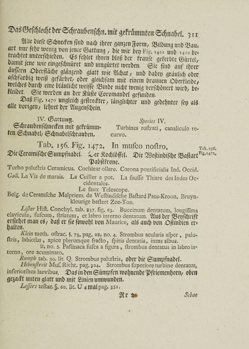 . , ^ f,e^c ©fhnecfen |7nb nach ihrer ganjen Jorm, JötJbimji mit» San. y.lfl'l ^ 'Ji'l'fl 4,011 <cnfr ©«««»9 / bie mir bet) Fig. He, unb .40a bt* tradjfct unterfchieben. (£6 fehlet if)ticn bloß' ber Fraufe geferbte ©i'irtei, bannt jene mir emgefchnüret unb umgürtet merben. ©ie ftttb auf ihrer 8,att u’ie m<A/ t,llb gräulich ober ölibrarbig meig gefarbet/ ober gleicbfant mit einem braunen öberfleibe/ ücldjeg burch eine blaulicljt mcitfe SSinbe nicht menig berfchbnert mirb, be» bleibet ©ie merben an ber Stufte Soromanbel gefunben. r( ®gßFis- >470 ungleich gc(frechter, (änglichter unb gebehnter fey al« öue üongen/ lehret Der 2(«genfcbem. IV. d5nituiif|. Species IV, ©dnailbeilfd^necfen mit geFrillttttt* Turbines roftrati, canaliculo re« ten ©cbnabel/ ©cbnabelfcbrauben. curvo. Tab. 156. Fig. 1472. In mufeo noftro. Tlb.tsÄ, ®iefferamipöc©wmpfnftbe[. !Jtr Kochlöffel. £>ie 28ejlmbifc&e 23af?artFis*;47=* <J>al>ftfrotie. Turbo paluftris Ceramicus. Cochlear ollare. Corona pontificialis Ind. Occid, Gail. La V is de marais. La Cuiller a pot. La faufle Thiare des Indes Oc- cidentales. Le faux Telescope. Belg. deCeramfche Malpriem, de Weftindifche Baflard Paus-Kroon, Bruyn- kleurige baftert Zee-Ton. . Lijler Hift. Conchyl. tab. 837. fig. 03. Buccinum dentatum, longifllma davicula, fufeum, ftriatum, et labro interno dentatum. $Iuö ber £3et)fd)rift ergebet man e£/ ba§ er fle fomobl üon Maurice, afö auch üon Ojlmbien er* halten. Klein meth. oflrac. §. 73. pag. 28. no. 4. Strombus acularis afper , palu- ftris, labiolus , apice plerumque fradlo, fpiris dentatis, intus albus. it. no, 5. Paftinaca fufca a figura, ftrombus dentatus in labro in- terno, ore acuminato. Rumph tab. 30. lit. Q. Strombus palultris, ober bie ©lltttpfttabel. Hebenßreit Muf.Rieht, pag. 324. Strombus fuperiore turbine dentatus, inferioribus laevibus. £)atf in ben ©tmipfen wobnenbe ^fnemenborn/ oben flejaeft unten glatt ttnb mit ginienitmttnmben. Lejfers teftac.g. <so. lit. U 4 mal pag. 35 r. du Sehne £