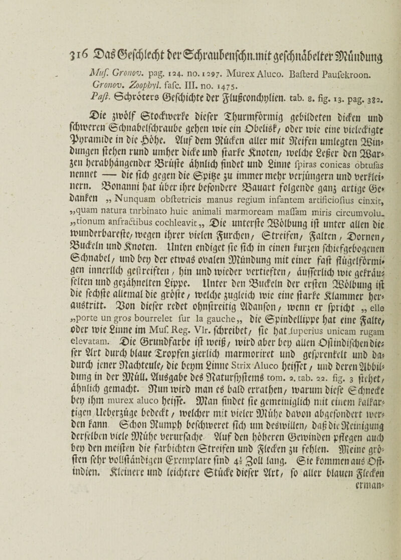 Muß Gronov. pag. 124. no. 1297. MurexAluco. Ballerd Paufekroon. Gronov. Zoophyl. fafc. III. no. 1475. Paft. Schroters ©efd;id;te Der Jlugconcbblien. tab. s. fig. 13. pag. 3g2. ©tocFtDcrFe biefer Xbwrmformig gebilbeten biefen unb fcDtveren ©ebnabelfcbraube geben tme ein ObeliöF/ ober n?ie eine Dteledigte 9>i;ramibe in bie Stuf Dem SHuden aller mit Steifen umlegten 2ßin* fcnngen flehen rnnb umf>er bidennb ftarFe knoten/ tDeldte Seger Den 2ßar* Sen berabbdngenber 23rufle ähnlich ftnbet unb Sinne fpiras conicas obtufas nennet — bie fleh gegen bie ©pilse immer mehr Derjungern unb DerFlei* itern. £5onanni bat über ihre befonbere Bauart folgenbe gan$ artige @e* banfen „ Nunquam obftetricis manus regium infantem artificiofius cinxit, 5,quam natura tnrbinato huic animali marmoream maflam miris circumvolu. „tionum anf'ractibus cochieavit,, 3)ie unterfle Wölbung ifl unter allen bie munberbare(Ie/megen ihrer Dielen S«rcbeii/ (Streifen/ Salten, Bornen, Nudeln unb knoten. Unten enbiget ftc ftcb in einen furjen febiefgebogenen ©d)nabel/ unb bei; ber etrnai? obalett 90?bnbung mit einer faft flugelformi* gen innerlich gellreiften, bin unbmieber vertieften/ dufferlicbmiegetrau« feiten unb gejdbneiten Sippe. Unter ben Stiefeln ber erflen Wölbung ifl bie feebfte allemal bie grofte / nteldte zugleich mie eineflarFe klammer her* autftritt* 23on biefer rebet obnftreitig Slbanfcn / menn er fpriebt „ eile „Porte ungros bourreiet für la gauche,, bie ©pinbellippe l;at eine ^alte/ Ober mie Sinne im Muf Reg. Vir. fdjreibet/ ftc bat.fuperius unicam rugam eievatam. £)ie ©runbfarbe ifl meig/ mirb aber bei; allen Oflinbifdxnbie* fer Slrt bureb blaue Xropfen jierlid) marmoriret unb gefprenfelt unb ba* bureb jener £Racbteu(e/ bie bci;m Sinne Strix Aluco beiffet / unb bereu Sibbil* bung in ber SJtnll. Sluägabe be$ SlaturfyflemS tom. 2. tab. 22. fig. 3 ftebet, ähnlich gemad^t. 9Tun mirb man eg halb erratben/ marum biefe ©ebneefe bei; ihm murex aluco beitfe. 90tan ftnbet fte gemeiniglich mit einem falfar* tigen Ueber^üge bebeeft / melcber mit Dieter 9DZul;e babon abgefonbert lucr* ben Fann (Schon Sfumpb befd)meret ftd> um begtDillen/ bagbieDIeinigung berfelben Diele DJtube berurfadx Sfuf ben höheren ©etDinben pflegen auch bei; ben mciflen bie farbiebten (Streifen unb Sieden 311 fehlen, kleine grb» flen fel)r Dofifldnbtgen ©remplare fmb \\ gell lang, ©ie Fomnten auö Oft» inbien, kleinere unb leichtere ©tude biefer Slrt, fo aller blatten Sieden enttarn