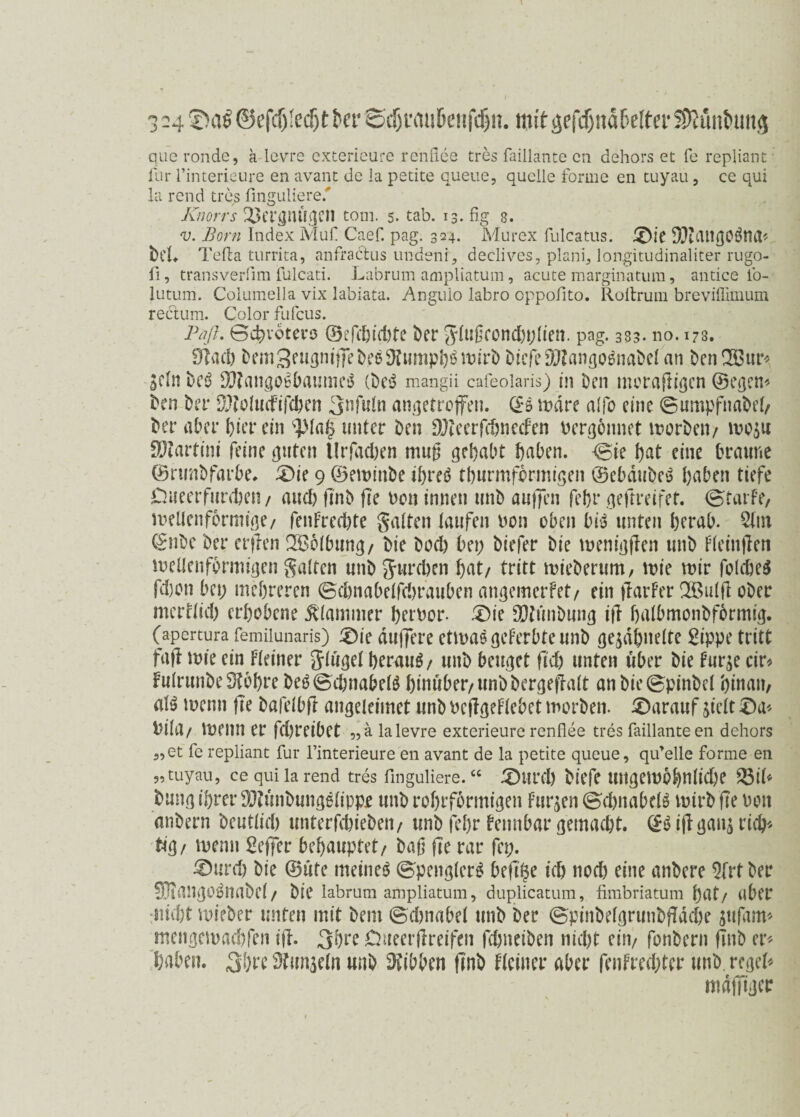 3 -4 ©efdjSedjt ber Sdjt*mil>eHfd)n. mit ^efd)naf>effer SDIuntumg que ronde, a levre exterieure renfl.ee tres faillante cn dehors et fe repflant ilir rinterieure en avant de la petite queue, quelle forme en tuyau, ce qui la rend tres fmguliere.' Knorrs Vergnügen tom. 5. tab. 13. fig 8. v. Born Index MuH Caef. pag. 324. Murex fulcatus. £)ie 93tang0$tta* bei. Telia turrita, anfractus undeni, declives, plani, longitudinaliter rugo- fi, transverfim fulcati. Labrum ampliatum, acute marginatum, antice fo- lutum. Columella vix labiata. .Angulo labro oppofito. Roitrum breviflimum rectum. Color fufeus. Paß. Bd^votero ©efdßdite ber Siußeond)i;iien. pag. 383. no. 178. Sftacb &fm3?ugnijFebe$9fumph$ttßrö biefeSWango^nabei an benQ33ur<> sein bcö 99tangoiöbaume$ (be$ mangii cafeolaris) in Den mcrnßigen ©egen* ben bei* SftoiucFifchen 3nßiin angetroffen. ©5 mdre alfo eine Bumpfnabei/ bet* aber hier ein ‘piaf unter ben DJteerfchnecfen vergönnet morbeti/ mo$u fX??artint feine guten Urfadien muß gehabt haben. Bie hat eine braune ©nmbfarbe. 3)ie 9 ©eminbe ihreö tburmfbrmigen ©ebdube$ haben tiefe ■Dueerfurchen/ auch ßnb ße Den innen unb außen fehr geftreifet. Btarfe, mellen förmige/ fenFrcdße Saiten laufen bon oben brä unten herab. 2im ©nbe Der erßen 2ö6ibwng/ bie bod) bei; biefer Die menigßen unb Fieinfleti wellenförmigen Saiten unb Jurchen hat/ tritt mieberum, wie mir foldjeS fdjon bei; mehreren Bcbnabeifdirauben angemerfet/ ein ßarFer SBulß ober mertiid) erhobene klammer beroor- £)ie SDtunbung iß haibmonbformig. (apertura femilunaris) £)ie duffere etwas geFerbte unb ge^dhneite gippe tritt faß wie ein Fieiner Slugei herauf/ unb beuget ßd) unten über bie Fur^e cir* FuirunbeStbhre beöBchnabelS hinüber/unbbergefrait anbieBpinbei hinam aiö wenn ße bafelbfi: angeleimet unb PcßgeFlebet morben. darauf jicit ©a* biia/ meim er fct;reibet „ä lalevre exterieure renflee tres faillanteen dehors „et fe repliant für finterieure en avant de la petite queue, qiflelle forme en „tuyau, ce qui larend tres fmguliere.“ 3)ttrd) biefe UngembhnÜche 23iß bung ihrer SflKmbungelippe unb rohrfbrmigen Furien Bchnabelö wirb ße oon anbern bcutiid; unterfchiebeii/ unb fehr Feimbar gemacht. ©3 ißganj rich¬ tig / wenn Keffer behauptet/ baß ße rar fei;. £>urd) bie ©üte meinet BpenglerS beßi$e ich nod) eine anbere 9frt ber ^lango^nabei/ bie labrum ampliatum, duplicatum, fimbriatum hat/ aber nicht mieber unten mit bem Bdwabel unb ber Bpinbeigrunbßdche jufam* mcngewachfen iß. 3bre Öueerßreifen ßhneiben nicht ein/ fonbern ßnb er¬ haben. Shrc Simpeln unb Hibben ßnb Fieiner aber fcnfredßer unb. regeß mdffigcr