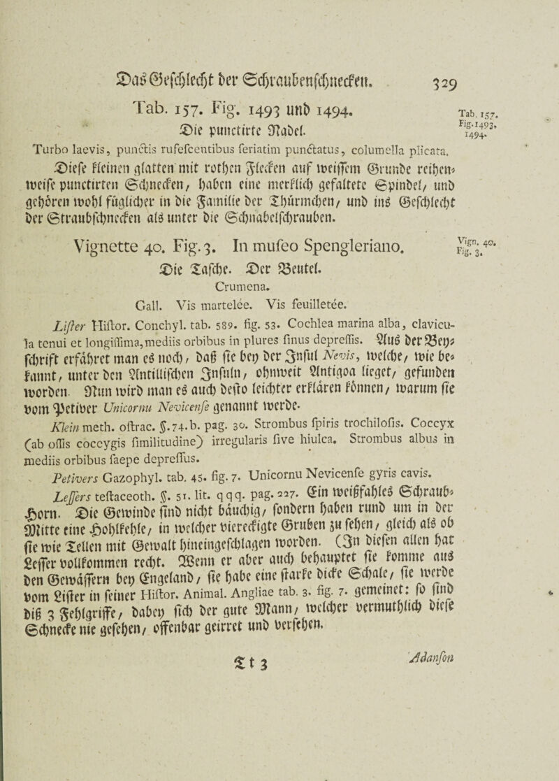 SDa$©efdj(edjt ber <Sdjraii&fnfc(jtiecfeit. Tab. 157. Fig. 1493 unb 1494. 329 £)ie punctirte 97abel. Turbo laevis, puncbls rufefcentibus feriatim pun&atus, columella plicata. ^Dtefe Fleinen glatten mit rothcn gdecFen auf weiffcm ©runbe reifem weife punctirten ©TdjnedPen, habet! eine merFlici) gefaltete ©pinbel/ unb geboren wohl fttglidjer in bie gamilie ber Xl)iirmeben/ unb ins ©efd)led;t Der ©traubjebneefen als unter bie ©d)iiabelfd)rauben. Vignette 40. Fig. 3. In mufeo Spengleriano. £>ie Xafcbe. £>cr deutet. Crumena. Call. Vis martelöe. Vis feuilletee. Lifter Hiitor. Conchyl. tab. 589. fig. 53. Cochlea marina alba3 clavicu- la tenui et longiffima,mediis orbibus in plures finus depreffis. berget;* fdjrift erfahret man e$ noch, bag fte bei; ber 3nful Nevis, welche/ wie be* fannt/ unter ben Sfntiüifcben Snfnln, oftnweit Sintigoa lieget/ gefunben worben. 97un wirb man e$ aud) befto leichter erFldren Fbnnen/ warum f?e bom ^etioer Unicomu Nevicenfe genannt werbe* Klein meth. oftrac. $.74.b. pag. 30. Strombus fpiris trochilofis. Coccyx (ab offis coccygis fimilitudine) irregularis five hiulca. Strombus albus in jnediis orbibus faepe deprefius. . Peiivers Gazophyl. tab. 45* fig. 7* Unicomu Nevicenfe gyris cavis. Leffers teftaceoth. $. 51. fit. qqq. pag. 227. ©in Weigfaf)leS ©Chratlb* *orn.' £>ie ©ewinbeftnb nicht bauchig/ fonbern haben runb um in ber SOtitte eine JaohlFeble/ in welcher biemfigte ©ruhen jtt fef)en / gleid) als ob fte wie XeUen mit ©ewalt hineingefchlagen worben. (3n biefen allen hat Seifer boUFommen recht. 2Benn er aber aud) behauptet ffe Fomme aus ben ©ewdffeni bet; ©ngefanb/ (ie habe eine ftarFe biefe ©d)ale/ fte werbe Pom gifter in feiner Hiftor. Animal. Angliae tab. 3* fig- 7* gemetnet: fo ttno big 3 $ef;lgrijfe/ habet; fich ber gute 93?ami/ welcher oermuthltch htefo ©ehneefe me gefehen/ offenbar geirret unb Perfcfiw. St 3 Tab. 157. Fig-i493< 1494. v'gn. 40. Fig. 3. y.fdanfin