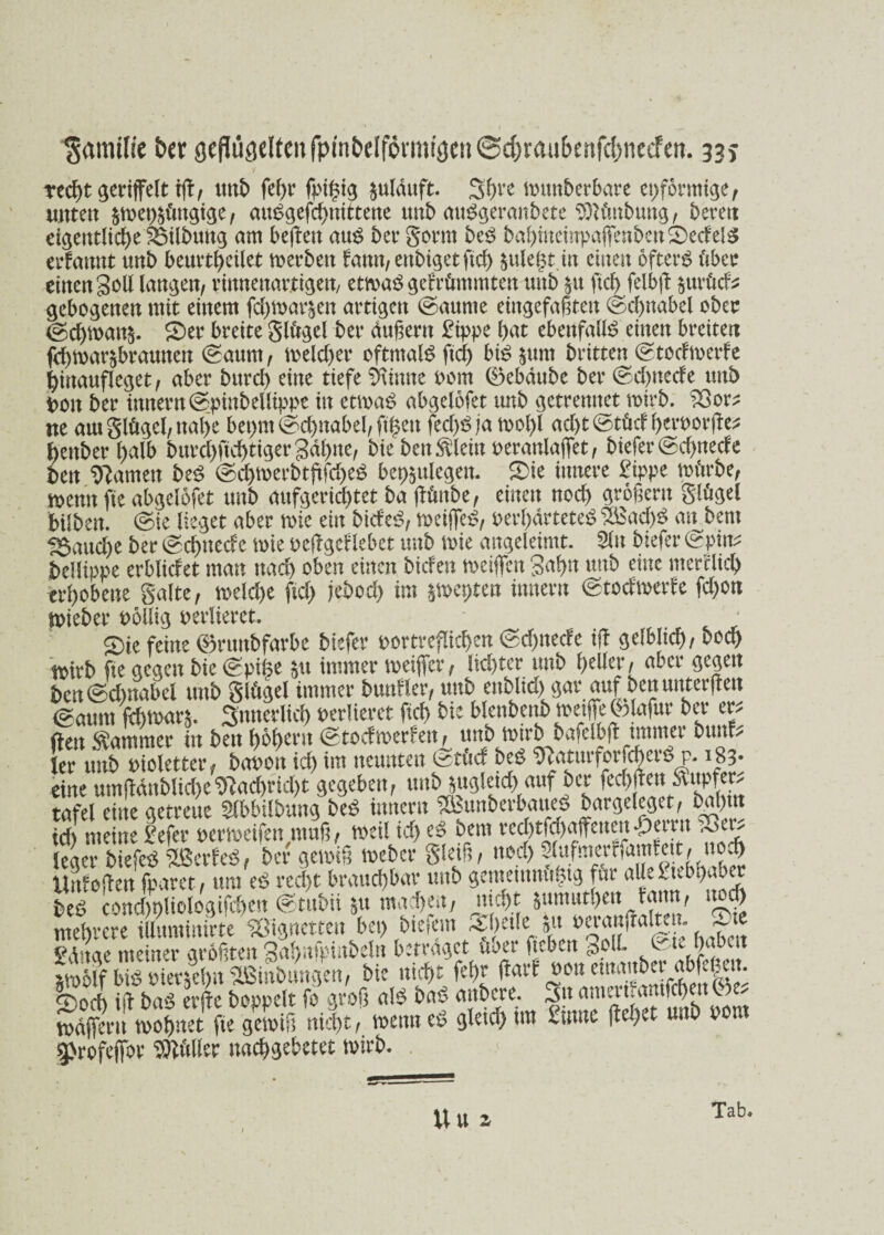 Familie ber geflügelten fpinbelfötmigen @d)raubertfd)ticcFen. 33* y recht geriffelt tft/ unb febr fpifsig $uläuft. 3bre mwberbare epformige, mttett $n>ep£i'utgige, au^gefcf>mttene unb auggeranbete $)Uutbung, bereit eigentliche SSilbmtg am beßeit aus ber gönn beS babiiteinpaffenbeu2)edel$ erfamtt tmb beurteilet merbcit famt, ettbiget ftcf) sulegt in einen öftere iibec einen goü langen, rittneitar.tigeit/ am$ gekrümmten mtb $u ftcf) felbß §urücf^ gebogenen mit einem fcfymat&en artigen kannte eingefaßten ©cfynabel ober @d>mait§. £>er breite glfrgel ber äußern £ippe bat ebenfalls einen breiten fcbtvar^brannen (Saum, melcßer oftmals ftcf) bi£ §nm britten ©tocftoerfe jjinaufleget, aber burd) eine tiefe finite oom ®ebdube ber ©d)ttede mtb t>on ber innern ©pinbellippe in etma£ abgelofet imb getremtet mirb. $3or:? ne aut gfögel, nabe bepm @cf>nabef, fi^eit fed)S ja mol)l adjt©tM berporße* beitber halb bnvcf>ftdf)tiger gdf>ne, bie ben^lein Peranlaflfet, biefer ©cf>necfe beit tarnen be$ @$tt>erbtjtfd)e$ bepjulegett. S)ie innere £ippe mürbe, mnn fte abgelofet unb aufgerid)tet ba jfttnbe, einen nod) großem glfigel bübeit. ©ie lieget aber mie ein bicfe<S, meiffeö, perf)drtete$ $Ö$acb$ an bem fauche ber ©cbitede mie peßgcflebet unb mie angeleimt. 5lu biefer ©pttt* bellippe erblkfet mau nad) oben einen bicfen meiffen Sahn unb eine merclicb erhobene gälte, meld)e ftd> jebod) im smepten innern ©todmale fd>on lieber oollig verlieret. ®te feine ©runbfarbe biefer portrefltcben ©d>necfe iß gelblich, bocb tpirb fte gegen bie ©pike $u immer meijfer, lichter unb f)dler, aber gegen bcn©d)nabel unb glügel immer bunfler, mtb enblid) gar auf benunter(fen ©aum fd)mar$. 3’nnerlicb verlieret ftcb bie blenbenb meiße ® lafur ber er* ffen Kammer in beit bbbcru ©todmerfen, unb mirb bafelbft immer buttfc ler unb pioletter, bapon id) im neunten ©tüd beS ^aturfotfd)er$ p- 183* eineumfMnMid)C^ad)rid)t gegeben, imbjugletd)auf Öet tafel eine getreue SIbbilbungbeö innern ?&unberbaned bargeleget,^bal)ut id) meine £efer leger biefer KfcÄ Sä Wmirntr, '** mehrere iliuminirte «Signetteu bei) Mefem A()eiie »u ( r“ 9d'tge meiner größten 3abnlpinbetn betraget uoei ficbcn 3oll» C. )u SSSSÄi MC Mt feto (iarf nouemanber abfe|u. ®ocb iß baS erße hoppelt fo groß al$ ba£ aitbcre. ^n amanamfcbeit tvdfferu mostet fte gemiß nicht, meitn eS gleid) im Unne ßebet unb oon Sprofejfor $Wler naebgebetet mirb. Tab. Uu 2