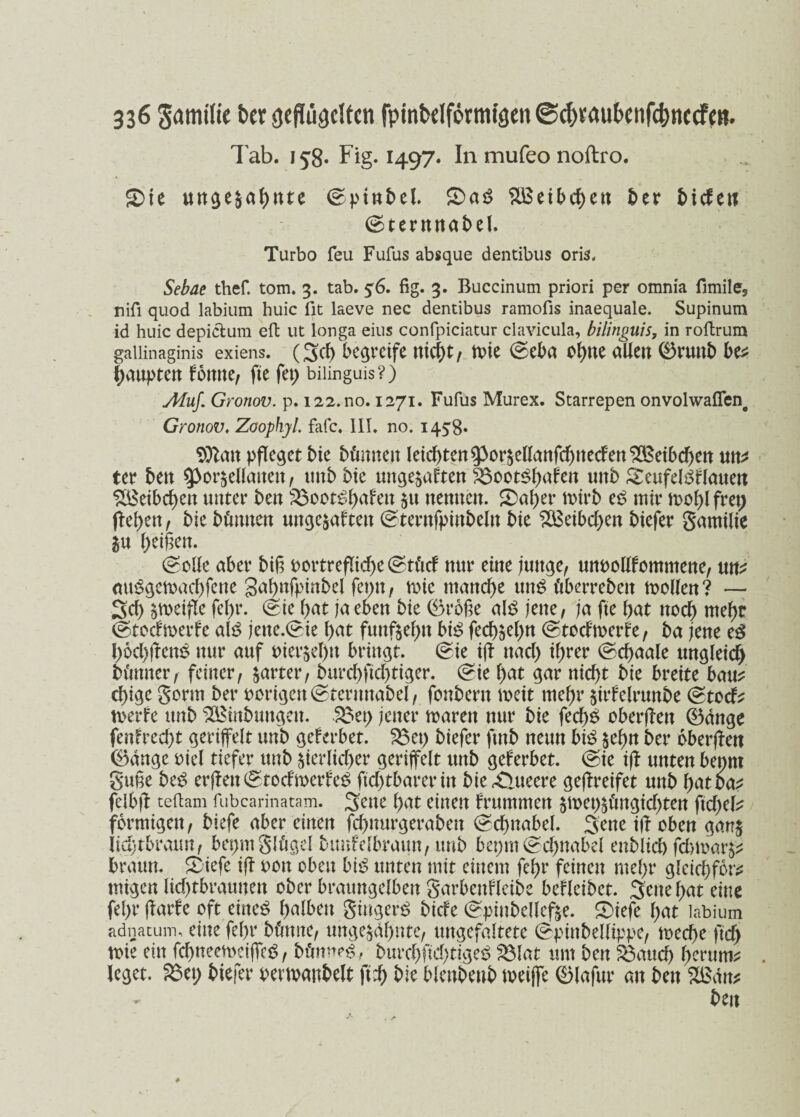 Tab. 158. Fig. 1497. In mufeo noftro. £>te ungebahnte ©ptnbel. £>at? cibcf>ett ber tiefen ©ternnabel. Turbo feu Fufus absque dentibus oris, Sebae thef. tom. 3. tab. 56. fig. 3. Buccinum priori per omnia fimile5 nifi quod labium huic fit laeve nec dentibus ramofis inaequale. Supinum id huic depictum eft ut longa eius confpiciatur clavicula, bilinguis, in roftrum gaiiinaginis exiens. (Set begreife nicf)t, It>ie ®eba ohne allen 0ruttb be* taupten fottne, fte fet) bilinguis?) Muf. Grotiov. p. 122.no. 1271. Fufus Murex. Starrepen onvolwaflen# Grotiov. Zoophyl. fafc. 111. no. 1458* pfleget bte bönnen leid^en^orscllanfctnecfen^eibctett mt ter ben ^orbellattett, unb bte ungehalten 3$ootSbafen unb SteufeltSflaueu SÖSetbcben unter ben ^3oot^f>afen 51t nennen. 2>al)er mtrb eb mir n>of>l frei; (leben, bie hörnten unge&aften ©ternfptnbeln bte Weibchen btefer gamilie bu l)etfen. (solle aber biß uortreflicbe @tCief nur eine junge, unuollfommene, ntt? mttSgemacbfene gabnfpinbel fenit, mie manche uns öberrebett mellen ? — Scb bmeiffe febr. »Sie bat ja eben bie 0roße alt? jene, ja fte bat noch mehr (Stodmetde alt? jene.(ste bat fttitf$ef>n biß fecbjebn (stodmerfe, ba jene t$ böd)jlent? nur auf t>ier$ebtt bringt. (Sie iff nad) ihrer @cf>aale ungleich bvmner, feiner, harter, burd)ftd)ttger. (sie bat gar nicht bie breite bau* ebige gorm ber vorigen ©termtabel, fonbern mett mehr jirfelrunbe (gtod* meide unb SOßinbungen. 33et> jener marett nur bie fed)£ oberffett 0dnge fenfreebt geriffelt unb geferbet. S3et> biefer ftnb neun bi£ sehn ber oberffen 0dnge oiel tiefer unb bterlid>er geriffelt unb geferbet. (sie iff unten benrn guße beS erffett@todmerfeS ftd)tbarertn bie Äueere geffreifet unb batoa^ fclbff teftam fubcarinatam. Sette bat einen brummen §met)Söngid)ten ftebei* förmigen, biefe aber einen fcbmtrgeraben Schnabel. Sette tff oben gan§ itdjtbrauit, bepmglögel btmfelbraun, unb bepmSchnabel enbltdj febmarb* braun. 2>iefe iff oon oben btt? unten mit einem febr feinen mehr gletcbfor* tntgen lid)tbraunen ober braungelben garbenfläbe befleibet. Sette bat eine febr ffarfe oft eine£ halben gtugerS bide (gpinbellefbe. S)iefe bat labium adnatum, eine febr bömte, ungeahnte, ungefaltete (sptnbelltppe, meebe ftd) mie ein fcbneemeiffeS, bönneS, burcbfidjtigeb 331at um ben 33aud) l^rum* leget, 33et; btefer uermanbelt ftd) bie blettbenb metffe 0lafur an ben 2ßdn* ben