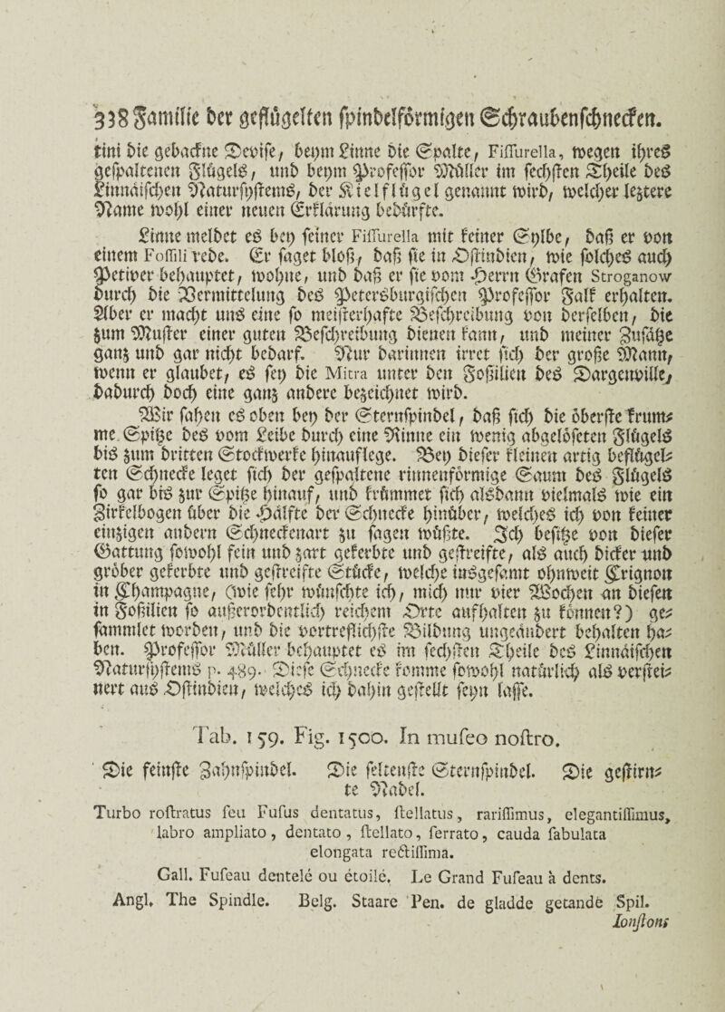 338$<JmiUe ber geflügelten fpinbelförmfgen ©cfrvaubenfc&necfen. tttti Me gebacfne Sepife/ bepm £imte bie (Spalte / Fiflureiia, roe^en if>ve^ gefpaltenen glögelg/ unb beprn %>rofeffor ‘vOtüUcr im fed)flcn St>eile beg £imtdtfd)en Sftaturfpflentg/ ber S^telflü^el genannt toirb/ meldet ledere 9?ame mol>l einet neuen (Erfldrung bedürfte. £imtemelbet eg bet) feiner Fiflureiia mit feiner ©plbc, bap er Pott einem Foffiifrebe. (Et faget bloß/ baft fte in £>flutbien/ roie folcbcg aud) fermer behauptet, mol)ue, unb ba§ er fte Pom d^errn (Grafen Stroganow bttrd) bie Vermittelung beg $>etergburgifd)ett ^rofejfor galf erhalten. £(ber er mad)t uitg eine fo meifrerl>afte SBefcbrcibung Pott berfelbett/ bie $um Puffer einer guten S3efd)reibung bienen famt, unb meiner gufage gan$ unb gar nid)t bcbarf. Sftur barittnen irret fiel) ber grofe Sftatirt/ toemt er glaubet/ eg fet> bie Mitra unter beit geeilten beg SargettPilley babureb bod) eine gan$ anberc be$etd)net mirb. 2Bir faben eg eben ber> ber (Sternfptnbel f baß ftd) bie öberfletrum* me (Spt|$e beg Pom £etbe burd> eine finite ein toenig abgelofetett glögelg big $um bvittm (Stocfmerfe binauflege. S3et) biefer fleinett artig beflögel* tett (Sd)itecfe leget ftd) ber gefpaltette rttmettformige (Saunt beg glögelg fo gar big §ur <Spii$e hinauf/ ttttb frömmer ftcf> algbamt pielmalg \m ein girfelbogett über bie ber (Sd)ttede hinüber e meld)eg id) pon feiner eitrigen attbern (Sd)necfenart $u fagett toößte. 3’d) befi§e pon biefer Gattung fcmobl fein unb jart geferbte unb gereifte/ alg and) biderttttb grober geferbte unb geflreifte (Stöcf e/ meld)e inggefamt obnmeit (£rignott in Gute fef)t nn'mfd)te icf> / mtd) nur Pier Soeben an biefen in gojnlien fo aufcrorbentlid) reid>em «Orte aufbaltcn §u fomtett?) ge* fammlet merbett/ unb bie portrefliebfle Gilbung ungednbert bebalten ba^ ben. ^3rofejfor Böller bebattptet eg int fed)flett £ heile beg £imrdifd)ett ^aturjbpentg p. 489- Sicfe (Schnede fomme fotpobl natürlich algperflei* nett aug £>flmbiett/ melcbcg id) bal)in gepellt feptt lajfe. Tab. 159. Fig. 1500. In mufeo noftro. Sie feinfle gaT^nfpiitbel- Sie feltettfle <Stentfpmbel. Sie geflirrt* te ^abel. Turbo roflratus feu Fufus dentatus, ftellatus, rariflimus, elegantiflimus, labro ampliato, dentato , ftellato, ferrato, cauda fabulata elongata re&iflima. Gail. Fufeau dcntele ou etoiie. Le Grand Fufeau a dents. Angl. The Spindle. Belg. Staare Pen. de gladde getande Spil. Ionßons