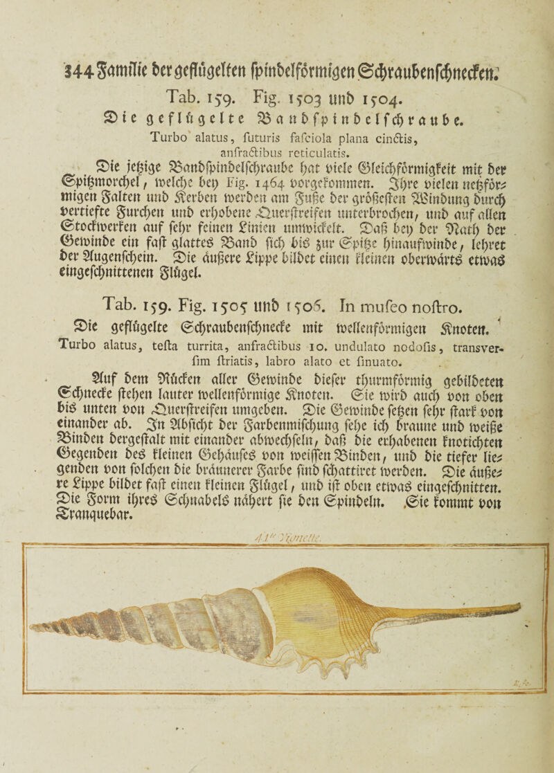 Tab. 159. Fig. 1503 unb 1304. 2> t e <5 e f l ft gelte 5örtttbfpinbelfd)rau&e. Turbo alatus, futuris fafciola plana cinftis, anfra&ibus reticulatis. ©te jef;ige 2$anbfpinbelfd;raube l;nt tuele ©leichfbrmigfett mit 5er ©pi|mord;el, zeld)c bet) Fig. 1464 uorgefommen. 3t)re Dielen negför^ nttgett Seiten unb Äer&en Zerben am guße bet* grbgeßen ^Binbung burd) vertiefte gurdjeu unb erhobene ÄuerfTreifen unterbrochen, tmb auf allen ©tocfzerfen auf fel)t* feinen £inien umimcfelt. £aß bet; bei* Sftatl; ber ^3eminbe ein faß plattet? &anb fiel) biß $ur ©pige fßnaufzinbe, lehret ter 2lugenfd)ein. £)ie äußere £ippe bilbet einen kleinen oberzärtS etzaS eingefd;nittenen glügel. Tab. 159. Fig. 1505* tlli& i ^o5. In mufeo noftro. ©te geflügelte ©d>raubenfd)nede mit zellenförmigen knoten. * Turbo alatus, tefta turrita, anfradtibus 10. undulato nodofis, transver- fim flriatis, labro alato et finuato. $luf bem Sftüd'en aller ©ezinbe biefer thurmformig gebilbeten ^dßted'e ßegett lauter zellenförmige knoten, ©ie zirb auch non oben bi$ unten Don £luerßreifen umgeben. £>te ©eztnbe fegen fel;r ßarf oon einanber ab. 3tt Slbftcßt ber garbenmifchuug fege id; braune unb zeige SBinben bergeßalt mit einanber abzechfeln, baß bie erhabenen Inoticgten (Begenbett beS tleinen ©ebäufe$ Don zeigen $3inbett, unb bie tiefer lie* genben non folcheu bie braunerer garbe gab fd)attirct zerben. SDie äuge* re £ippe bilbet faß einen flcinen glügel, unb iß oben etza£ eingefchnitten. gie gorm tf;re$ @d;uabel^ nähert ge bat ©pinbeln. .©ie fornrnt dou Sranquebar. 41u riimelte. 1