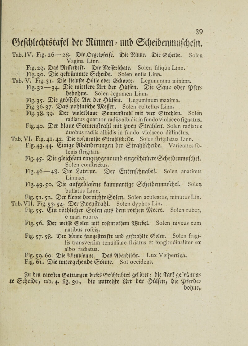 0efd)led)t£tafd i>er Sltnncn - uni> 0cf)ei&mmufcf>dn. Tab, IV. Fig. 26—28- SDte Orgelpfeife* SieOdmte. Sie ©ebeibe. Solen Vagina Linn Fig. 29. S<n> ^effer^eft. Sie $?cj]erfd)alc. Solen filiqua Linn. Fig. 30. Sie gefrömmte ©d)eibe. Solen enfis Linn. Tab. V. Fig, 31. Sie fleinfte £mlfe ober ©d)DDte. Legumintim minima. Fig. 32—34. Sie mittlererer bet* hülfen. Sie ©mi^ ober $fer? bebol)lte. Solen legumen Linn. Fig. 35. Sie groffefTe 5lrt ber hülfen. Leguminum maxima. Fig. 36.37. Sd£ pol)lnifd)e SOtefter. Solen cultellus Linn. . Fig- 38* 39* Ser bioletblaue ©onnenftraM mit bter ©tragen. Solen radiatus quatuor radiisalbidisinfundoviolaceofignatus. Fig. 40. Ser blmte ©omtenftrafft mit bmet) ©traffteit Solen radiatus duobus radiis albidis in fundo violaceo diflinctus. Tab, VI. Fig, 41.42. Sic rofettrotbe ©trabffebeibe. Solen ftrigilatus Linn. Fig. 43.44. (Einige rbänberungen ber ©traI>Ifd>cit>c. Varietates fo- lenis ftrigilati. Fig. 45:. Sie gletd>fam eingeborene unb eirtgefc^uörte(^d)eibettmuf:I>el. Solen conftridtus. Fig. 46—48. Sie Laterne. Ser ©ntenfdftmbel. Solen anatinus Linnaei. Fig. 49.50. Sie aufgeblafene fammartige @d)eibenmufd>el. Solen bullatus Linn. Fig.5'1.52. Ser fleiue bornierte@0len. Solen aculeatus, minutusLin. Tab. VII. Fig. 53.54. Ser gmcpftralft. Solen dvphos Lin. Fig. 5*. ©in rotfftidjer ©ölen au£ bem rotten 9)?eere. Solen ruber, e mari rubro. Fig. 56. Ser wctfTc ©ölen mit rofenrot&em ISBirbel. Solen niveus cum natibus rofeis. Fig. 57.58. Ser bCutnc feingeftreifte unb gcftrablte ©ölen. Solen fragi- lis transverfim tenuiffime ftriatus et longitudinaliter ex albo radiatus. Fig. 59.60. Sie 9ibcnbfonnc. Sa$ 5lbenblicbt. Lux Vefpertina. Fig. 61. Sie unterge^enbe ©bnne. Sol occidens. 3u bett rareften ©attungen biefeS ©efebfecbteS gelotet: bie ftarf gerCntt tt^ tt ©d)cibe, tab, 4. fig. 30, bie mittelfte 2lrt ber hülfen/ bie spfer&e* boftne,