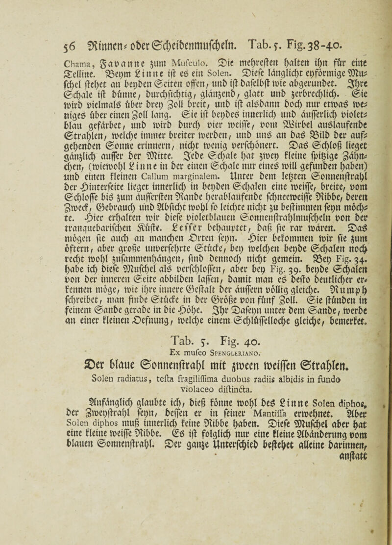 Chama, garaune $um Mufcuio» Sie mefaeßett falten ifa för eine gdlittc. S5et)m Si tt n e ijl eß ein Solen. Siefe ldnglid)t ei)förmige fd>d fielet an beiden (Seiten offen, unb iß bafelbß me abgeruttbet. %fat (Schale iß bänne, burd)ftd)tig, gldtt$enb, glatt unb zerbrechlich. (Sie nrirb rielmaB über bret) goll breit, «nb iß aBbamt bod) nur etmag me^ itigeg über einen gell laug. @ie ifl bet)be£ imterlid) unb dufferlicf) riolet* blau gefdrbet, unb mirb bitrd) Pier meijfe, 00m Wirbel atBlaufenbe (Strahlen, melche immer breiter merben, unb utB an baß S$ilb ber auf; gehenben (Sonne erinnern, nicht mettig perfchonert. £)a$ (Schloß lieget gdnzlid) aitffer ber 50littc. 3ebe (Schale hat §mch deine fpigige gdßn* 8)en, (miemoßl Sinne in ber einen (Schale nur eines mül gefunbett haben) unb einen deinen Caiium marginalem. Unter bem lebten (Sotttteußrabl ber £interfeite lieget innerlich in bet)beit (Sd)alen eine meiffe, breite, rorn (Schlöffe bB zum dufferßen Sftanbe ßerablaufenbe fchtteemeijfe Sftibbe, bereit gmeef, (Gebrauch unb 5(bftd>t rnohl fo leichte nicht zu beßimmen fet)tt ntöd)* te. d)icr erhalten mir biefe Pioletblauett (Sonnenßrablmufcbeln pon ber rrangttebarifcheu $tctße. Seffer behauptet, bah fte rar mdren. Sa$ mögen fte and) an manchen -Orten fet)n. «£)ier befommeit mir fte zum eftern, aber große ttnperfeßrte (StMe, bet) mdd)ett bet)be (Schalen noch red)t mol)l §ufammenhdngen, ftnb bennod) nid)t gemein. 2$et) Fig. 34. habe id) biefe 9)dtfd)el aB Perfchloffen, aber bet) Fig. 39. bet)be (schalen ron ber inneren ©eite ab£>ilt>en laßen, bamit man cß beßo beutlicher er# fennen möge, mie ihre innere ®cßalt ber duffem rollig gleiche. Stumpf) fchreibet, man ftnbe (Stüde in ber ®roße ron fünf goll. (Sie ßünbett in feinem (Saube gerabe in bie £6l)e. 3hr Safepn unter bem (Sanbe, merbe au einer deinen Oefnung, melche einem (Schlüjfelloche gleiche, bemerket. Tab. 5. Fig. 40. Ex mufeo Spengleriano. ©er Maue ©onnenftraf)! mit juxen uxifFcn ©trauten. Solen radiatus, teffca fragiliffima duobus radiis albidis in fundo violaceo diftindta. Anfänglich glaubte ich, bieß fottne mohl beß Sinne Solen diphos, ber gmehßraßl fehlt, beffen er in feiner Mantifla ermehnet. Aber Solen diphos muß imterlid) feine iHibbe haben. Siefe Sftufchel aber hat eine fleine meiffe Otibbe. Gzß ifl folglich nur eine deine Abdttberung rom blauen (Somtenßrahl. Ser ganze Unterfchteb beßebet alleine bartnnen, anßatt