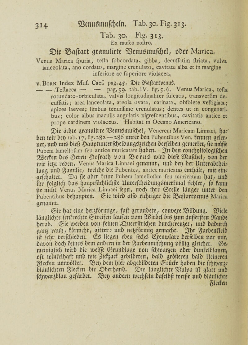 3H Tab. 30. Fig.313. Ex mufeo noftro. JDic SSaftart gramiürte Senuömiifdjel, ober Marica. Venus Marica fpuria, tefta fubcordata, gibba, decuffatim ftriata, vulva lanceolata, ano cordato, margine crenulato, cavitate alba et inmargine inferiore ac fuperiore violacea, v. Born Index Muf. Caef. pag^. Sie SBaftartfcenuS. -.Teftacea — — pag.59. tab.IV. 6. Venus Marica, tefta rotundato-orbiculata, valvis longitudinaliter fulcatis, transverfim de- cuflatis; area lanceolata, areola ovata, carinata, obfolete veftigiata; apices laeves; limbus tenuiffime crenulatus; dentes ut in congeneri- bus; color albus maculis angulatis nigrefcentibus, cavitatis antice et prope cardinem violaceus. Habitat in Oceano Americano. Sie dd)te grauitlirte ^enuSttUtfd)el , Venerem Maricam Linnaei, f)CV ben wir bet) tab. 17. fig.282—286 unter ben Pubentibus Ven. fettnen geler* net, unb unS bieg £auptunterfcgeibungS§eid)en berfelben gemerfet, fte müjfe Pubem lamellofam feu antice muricatam gaben. 3n ben COttCgplioIOgtfcgen Werfen beS «£>errn *£)cfratg oott £3ornS wirb biefe 9ftufcgel, t>on ber voir jegt rebeit, Venus Marica Linnaei genannt, ttnb bet) ber UnterabtgeL hing unb gamilie, tbelcge bie Pubentes, antice muricatas entgalt, ntit eitt^ gefcgaltet. Sa fte aber feine Pubem lamellofam feu muricatam gat, unb igr folglicg baS gauptfdd)licgffe UnterfcgeibungSmerfmal feglet, fo famt fte nid)t Venus Marica Linnaei feptt/ nod) igre (Stelle langer unter ben Pubentibus begaupten. (Sie wirb alfo richtiger bie £3affam>enuS Marica genannt. (Sic gat eine gerjförmige, faff gerunbete, conveye Gilbung, ^iele Idnglicgte fenfred)te (Streifen laufen uom Wirbel bis $um dujferffen ^Hartbc gerab. (Sie werben oon feinen Äueerffridjen burd)creu$et, unb babureg gan$ rang, fornid)t, gittere unb negforntig gemaegt. 3gr garbenfleib ifl fegr uerfd)ieben. (SS liegen eben fecgS €yentplare berfelben uor tuir, barott beeg feines bem anbern in ber garbenmifegung oollig gleichet. ©e> meiniglicg wirb bie weiße ©runblage von fegwarjett ober bunfelblauen, oft winfelgaft tutb wie Siefjaef gebilbetett, halb größeren halb Heineren gleden umwolfct. S8et) bem gier abgebilbeten (Stüde gaben bie fegwarfc? blaulid)ten gleden bie Sberganb. Sie Idnglidtte $ßuloa iff glatt unb fcgwar^blau gefdrbet. 23et; anbern wecgfeln bafelbjf weiße unb bldulicgte gleden